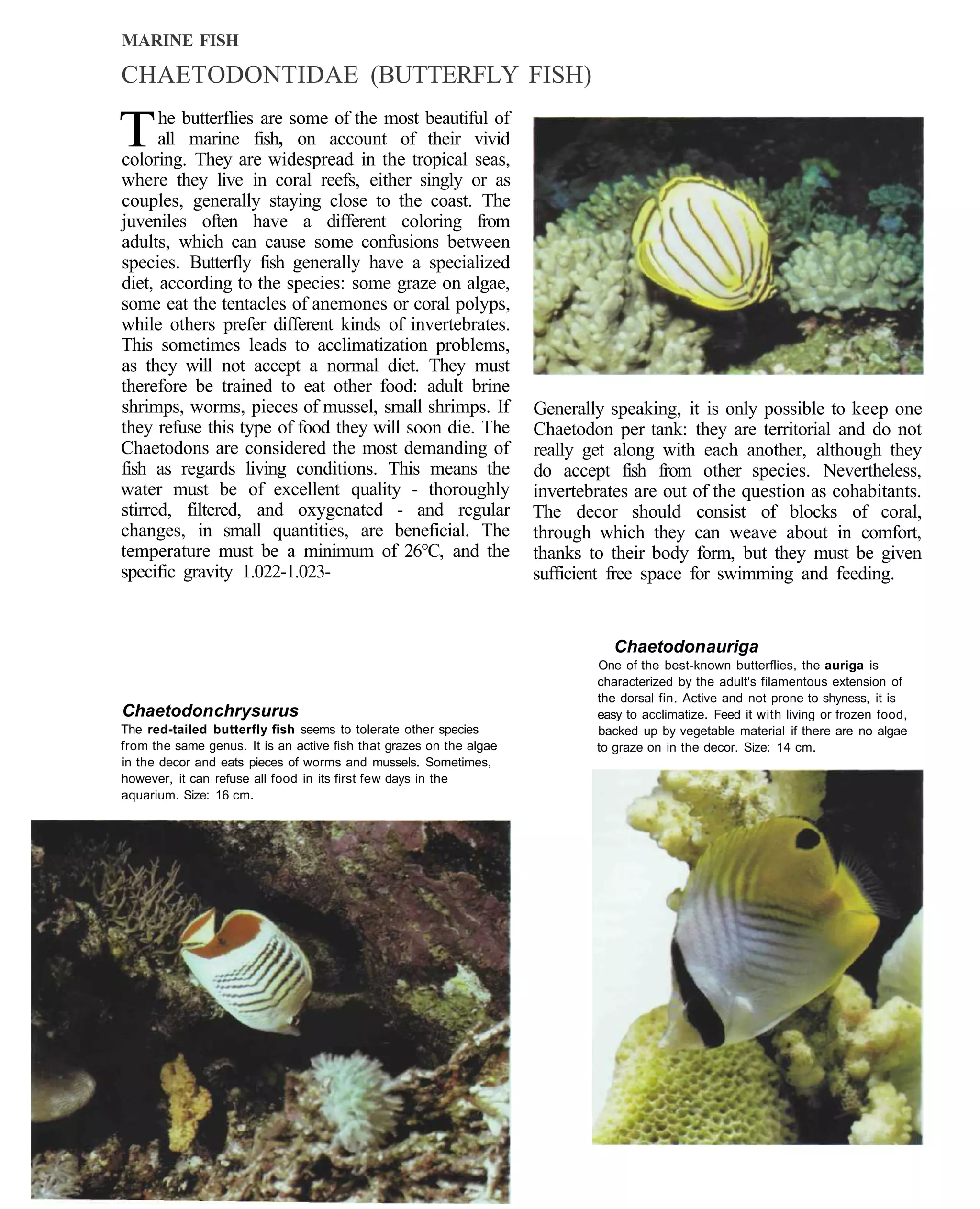MARINE FISH

CHAETODONTIDAE (BUTTERFLY FISH)

T     he butterflies are some of the most beautiful of
      all marine fish, on account of their vivid
coloring. They are widespread in the tropical seas,
where they live in coral reefs, either singly or as
couples, generally staying close to the coast. The
juveniles often have a different coloring from
adults, which can cause some confusions between
species. Butterfly fish generally have a specialized
diet, according to the species: some graze on algae,
some eat the tentacles of anemones or coral polyps,
while others prefer different kinds of invertebrates.
This sometimes leads to acclimatization problems,
as they will not accept a normal diet. They must
therefore be trained to eat other food: adult brine
shrimps, worms, pieces of mussel, small shrimps. If                  Generally speaking, it is only possible to keep one
they refuse this type of food they will soon die. The                Chaetodon per tank: they are territorial and do not
Chaetodons are considered the most demanding of                      really get along with each another, although they
fish as regards living conditions. This means the                    do accept fish from other species. Nevertheless,
water must be of excellent quality - thoroughly                      invertebrates are out of the question as cohabitants.
stirred, filtered, and oxygenated - and regular                      The decor should consist of blocks of coral,
changes, in small quantities, are beneficial. The                    through which they can weave about in comfort,
temperature must be a minimum of 26°C, and the                       thanks to their body form, but they must be given
specific gravity 1.022-1.023-                                        sufficient free space for swimming and feeding.


                                                                                Chaetodon auriga
                                                                             One of the best-known butterflies, the auriga is
                                                                             characterized by the adult's filamentous extension of
                                                                             the dorsal fin. Active and not prone to shyness, it is
Chaetodon chrysurus                                                          easy to acclimatize. Feed it with living or frozen food,
The red-tailed butterfly fish seems to tolerate other species                backed up by vegetable material if there are no algae
from the same genus. It is an active fish that grazes on the algae           to graze on in the decor. Size: 14 cm.
in the decor and eats pieces of worms and mussels. Sometimes,
however, it can refuse all food in its first few days in the
aquarium. Size: 16 cm.
 