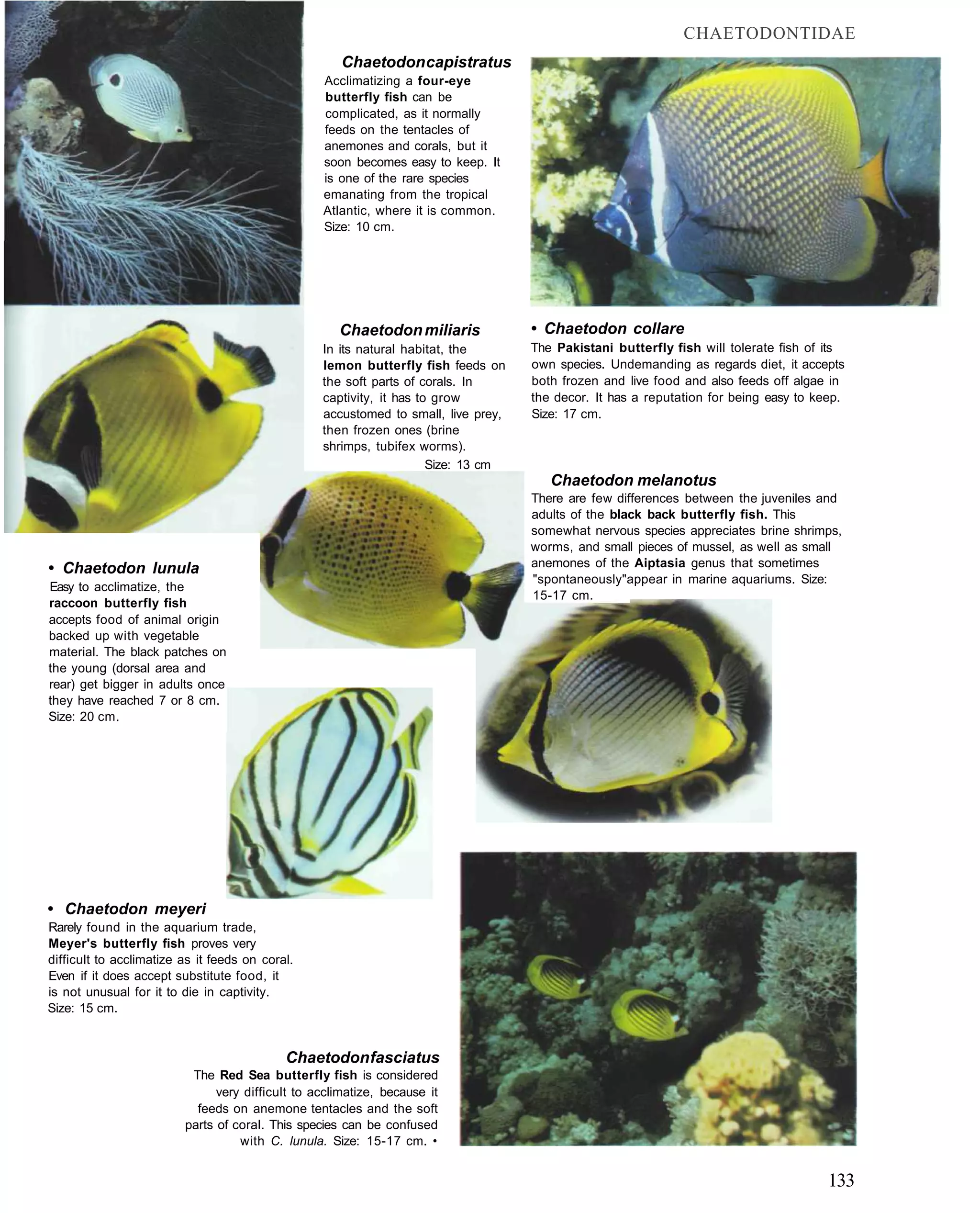 CHAETODONTIDAE
                                                      Chaetodon capistratus
                                                  Acclimatizing a four-eye
                                                  butterfly fish can be
                                                  complicated, as it normally
                                                  feeds on the tentacles of
                                                  anemones and corals, but it
                                                  soon becomes easy to keep. It
                                                  is one of the rare species
                                                  emanating from the tropical
                                                  Atlantic, where it is common.
                                                  Size: 10 cm.




                                                     Chaetodon miliaris             • Chaetodon collare
                                                  In its natural habitat, the       The Pakistani butterfly fish will tolerate fish of its
                                                  lemon butterfly fish feeds on     own species. Undemanding as regards diet, it accepts
                                                  the soft parts of corals. In      both frozen and live food and also feeds off algae in
                                                  captivity, it has to grow         the decor. It has a reputation for being easy to keep.
                                                  accustomed to small, live prey,   Size: 17 cm.
                                                  then frozen ones (brine
                                                  shrimps, tubifex worms).
                                                                      Size: 13 cm
                                                                                       Chaetodon melanotus
                                                                                    There are few differences between the juveniles and
                                                                                    adults of the black back butterfly fish. This
                                                                                    somewhat nervous species appreciates brine shrimps,
                                                                                    worms, and small pieces of mussel, as well as small
• Chaetodon lunula                                                                  anemones of the Aiptasia genus that sometimes
                                                                                    "spontaneously"appear in marine aquariums. Size:
Easy to acclimatize, the
                                                                                    15-17 cm.
raccoon butterfly fish
accepts food of animal origin
backed up with vegetable
material. The black patches on
the young (dorsal area and
rear) get bigger in adults once
they have reached 7 or 8 cm.
Size: 20 cm.




• Chaetodon meyeri
Rarely found in the aquarium trade,
Meyer's butterfly fish proves very
difficult to acclimatize as it feeds on coral.
Even if it does accept substitute food, it
is not unusual for it to die in captivity.
Size: 15 cm.


                                            Chaetodon fasciatus
                          The Red Sea butterfly fish is considered
                               very difficult to acclimatize, because it
                           feeds on anemone tentacles and the soft
                         parts of coral. This species can be confused
                                   with C. lunula. Size: 15-17 cm. •


                                                                                                                                       133
 
