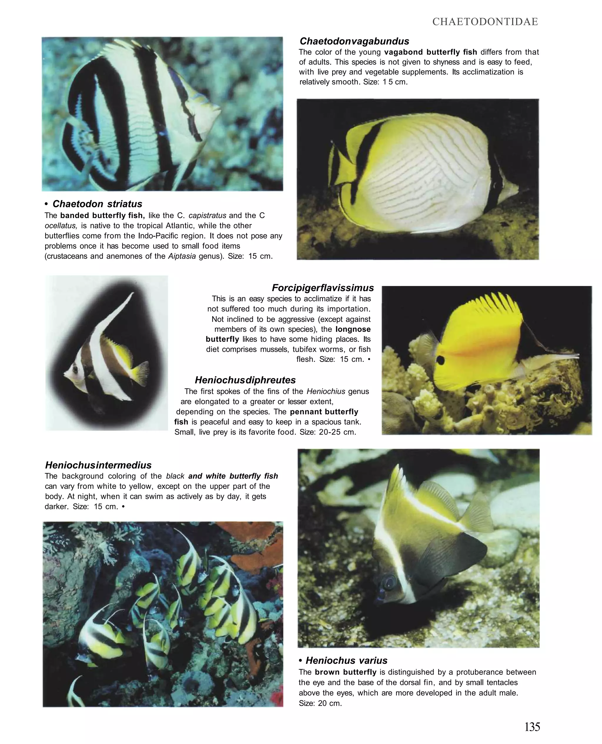 CHAETODONTIDAE
                                                                         Chaetodon vagabundus
                                                                         The color of the young vagabond butterfly fish differs from that
                                                                         of adults. This species is not given to shyness and is easy to feed,
                                                                         with live prey and vegetable supplements. Its acclimatization is
                                                                         relatively smooth. Size: 1 5 cm.




• Chaetodon striatus
The banded butterfly fish, like the C. capistratus and the C
ocellatus, is native to the tropical Atlantic, while the other
butterflies come from the Indo-Pacific region. It does not pose any
problems once it has become used to small food items
(crustaceans and anemones of the Aiptasia genus). Size: 15 cm.



                                                                Forcipiger flavissimus
                                               This is an easy species to acclimatize if it has
                                             not suffered too much during its importation.
                                               Not inclined to be aggressive (except against
                                                members of its own species), the longnose
                                             butterfly likes to have some hiding places. Its
                                             diet comprises mussels, tubifex worms, or fish
                                                                        flesh. Size: 15 cm. •

                                          Heniochus diphreutes
                                       The first spokes of the fins of the Heniochius genus
                                      are elongated to a greater or lesser extent,
                                     depending on the species. The pennant butterfly
                                    fish is peaceful and easy to keep in a spacious tank.
                                    Small, live prey is its favorite food. Size: 20-25 cm.



Heniochus intermedius
The background coloring of the black and white butterfly fish
can vary from white to yellow, except on the upper part of the
body. At night, when it can swim as actively as by day, it gets
darker. Size: 15 cm. •




                                                                         • Heniochus varius
                                                                         The brown butterfly is distinguished by a protuberance between
                                                                         the eye and the base of the dorsal fin, and by small tentacles
                                                                         above the eyes, which are more developed in the adult male.
                                                                         Size: 20 cm.


                                                                                                                                        135
 