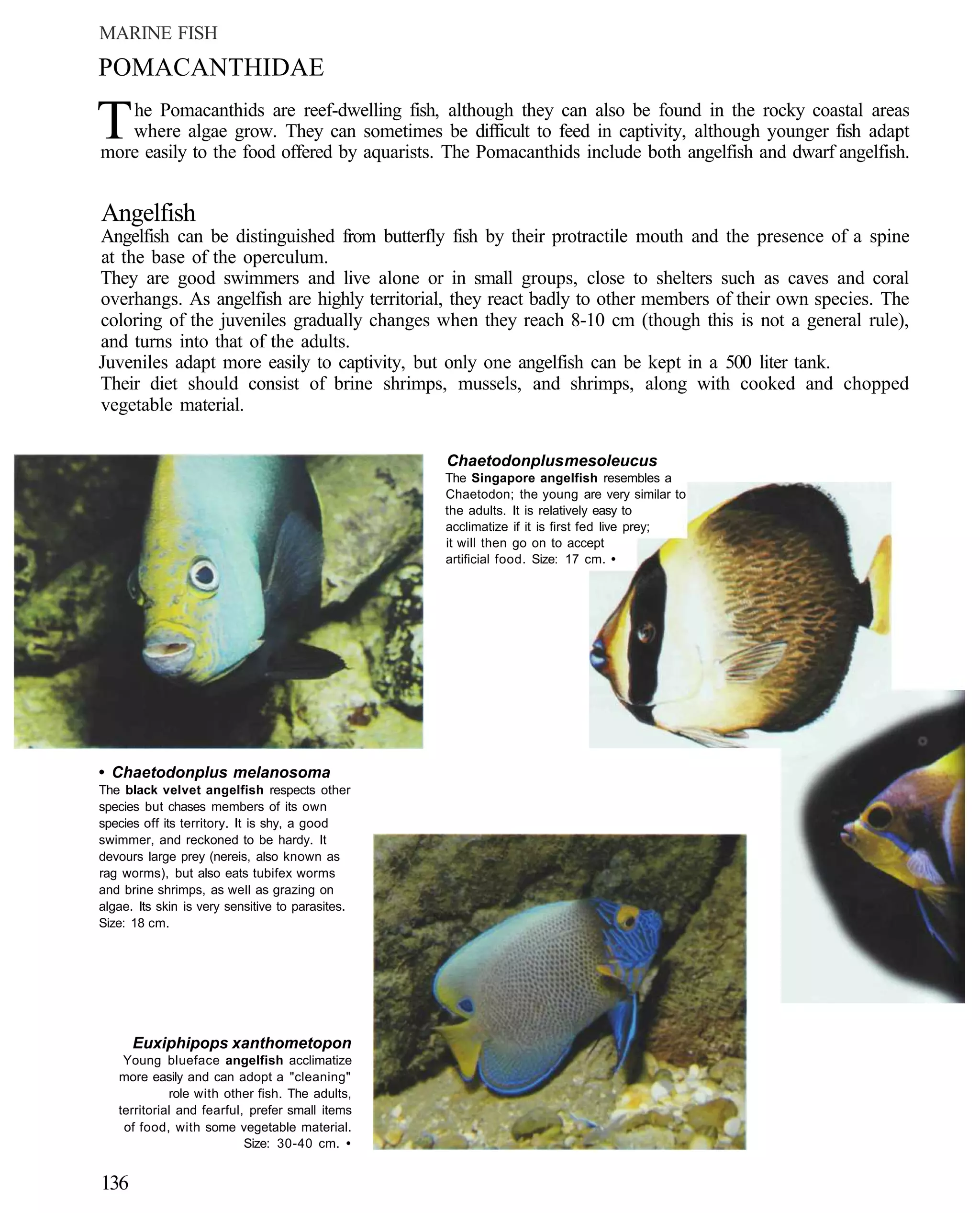 MARINE FISH
POMACANTHIDAE

T  he Pomacanthids are reef-dwelling fish, although they can also be found in the rocky coastal areas
   where algae grow. They can sometimes be difficult to feed in captivity, although younger fish adapt
more easily to the food offered by aquarists. The Pomacanthids include both angelfish and dwarf angelfish.


Angelfish
Angelfish can be distinguished from butterfly fish by their protractile mouth and the presence of a spine
at the base of the operculum.
They are good swimmers and live alone or in small groups, close to shelters such as caves and coral
overhangs. As angelfish are highly territorial, they react badly to other members of their own species. The
coloring of the juveniles gradually changes when they reach 8-10 cm (though this is not a general rule),
and turns into that of the adults.
Juveniles adapt more easily to captivity, but only one angelfish can be kept in a 500 liter tank.
Their diet should consist of brine shrimps, mussels, and shrimps, along with cooked and chopped
vegetable material.

                                                  Chaetodonplus mesoleucus
                                                  The Singapore angelfish resembles a
                                                  Chaetodon; the young are very similar to
                                                  the adults. It is relatively easy to
                                                  acclimatize if it is first fed live prey;
                                                  it will then go on to accept
                                                  artificial food. Size: 17 cm. •




• Chaetodonplus melanosoma
The black velvet angelfish respects other
species but chases members of its own
species off its territory. It is shy, a good
swimmer, and reckoned to be hardy. It
devours large prey (nereis, also known as
rag worms), but also eats tubifex worms
and brine shrimps, as well as grazing on
algae. Its skin is very sensitive to parasites.
Size: 18 cm.




      Euxiphipops xanthometopon
    Young blueface angelfish acclimatize
   more easily and can adopt a "cleaning"
             role with other fish. The adults,
   territorial and fearful, prefer small items
    of food, with some vegetable material.
                           Size: 30-40 cm. •


136
 