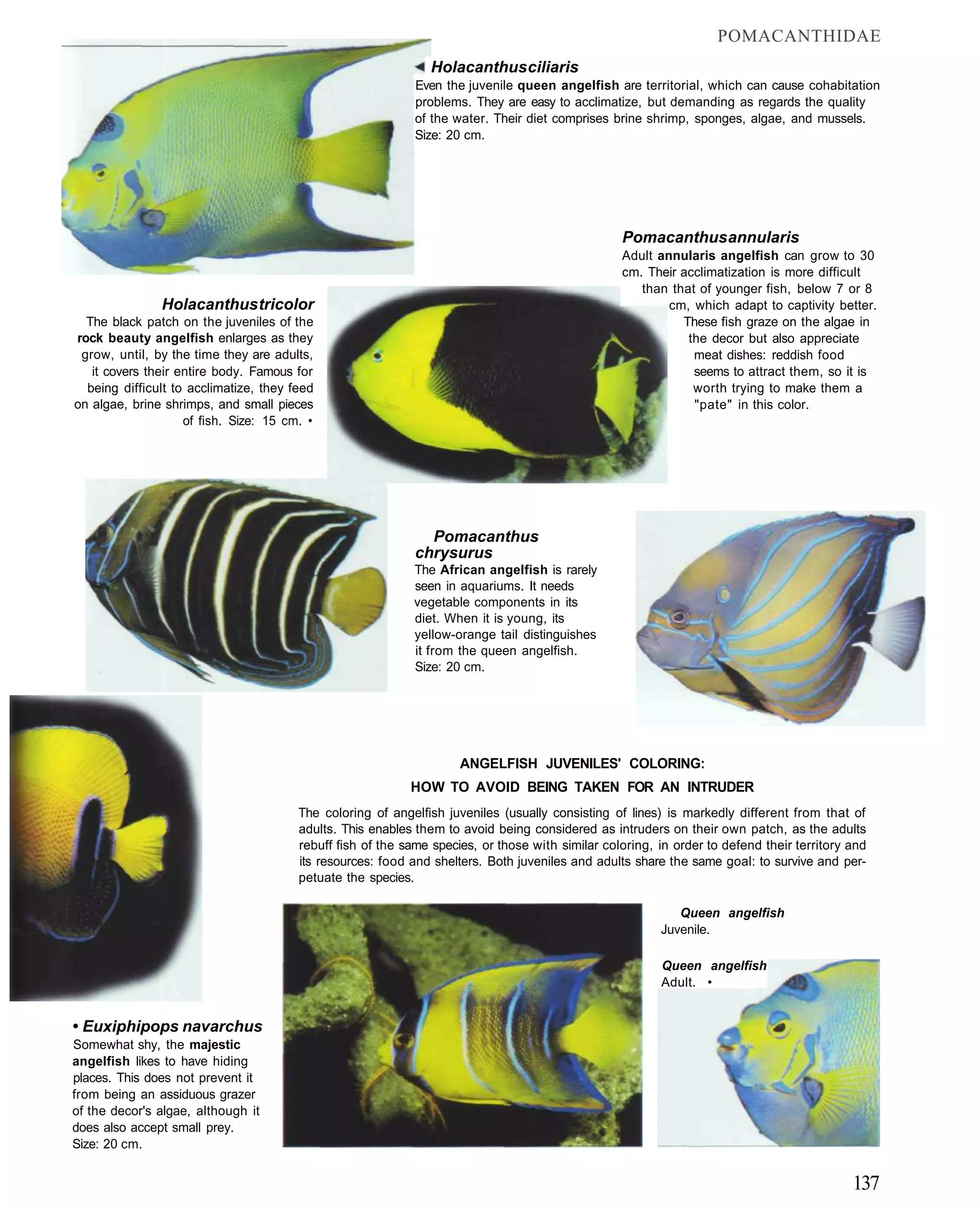 POMACANTHIDAE
                                                                Holacanthus ciliaris
                                                             Even the juvenile queen angelfish are territorial, which can cause cohabitation
                                                             problems. They are easy to acclimatize, but demanding as regards the quality
                                                             of the water. Their diet comprises brine shrimp, sponges, algae, and mussels.
                                                             Size: 20 cm.




                                                                                                  Pomacanthus annularis
                                                                                                  Adult annularis angelfish can grow to 30
                                                                                                  cm. Their acclimatization is more difficult
                                                                                                     than that of younger fish, below 7 or 8
               Holacanthus tricolor                                                                       cm, which adapt to captivity better.
  The black patch on the juveniles of the                                                                   These fish graze on the algae in
rock beauty angelfish enlarges as they                                                                       the decor but also appreciate
 grow, until, by the time they are adults,                                                                    meat dishes: reddish food
   it covers their entire body. Famous for                                                                    seems to attract them, so it is
  being difficult to acclimatize, they feed                                                                   worth trying to make them a
on algae, brine shrimps, and small pieces                                                                     "pate" in this color.
                    of fish. Size: 15 cm. •




                                                               Pomacanthus
                                                             chrysurus
                                                             The African angelfish is rarely
                                                             seen in aquariums. It needs
                                                             vegetable components in its
                                                             diet. When it is young, its
                                                             yellow-orange tail distinguishes
                                                             it from the queen angelfish.
                                                             Size: 20 cm.




                                                                     ANGELFISH JUVENILES' COLORING:
                                                            HOW TO AVOID BEING TAKEN FOR AN INTRUDER
                                        The coloring of angelfish juveniles (usually consisting of lines) is markedly different from that of
                                        adults. This enables them to avoid being considered as intruders on their own patch, as the adults
                                        rebuff fish of the same species, or those with similar coloring, in order to defend their territory and
                                        its resources: food and shelters. Both juveniles and adults share the same goal: to survive and per-
                                        petuate the species.

                                                                                                            Queen angelfish
                                                                                                         Juvenile.

                                                                                                         Queen angelfish
                                                                                                         Adult. •


• Euxiphipops navarchus
Somewhat shy, the majestic
angelfish likes to have hiding
places. This does not prevent it
from being an assiduous grazer
of the decor's algae, although it
does also accept small prey.
Size: 20 cm.


                                                                                                                                            137
 