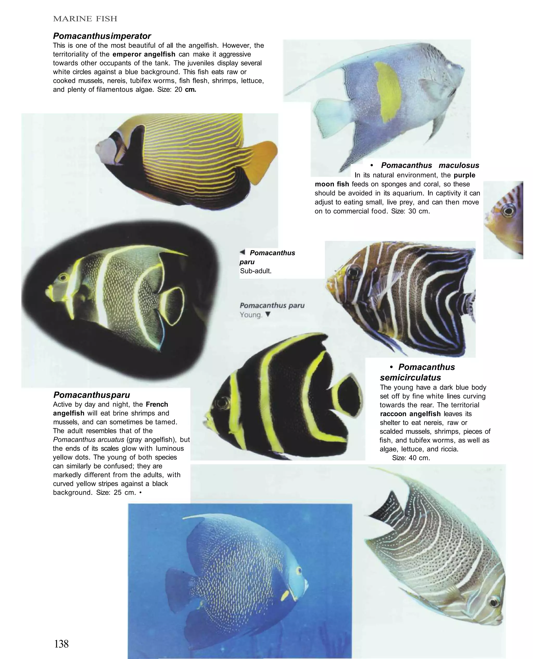 MARINE FISH

Pomacanthus imperator
This is one of the most beautiful of all the angelfish. However, the
territoriality of the emperor angelfish can make it aggressive
towards other occupants of the tank. The juveniles display several
white circles against a blue background. This fish eats raw or
cooked mussels, nereis, tubifex worms, fish flesh, shrimps, lettuce,
and plenty of filamentous algae. Size: 20 cm.




                                                                                               •   Pomacanthus maculosus
                                                                                           In its natural environment, the purple
                                                                             moon fish feeds on sponges and coral, so these
                                                                             should be avoided in its aquarium. In captivity it can
                                                                             adjust to eating small, live prey, and can then move
                                                                             on to commercial food. Size: 30 cm.




                                                               Pomacanthus
                                                            paru
                                                            Sub-adult.




                                                                                                     • Pomacanthus
                                                                                                   semicirculatus
                                                                                                   The young have a dark blue body
Pomacanthus paru                                                                                   set off by fine white lines curving
Active by day and night, the French                                                                towards the rear. The territorial
angelfish will eat brine shrimps and                                                               raccoon angelfish leaves its
mussels, and can sometimes be tamed.                                                               shelter to eat nereis, raw or
The adult resembles that of the                                                                    scalded mussels, shrimps, pieces of
Pomacanthus arcuatus (gray angelfish), but                                                         fish, and tubifex worms, as well as
the ends of its scales glow with luminous                                                          algae, lettuce, and riccia.
yellow dots. The young of both species                                                                  Size: 40 cm.
can similarly be confused; they are
markedly different from the adults, with
curved yellow stripes against a black
background. Size: 25 cm. •




138
 