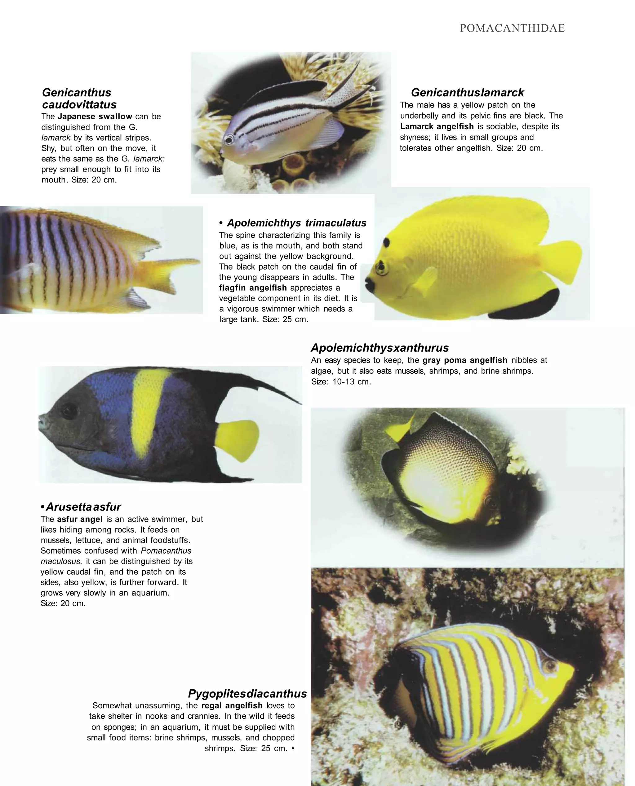 POMACANTHIDAE




Genicanthus                                                                                      Genicanthus lamarck
caudovittatus                                                                                 The male has a yellow patch on the
The Japanese swallow can be                                                                   underbelly and its pelvic fins are black. The
distinguished from the G.                                                                     Lamarck angelfish is sociable, despite its
lamarck by its vertical stripes.                                                              shyness; it lives in small groups and
Shy, but often on the move, it                                                                tolerates other angelfish. Size: 20 cm.
eats the same as the G. lamarck:
prey small enough to fit into its
mouth. Size: 20 cm.




                                                • Apolemichthys trimaculatus
                                                The spine characterizing this family is
                                                blue, as is the mouth, and both stand
                                                out against the yellow background.
                                                The black patch on the caudal fin of
                                                the young disappears in adults. The
                                                flagfin angelfish appreciates a
                                                vegetable component in its diet. It is
                                                a vigorous swimmer which needs a
                                                large tank. Size: 25 cm.


                                                                        Apolemichthys xanthurus
                                                                        An easy species to keep, the gray poma angelfish nibbles at
                                                                        algae, but it also eats mussels, shrimps, and brine shrimps.
                                                                        Size: 10-13 cm.




• Arusetta asfur
The asfur angel is an active swimmer, but
likes hiding among rocks. It feeds on
mussels, lettuce, and animal foodstuffs.
Sometimes confused with Pomacanthus
maculosus, it can be distinguished by its
yellow caudal fin, and the patch on its
sides, also yellow, is further forward. It
grows very slowly in an aquarium.
Size: 20 cm.




                                       Pygoplites diacanthus
              Somewhat unassuming, the regal angelfish loves to
             take shelter in nooks and crannies. In the wild it feeds
              on sponges; in an aquarium, it must be supplied with
            small food items: brine shrimps, mussels, and chopped
                                           shrimps. Size: 25 cm. •
 