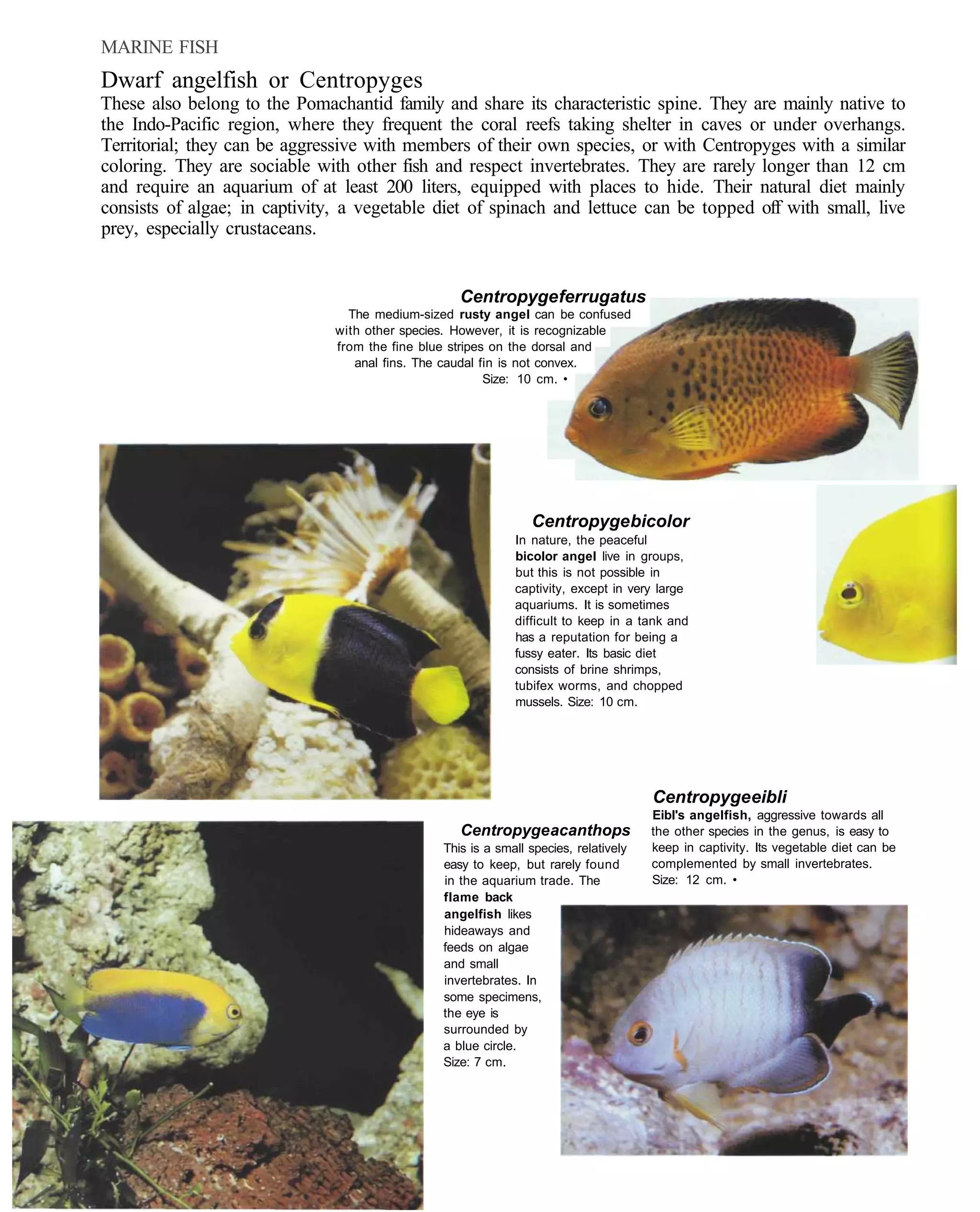 MARINE FISH
Dwarf angelfish or Centropyges
These also belong to the Pomachantid family and share its characteristic spine. They are mainly native to
the Indo-Pacific region, where they frequent the coral reefs taking shelter in caves or under overhangs.
Territorial; they can be aggressive with members of their own species, or with Centropyges with a similar
coloring. They are sociable with other fish and respect invertebrates. They are rarely longer than 12 cm
and require an aquarium of at least 200 liters, equipped with places to hide. Their natural diet mainly
consists of algae; in captivity, a vegetable diet of spinach and lettuce can be topped off with small, live
prey, especially crustaceans.


                                                   Centropyge ferrugatus
                                 The medium-sized rusty angel can be confused
                               with other species. However, it is recognizable
                               from the fine blue stripes on the dorsal and
                                  anal fins. The caudal fin is not convex.
                                                         Size: 10 cm. •




                                                                Centropyge bicolor
                                                             In nature, the peaceful
                                                             bicolor angel live in groups,
                                                             but this is not possible in
                                                             captivity, except in very large
                                                             aquariums. It is sometimes
                                                             difficult to keep in a tank and
                                                             has a reputation for being a
                                                             fussy eater. Its basic diet
                                                             consists of brine shrimps,
                                                             tubifex worms, and chopped
                                                             mussels. Size: 10 cm.




                                                                                      Centropyge eibli
                                                                                      Eibl's angelfish, aggressive towards all
                                                   Centropyge acanthops               the other species in the genus, is easy to
                                                This is a small species, relatively   keep in captivity. Its vegetable diet can be
                                                easy to keep, but rarely found        complemented by small invertebrates.
                                                in the aquarium trade. The            Size: 12 cm. •
                                                flame back
                                                angelfish likes
                                                hideaways and
                                                feeds on algae
                                                and small
                                                invertebrates. In
                                                some specimens,
                                                the eye is
                                                surrounded by
                                                a blue circle.
                                                Size: 7 cm.
 