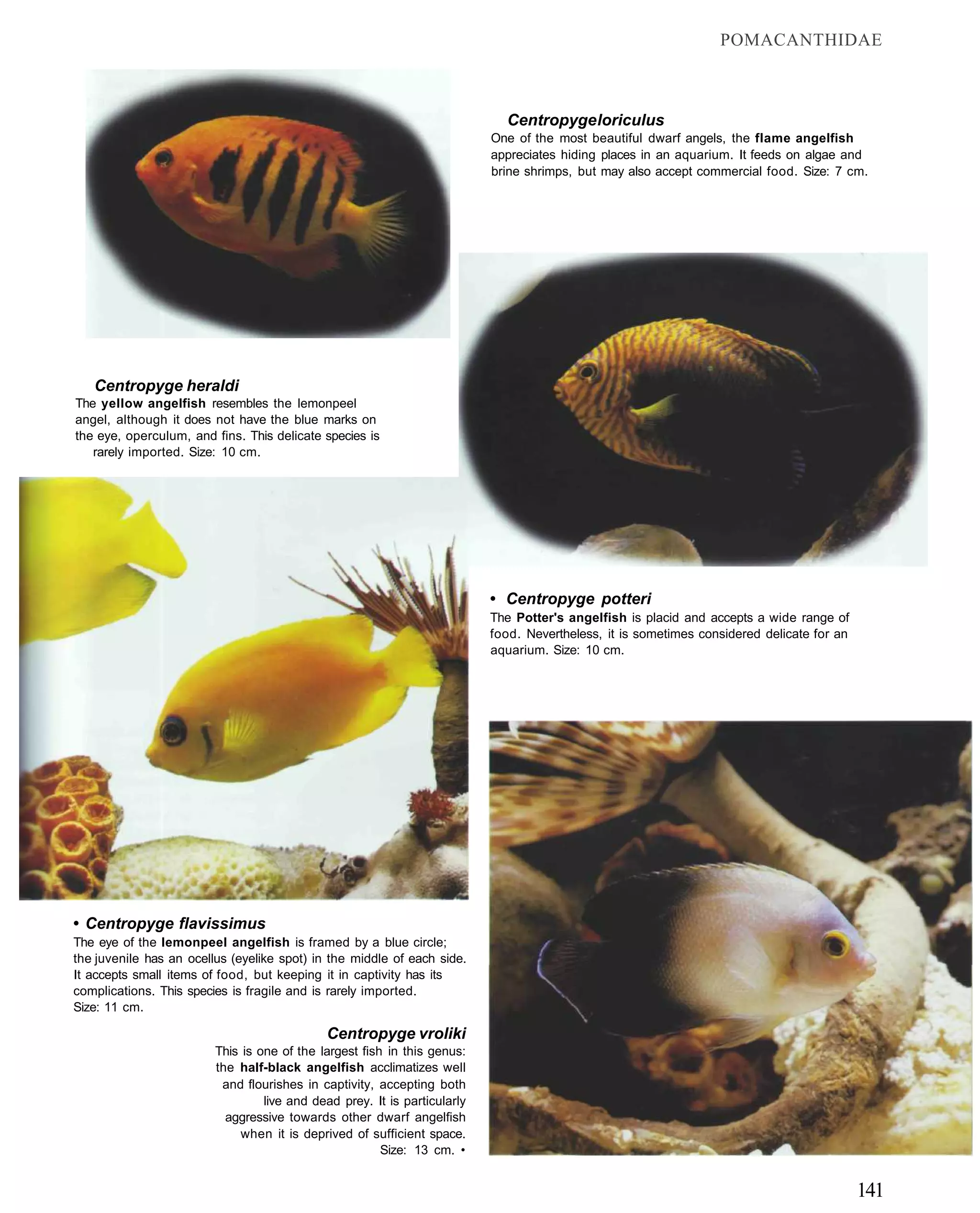 POMACANTHIDAE



                                                                             Centropyge loriculus
                                                                           One of the most beautiful dwarf angels, the flame angelfish
                                                                           appreciates hiding places in an aquarium. It feeds on algae and
                                                                           brine shrimps, but may also accept commercial food. Size: 7 cm.




   Centropyge heraldi
The yellow angelfish resembles the lemonpeel
angel, although it does not have the blue marks on
the eye, operculum, and fins. This delicate species is
   rarely imported. Size: 10 cm.




                                                                           • Centropyge potteri
                                                                           The Potter's angelfish is placid and accepts a wide range of
                                                                           food. Nevertheless, it is sometimes considered delicate for an
                                                                           aquarium. Size: 10 cm.




• Centropyge flavissimus
The eye of the lemonpeel angelfish is framed by a blue circle;
the juvenile has an ocellus (eyelike spot) in the middle of each side.
It accepts small items of food, but keeping it in captivity has its
complications. This species is fragile and is rarely imported.
Size: 11 cm.

                                             Centropyge vroliki
                         This is one of the largest fish in this genus:
                         the half-black angelfish acclimatizes well
                          and flourishes in captivity, accepting both
                                  live and dead prey. It is particularly
                           aggressive towards other dwarf angelfish
                              when it is deprived of sufficient space.
                                                        Size: 13 cm. •


                                                                                                                                            141
 