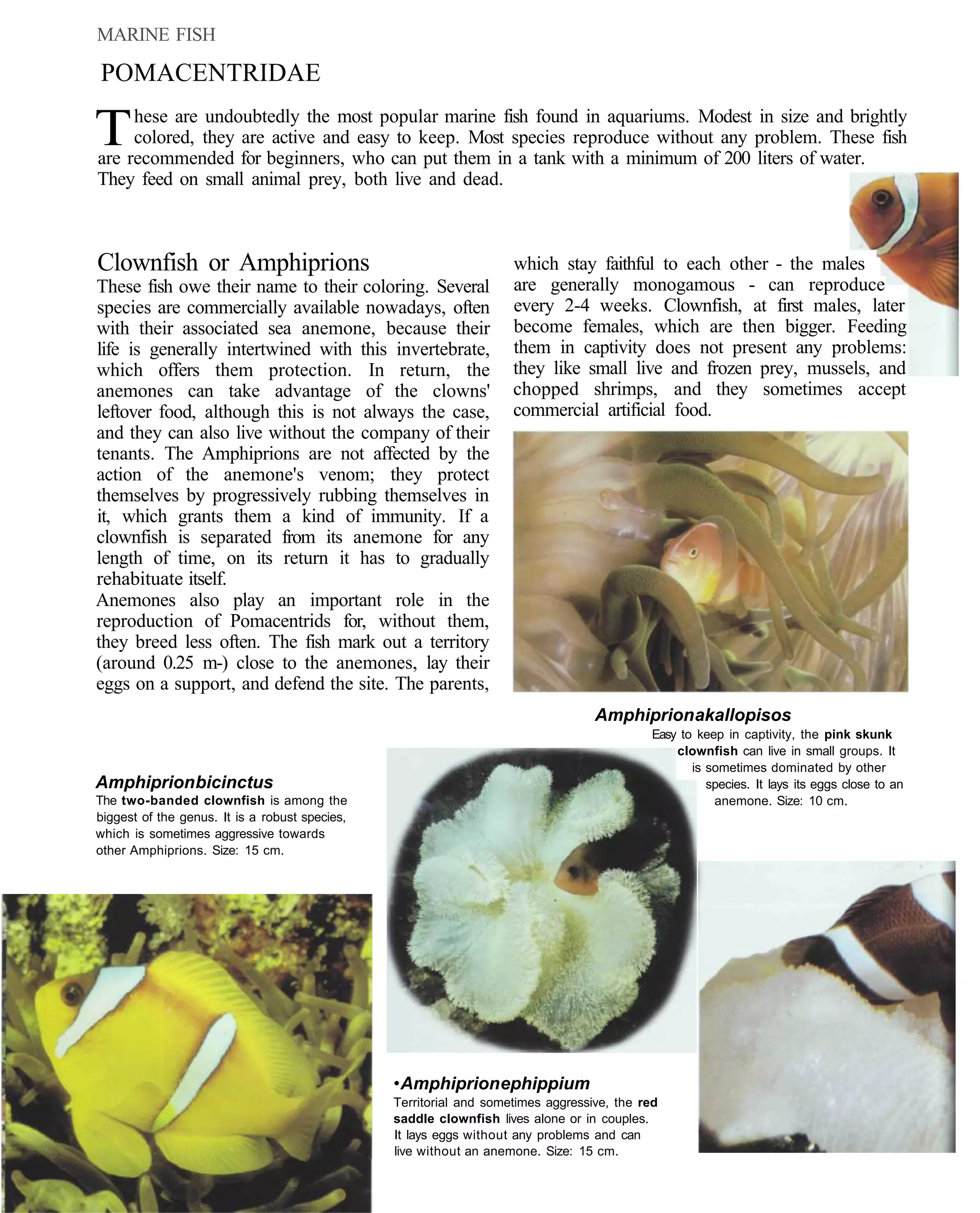 MARINE FISH

POMACENTRIDAE

T    hese are undoubtedly the most popular marine fish found in aquariums. Modest in size and brightly
     colored, they are active and easy to keep. Most species reproduce without any problem. These fish
are recommended for beginners, who can put them in a tank with a minimum of 200 liters of water.
They feed on small animal prey, both live and dead.



Clownfish or Amphiprions                                            which stay faithful to each other - the males
These fish owe their name to their coloring. Several                are generally monogamous - can reproduce
species are commercially available nowadays, often                  every 2-4 weeks. Clownfish, at first males, later
with their associated sea anemone, because their                    become females, which are then bigger. Feeding
life is generally intertwined with this invertebrate,               them in captivity does not present any problems:
which offers them protection. In return, the                        they like small live and frozen prey, mussels, and
anemones can take advantage of the clowns'                          chopped shrimps, and they sometimes accept
leftover food, although this is not always the case,                commercial artificial food.
and they can also live without the company of their
tenants. The Amphiprions are not affected by the
action of the anemone's venom; they protect
themselves by progressively rubbing themselves in
it, which grants them a kind of immunity. If a
clownfish is separated from its anemone for any
length of time, on its return it has to gradually
rehabituate itself.
Anemones also play an important role in the
reproduction of Pomacentrids for, without them,
they breed less often. The fish mark out a territory
(around 0.25 m-) close to the anemones, lay their
eggs on a support, and defend the site. The parents,
                                                                                  Amphiprion akallopisos
                                                                                            Easy to keep in captivity, the pink skunk
                                                                                                clownfish can live in small groups. It
                                                                                                   is sometimes dominated by other
Amphiprion bicinctus                                                                                  species. It lays its eggs close to an
The two-banded clownfish is among the                                                                  anemone. Size: 10 cm.
biggest of the genus. It is a robust species,
which is sometimes aggressive towards
other Amphiprions. Size: 15 cm.




                                                • Amphiprion ephippium
                                                Territorial and sometimes aggressive, the red
                                                saddle clownfish lives alone or in couples.
                                                It lays eggs without any problems and can
                                                live without an anemone. Size: 15 cm.
 