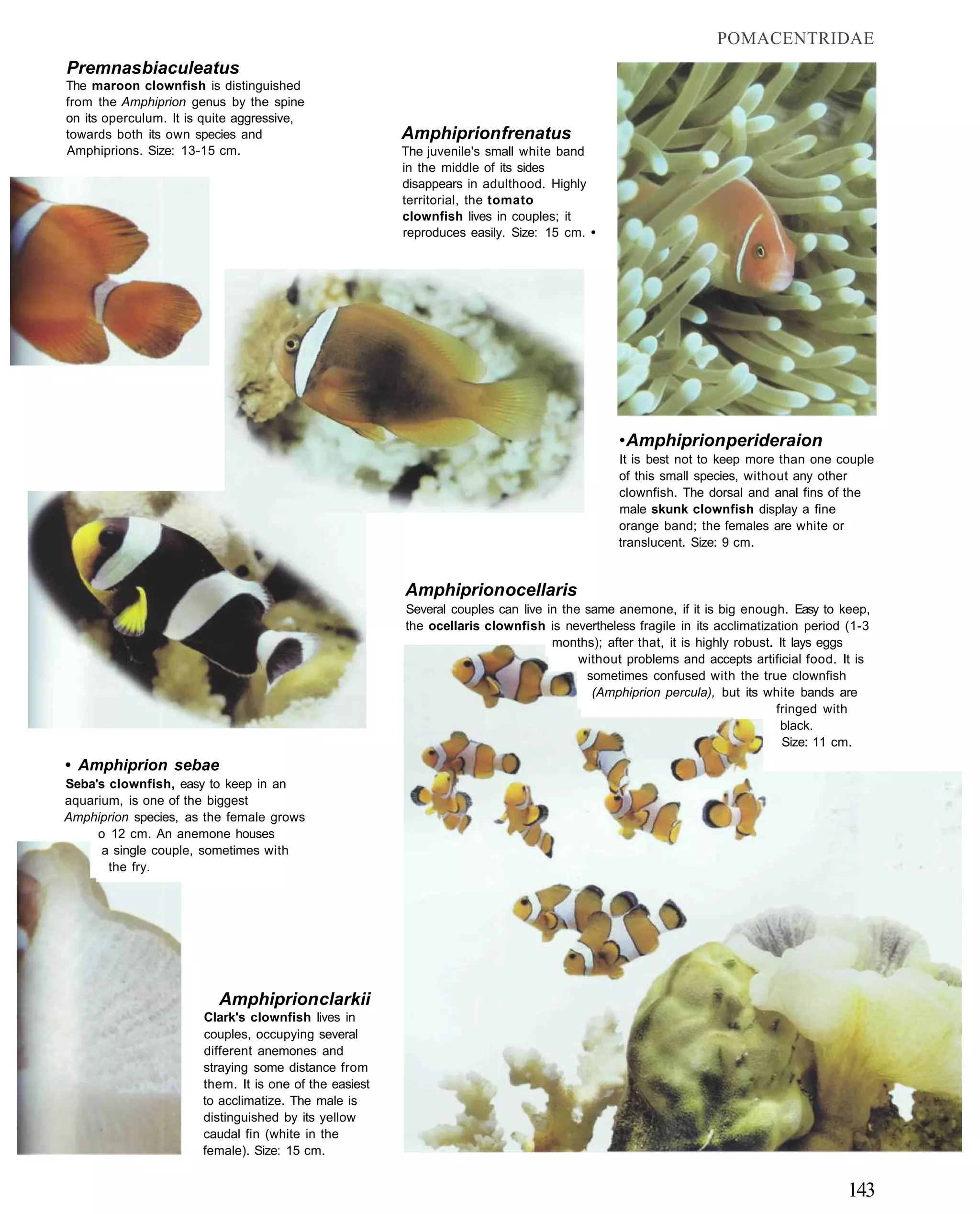 POMACENTRIDAE
Premnas biaculeatus
The maroon clownfish is distinguished
from the Amphiprion genus by the spine
on its operculum. It is quite aggressive,
towards both its own species and                        Amphiprion frenatus
Amphiprions. Size: 13-15 cm.                            The juvenile's small white band
                                                        in the middle of its sides
                                                        disappears in adulthood. Highly
                                                        territorial, the tomato
                                                        clownfish lives in couples; it
                                                        reproduces easily. Size: 15 cm. •




                                                                                             • Amphiprion perideraion
                                                                                             It is best not to keep more than one couple
                                                                                             of this small species, without any other
                                                                                             clownfish. The dorsal and anal fins of the
                                                                                             male skunk clownfish display a fine
                                                                                             orange band; the females are white or
                                                                                             translucent. Size: 9 cm.


                                                        Amphiprion ocellaris
                                                        Several couples can live in the same anemone, if it is big enough. Easy to keep,
                                                        the ocellaris clownfish is nevertheless fragile in its acclimatization period (1-3
                                                                                  months); after that, it is highly robust. It lays eggs
                                                                                       without problems and accepts artificial food. It is
                                                                                        sometimes confused with the true clownfish
                                                                                         (Amphiprion percula), but its white bands are
                                                                                                                            fringed with
                                                                                                                             black.
                                                                                                                             Size: 11 cm.
• Amphiprion sebae
Seba's clownfish, easy to keep in an
aquarium, is one of the biggest
Amphiprion species, as the female grows
     o 12 cm. An anemone houses
      a single couple, sometimes with
       the fry.




                          Amphiprion clarkii
                       Clark's clownfish lives in
                       couples, occupying several
                       different anemones and
                       straying some distance from
                       them. It is one of the easiest
                       to acclimatize. The male is
                       distinguished by its yellow
                       caudal fin (white in the
                       female). Size: 15 cm.


                                                                                                                                      143
 