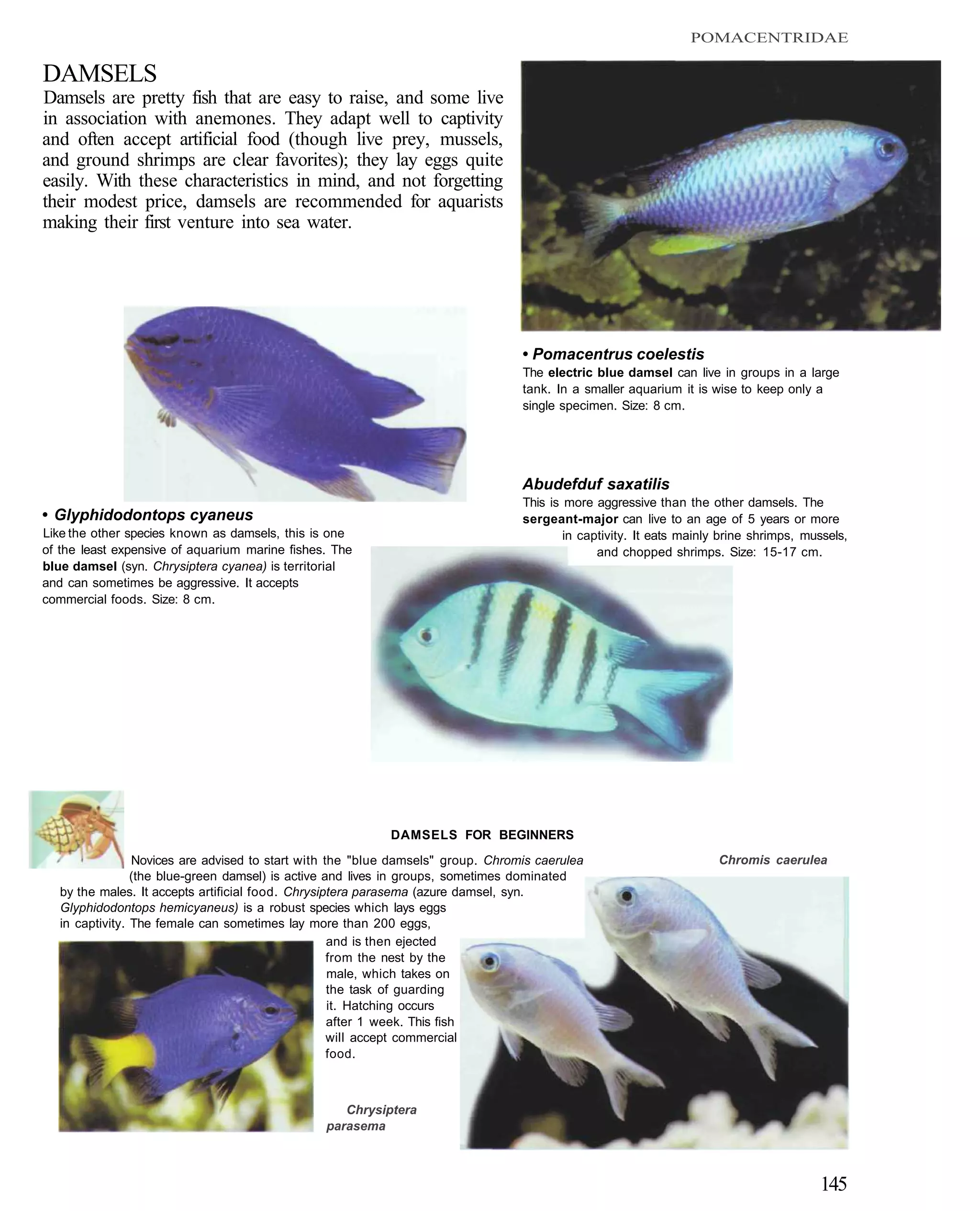 POMACENTRIDAE

DAMSELS
Damsels are pretty fish that are easy to raise, and some live
in association with anemones. They adapt well to captivity
and often accept artificial food (though live prey, mussels,
and ground shrimps are clear favorites); they lay eggs quite
easily. With these characteristics in mind, and not forgetting
their modest price, damsels are recommended for aquarists
making their first venture into sea water.




                                                                                  • Pomacentrus coelestis
                                                                                  The electric blue damsel can live in groups in a large
                                                                                  tank. In a smaller aquarium it is wise to keep only a
                                                                                  single specimen. Size: 8 cm.




                                                                                  Abudefduf saxatilis
                                                                                  This is more aggressive than the other damsels. The
• Glyphidodontops cyaneus                                                         sergeant-major can live to an age of 5 years or more
Like the other species known as damsels, this is one                                      in captivity. It eats mainly brine shrimps, mussels,
of the least expensive of aquarium marine fishes. The                                           and chopped shrimps. Size: 15-17 cm.
blue damsel (syn. Chrysiptera cyanea) is territorial
and can sometimes be aggressive. It accepts
commercial foods. Size: 8 cm.




                                                           DAMSELS FOR BEGINNERS
                 Novices are advised to start with the "blue damsels" group. Chromis caerulea                         Chromis caerulea
                 (the blue-green damsel) is active and lives in groups, sometimes dominated
   by the males. It accepts artificial food. Chrysiptera parasema (azure damsel, syn.
   Glyphidodontops hemicyaneus) is a robust species which lays eggs
   in captivity. The female can sometimes lay more than 200 eggs,
                                                    and is then ejected
                                                    from the nest by the
                                                    male, which takes on
                                                    the task of guarding
                                                    it. Hatching occurs
                                                    after 1 week. This fish
                                                    will accept commercial
                                                    food.



                                                   Chrysiptera
                                                parasema



                                                                                                                                        145
 