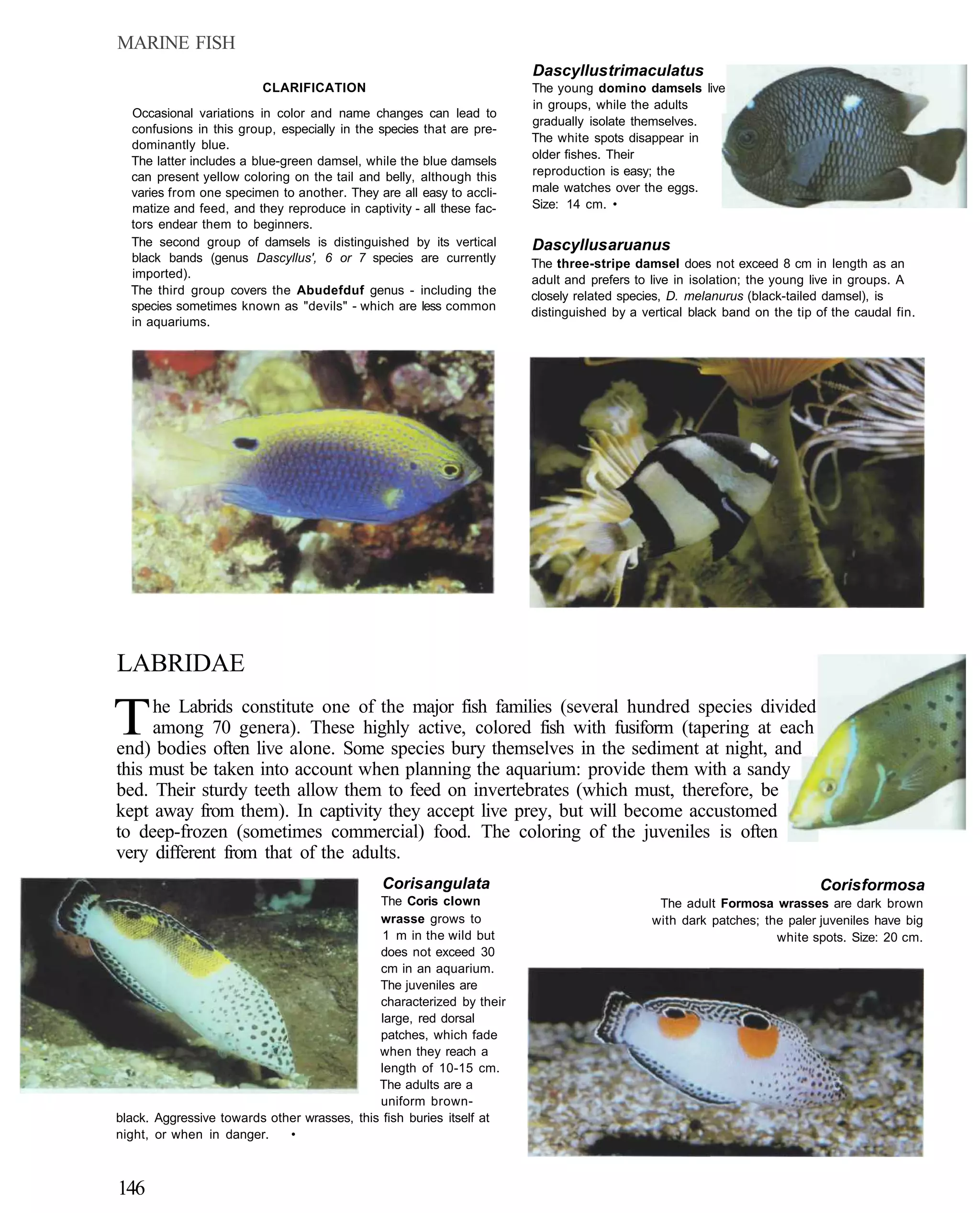 MARINE FISH
                                                                      Dascyllus trimaculatus
                         CLARIFICATION                                The young domino damsels live
                                                                      in groups, while the adults
  Occasional variations in color and name changes can lead to
                                                                      gradually isolate themselves.
  confusions in this group, especially in the species that are pre-
                                                                      The white spots disappear in
  dominantly blue.
                                                                      older fishes. Their
  The latter includes a blue-green damsel, while the blue damsels
  can present yellow coloring on the tail and belly, although this    reproduction is easy; the
  varies from one specimen to another. They are all easy to accli-    male watches over the eggs.
  matize and feed, and they reproduce in captivity - all these fac-   Size: 14 cm. •
  tors endear them to beginners.
  The second group of damsels is distinguished by its vertical        Dascyllus aruanus
  black bands (genus Dascyllus', 6 or 7 species are currently         The three-stripe damsel does not exceed 8 cm in length as an
  imported).                                                          adult and prefers to live in isolation; the young live in groups. A
  The third group covers the Abudefduf genus - including the          closely related species, D. melanurus (black-tailed damsel), is
  species sometimes known as "devils" - which are less common         distinguished by a vertical black band on the tip of the caudal fin.
  in aquariums.




LABRIDAE

T    he Labrids constitute one of the major fish families (several hundred species divided
     among 70 genera). These highly active, colored fish with fusiform (tapering at each
end) bodies often live alone. Some species bury themselves in the sediment at night, and
this must be taken into account when planning the aquarium: provide them with a sandy
bed. Their sturdy teeth allow them to feed on invertebrates (which must, therefore, be
kept away from them). In captivity they accept live prey, but will become accustomed
to deep-frozen (sometimes commercial) food. The coloring of the juveniles is often
very different from that of the adults.
                                              Coris angulata                                                             Coris formosa
                                             The Coris clown                                The adult Formosa wrasses are dark brown
                                             wrasse grows to                               with dark patches; the paler juveniles have big
                                              1 m in the wild but                                               white spots. Size: 20 cm.
                                             does not exceed 30
                                             cm in an aquarium.
                                             The juveniles are
                                             characterized by their
                                             large, red dorsal
                                             patches, which fade
                                             when they reach a
                                             length of 10-15 cm.
                                             The adults are a
                                             uniform brown-
black. Aggressive towards other wrasses, this fish buries itself at
night, or when in danger.    •



146
 