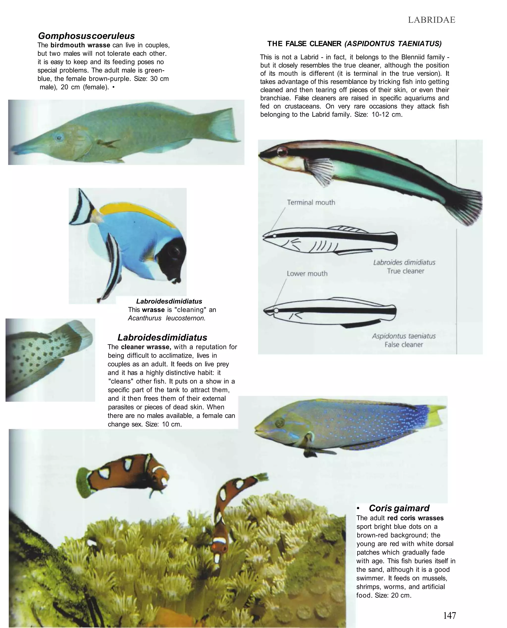 LABRIDAE
Gomphosus coeruleus
The birdmouth wrasse can live in couples,                             THE FALSE CLEANER (ASPIDONTUS TAENIATUS)
but two males will not tolerate each other.
                                                                    This is not a Labrid - in fact, it belongs to the Blenniid family -
it is easy to keep and its feeding poses no                         but it closely resembles the true cleaner, although the position
special problems. The adult male is green-                          of its mouth is different (it is terminal in the true version). It
blue, the female brown-purple. Size: 30 cm                          takes advantage of this resemblance by tricking fish into getting
 male), 20 cm (female). •                                           cleaned and then tearing off pieces of their skin, or even their
                                                                    branchiae. False cleaners are raised in specific aquariums and
                                                                    fed on crustaceans. On very rare occasions they attack fish
                                                                    belonging to the Labrid family. Size: 10-12 cm.




                               Labroidesdimidiatus
                             This wrasse is "cleaning" an
                             Acanthurus leucosternon.

                         Labroides dimidiatus
                      The cleaner wrasse, with a reputation for
                      being difficult to acclimatize, lives in
                      couples as an adult. It feeds on live prey
                      and it has a highly distinctive habit: it
                      "cleans" other fish. It puts on a show in a
                      specific part of the tank to attract them,
                      and it then frees them of their external
                      parasites or pieces of dead skin. When
                      there are no males available, a female can
                      change sex. Size: 10 cm.




                                                                                                      • Coris gaimard
                                                                                                      The adult red coris wrasses
                                                                                                      sport bright blue dots on a
                                                                                                      brown-red background; the
                                                                                                      young are red with white dorsal
                                                                                                      patches which gradually fade
                                                                                                      with age. This fish buries itself in
                                                                                                      the sand, although it is a good
                                                                                                      swimmer. It feeds on mussels,
                                                                                                      shrimps, worms, and artificial
                                                                                                      food. Size: 20 cm.


                                                                                                                                     147
 