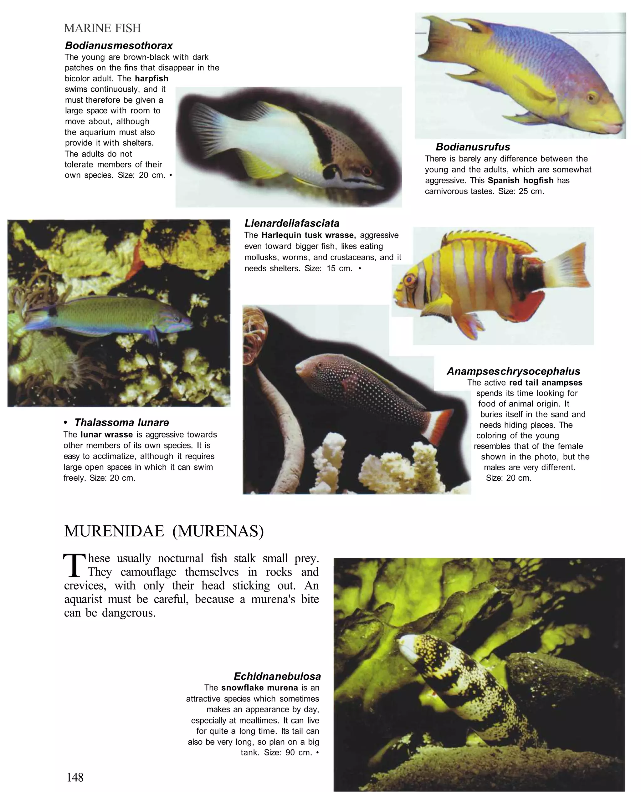 MARINE FISH
Bodianus mesothorax
The young are brown-black with dark
patches on the fins that disappear in the
bicolor adult. The harpfish
swims continuously, and it
must therefore be given a
large space with room to
move about, although
the aquarium must also
provide it with shelters.
                                                                                             Bodianus rufus
The adults do not
                                                                                           There is barely any difference between the
tolerate members of their
                                                                                           young and the adults, which are somewhat
own species. Size: 20 cm. •
                                                                                           aggressive. This Spanish hogfish has
                                                                                           carnivorous tastes. Size: 25 cm.


                                                Lienardella fasciata
                                                The Harlequin tusk wrasse, aggressive
                                                even toward bigger fish, likes eating
                                                mollusks, worms, and crustaceans, and it
                                                needs shelters. Size: 15 cm. •




                                                                                                Anampses chrysocephalus
                                                                                                     The active red tail anampses
                                                                                                       spends its time looking for
                                                                                                        food of animal origin. It
                                                                                                         buries itself in the sand and
• Thalassoma lunare                                                                                     needs hiding places. The
The lunar wrasse is aggressive towards                                                                 coloring of the young
other members of its own species. It is                                                               resembles that of the female
easy to acclimatize, although it requires                                                                shown in the photo, but the
large open spaces in which it can swim                                                                    males are very different.
freely. Size: 20 cm.                                                                                      Size: 20 cm.




MURENIDAE (MURENAS)

T    hese usually nocturnal fish stalk small prey.
     They camouflage themselves in rocks and
crevices, with only their head sticking out. An
aquarist must be careful, because a murena's bite
can be dangerous.




                                             Echidna nebulosa
                                     The snowflake murena is an
                                attractive species which sometimes
                                      makes an appearance by day,
                                 especially at mealtimes. It can live
                                   for quite a long time. Its tail can
                                also be very long, so plan on a big
                                                tank. Size: 90 cm. •


148
 