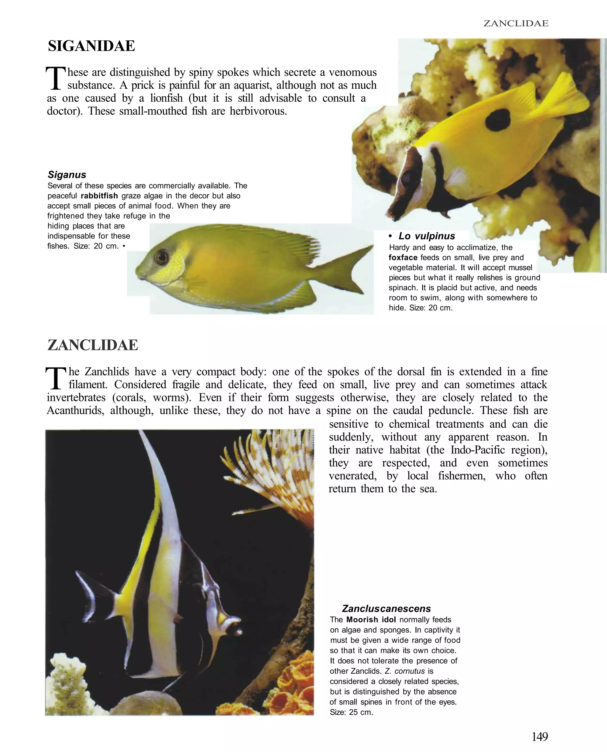 ZANCLIDAE

SIGANIDAE

T   hese are distinguished by spiny spokes which secrete a venomous
    substance. A prick is painful for an aquarist, although not as much
as one caused by a lionfish (but it is still advisable to consult a
doctor). These small-mouthed fish are herbivorous.




Siganus
Several of these species are commercially available. The
peaceful rabbitfish graze algae in the decor but also
accept small pieces of animal food. When they are
frightened they take refuge in the
hiding places that are
indispensable for these                                                     • Lo vulpinus
fishes. Size: 20 cm. •                                                      Hardy and easy to acclimatize, the
                                                                            foxface feeds on small, live prey and
                                                                            vegetable material. It will accept mussel
                                                                            pieces but what it really relishes is ground
                                                                            spinach. It is placid but active, and needs
                                                                            room to swim, along with somewhere to
                                                                            hide. Size: 20 cm.



ZANCLIDAE

T    he Zanchlids have a very compact body: one of the spokes of the dorsal fin is extended in a fine
     filament. Considered fragile and delicate, they feed on small, live prey and can sometimes attack
invertebrates (corals, worms). Even if their form suggests otherwise, they are closely related to the
Acanthurids, although, unlike these, they do not have a spine on the caudal peduncle. These fish are
                                                           sensitive to chemical treatments and can die
                                                           suddenly, without any apparent reason. In
                                                           their native habitat (the Indo-Pacific region),
                                                           they are respected, and even sometimes
                                                           venerated, by local fishermen, who often
                                                           return them to the sea.




                                                               Zanclus canescens
                                                            The Moorish idol normally feeds
                                                            on algae and sponges. In captivity it
                                                            must be given a wide range of food
                                                            so that it can make its own choice.
                                                            It does not tolerate the presence of
                                                            other Zanclids. Z. cornutus is
                                                            considered a closely related species,
                                                            but is distinguished by the absence
                                                            of small spines in front of the eyes.
                                                            Size: 25 cm.


                                                                                                                     149
 