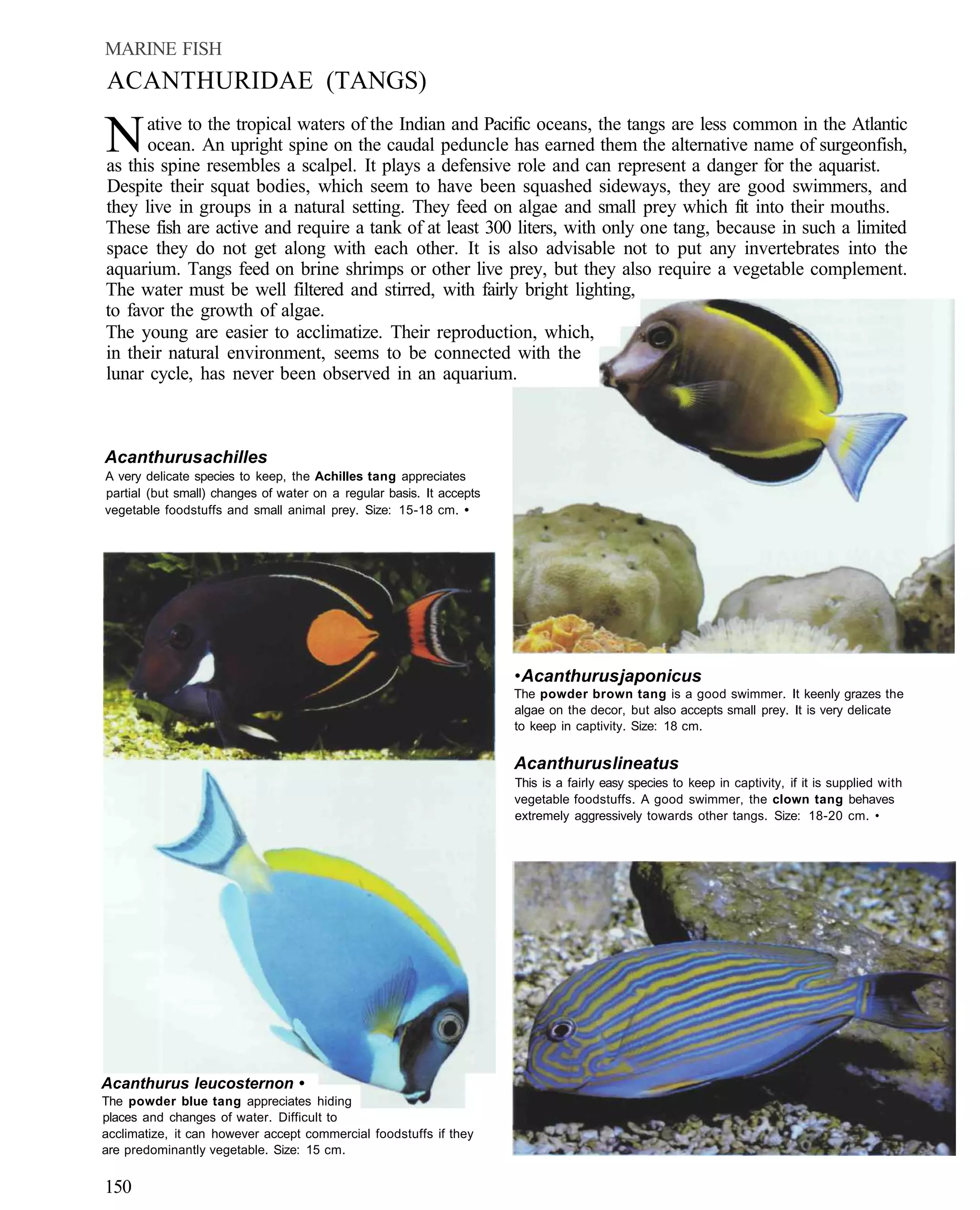 MARINE FISH
ACANTHURIDAE (TANGS)

N     ative to the tropical waters of the Indian and Pacific oceans, the tangs are less common in the Atlantic
      ocean. An upright spine on the caudal peduncle has earned them the alternative name of surgeonfish,
as this spine resembles a scalpel. It plays a defensive role and can represent a danger for the aquarist.
Despite their squat bodies, which seem to have been squashed sideways, they are good swimmers, and
they live in groups in a natural setting. They feed on algae and small prey which fit into their mouths.
These fish are active and require a tank of at least 300 liters, with only one tang, because in such a limited
space they do not get along with each other. It is also advisable not to put any invertebrates into the
aquarium. Tangs feed on brine shrimps or other live prey, but they also require a vegetable complement.
The water must be well filtered and stirred, with fairly bright lighting,
to favor the growth of algae.
The young are easier to acclimatize. Their reproduction, which,
in their natural environment, seems to be connected with the
lunar cycle, has never been observed in an aquarium.



Acanthurus achilles
A very delicate species to keep, the Achilles tang appreciates
partial (but small) changes of water on a regular basis. It accepts
vegetable foodstuffs and small animal prey. Size: 15-18 cm. •




                                                                      • Acanthurus japonicus
                                                                      The powder brown tang is a good swimmer. It keenly grazes the
                                                                      algae on the decor, but also accepts small prey. It is very delicate
                                                                      to keep in captivity. Size: 18 cm.


                                                                      Acanthurus lineatus
                                                                      This is a fairly easy species to keep in captivity, if it is supplied with
                                                                      vegetable foodstuffs. A good swimmer, the clown tang behaves
                                                                      extremely aggressively towards other tangs. Size: 18-20 cm. •




Acanthurus leucosternon •
The powder blue tang appreciates hiding
places and changes of water. Difficult to
acclimatize, it can however accept commercial foodstuffs if they
are predominantly vegetable. Size: 15 cm.


150
 