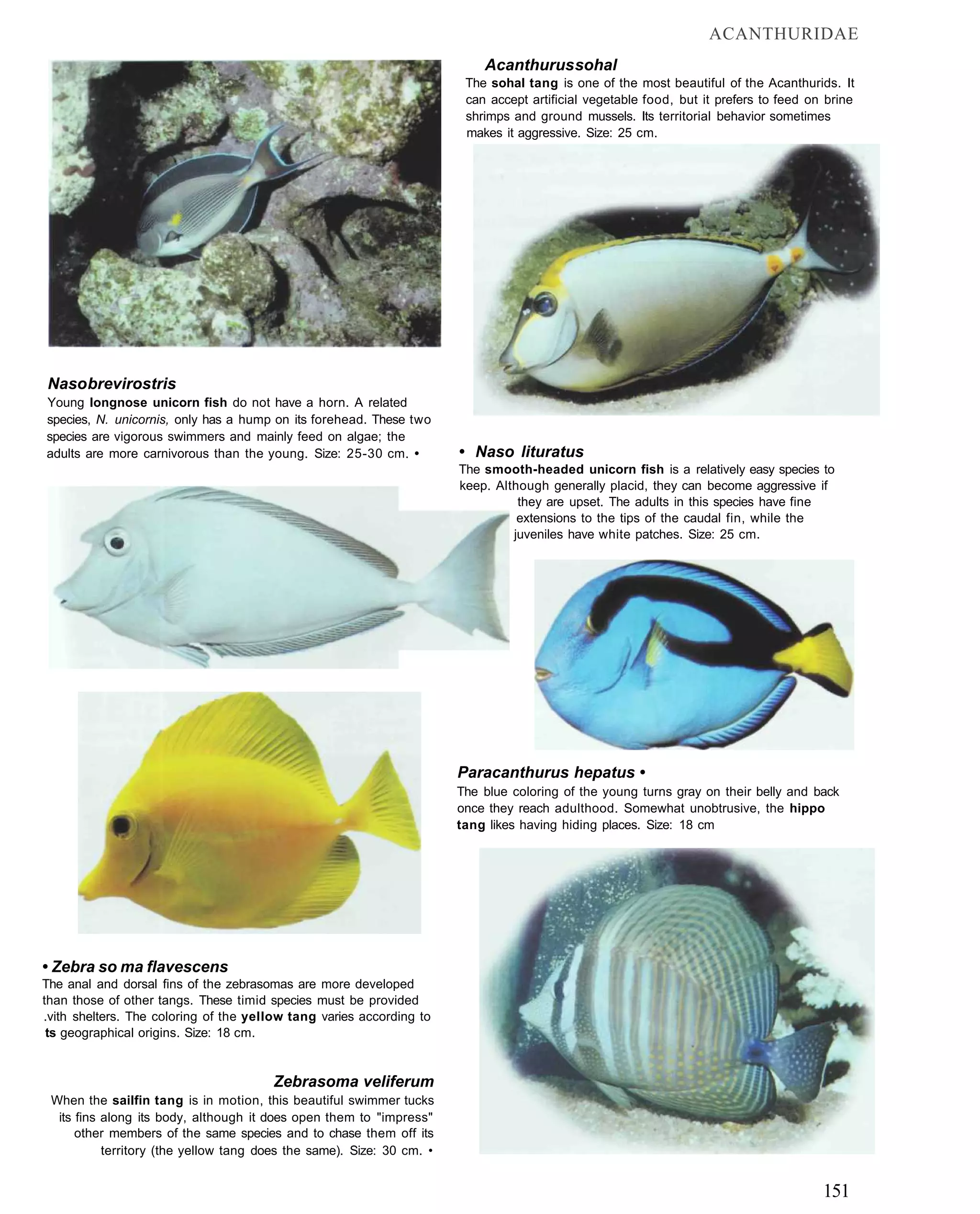 ACANTHURIDAE
                                                                           Acanthurus sohal
                                                                        The sohal tang is one of the most beautiful of the Acanthurids. It
                                                                        can accept artificial vegetable food, but it prefers to feed on brine
                                                                        shrimps and ground mussels. Its territorial behavior sometimes
                                                                        makes it aggressive. Size: 25 cm.




Naso brevirostris
Young longnose unicorn fish do not have a horn. A related
species, N. unicornis, only has a hump on its forehead. These two
species are vigorous swimmers and mainly feed on algae; the
adults are more carnivorous than the young. Size: 25-30 cm. •          • Naso lituratus
                                                                       The smooth-headed unicorn fish is a relatively easy species to
                                                                       keep. Although generally placid, they can become aggressive if
                                                                                 they are upset. The adults in this species have fine
                                                                                 extensions to the tips of the caudal fin, while the
                                                                                juveniles have white patches. Size: 25 cm.




                                                                       Paracanthurus hepatus •
                                                                       The blue coloring of the young turns gray on their belly and back
                                                                       once they reach adulthood. Somewhat unobtrusive, the hippo
                                                                       tang likes having hiding places. Size: 18 cm




• Zebra so ma flavescens
The anal and dorsal fins of the zebrasomas are more developed
than those of other tangs. These timid species must be provided
.vith shelters. The coloring of the yellow tang varies according to
 ts geographical origins. Size: 18 cm.


                                       Zebrasoma veliferum
 When the sailfin tang is in motion, this beautiful swimmer tucks
  its fins along its body, although it does open them to "impress"
      other members of the same species and to chase them off its
           territory (the yellow tang does the same). Size: 30 cm. •


                                                                                                                                       151
 