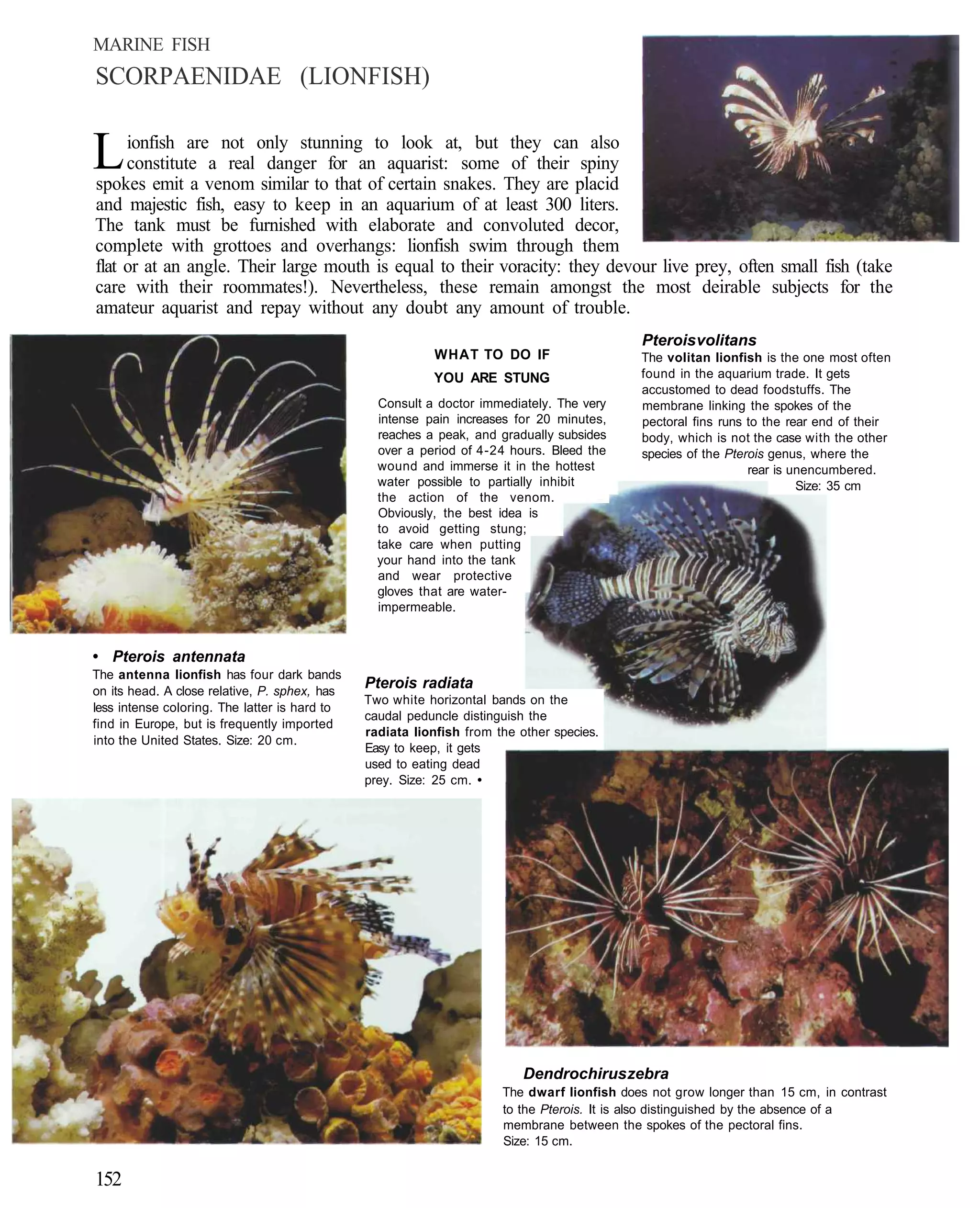 MARINE FISH
SCORPAENIDAE (LIONFISH)


L    ionfish are not only stunning to look at, but they can also
     constitute a real danger for an aquarist: some of their spiny
spokes emit a venom similar to that of certain snakes. They are placid
and majestic fish, easy to keep in an aquarium of at least 300 liters.
The tank must be furnished with elaborate and convoluted decor,
complete with grottoes and overhangs: lionfish swim through them
flat or at an angle. Their large mouth is equal to their voracity: they devour live prey, often small fish (take
care with their roommates!). Nevertheless, these remain amongst the most deirable subjects for the
amateur aquarist and repay without any doubt any amount of trouble.
                                                                                            Pterois volitans
                                                          WHAT TO DO IF                     The volitan lionfish is the one most often
                                                          YOU ARE STUNG                     found in the aquarium trade. It gets
                                                                                            accustomed to dead foodstuffs. The
                                                 Consult a doctor immediately. The very     membrane linking the spokes of the
                                                 intense pain increases for 20 minutes,     pectoral fins runs to the rear end of their
                                                 reaches a peak, and gradually subsides     body, which is not the case with the other
                                                 over a period of 4-24 hours. Bleed the     species of the Pterois genus, where the
                                                 wound and immerse it in the hottest                           rear is unencumbered.
                                                 water possible to partially inhibit                                    Size: 35 cm
                                                 the action of the venom.
                                                 Obviously, the best idea is
                                                 to avoid getting stung;
                                                 take care when putting
                                                 your hand into the tank
                                                 and wear protective
                                                 gloves that are water-
                                                 impermeable.


• Pterois antennata
The antenna lionfish has four dark bands
on its head. A close relative, P. sphex, has
                                               Pterois radiata
                                               Two white horizontal bands on the
less intense coloring. The latter is hard to
                                               caudal peduncle distinguish the
find in Europe, but is frequently imported
                                               radiata lionfish from the other species.
into the United States. Size: 20 cm.
                                               Easy to keep, it gets
                                               used to eating dead
                                               prey. Size: 25 cm. •




                                                                          Dendrochirus zebra
                                                                      The dwarf lionfish does not grow longer than 15 cm, in contrast
                                                                      to the Pterois. It is also distinguished by the absence of a
                                                                      membrane between the spokes of the pectoral fins.
                                                                      Size: 15 cm.


152
 
