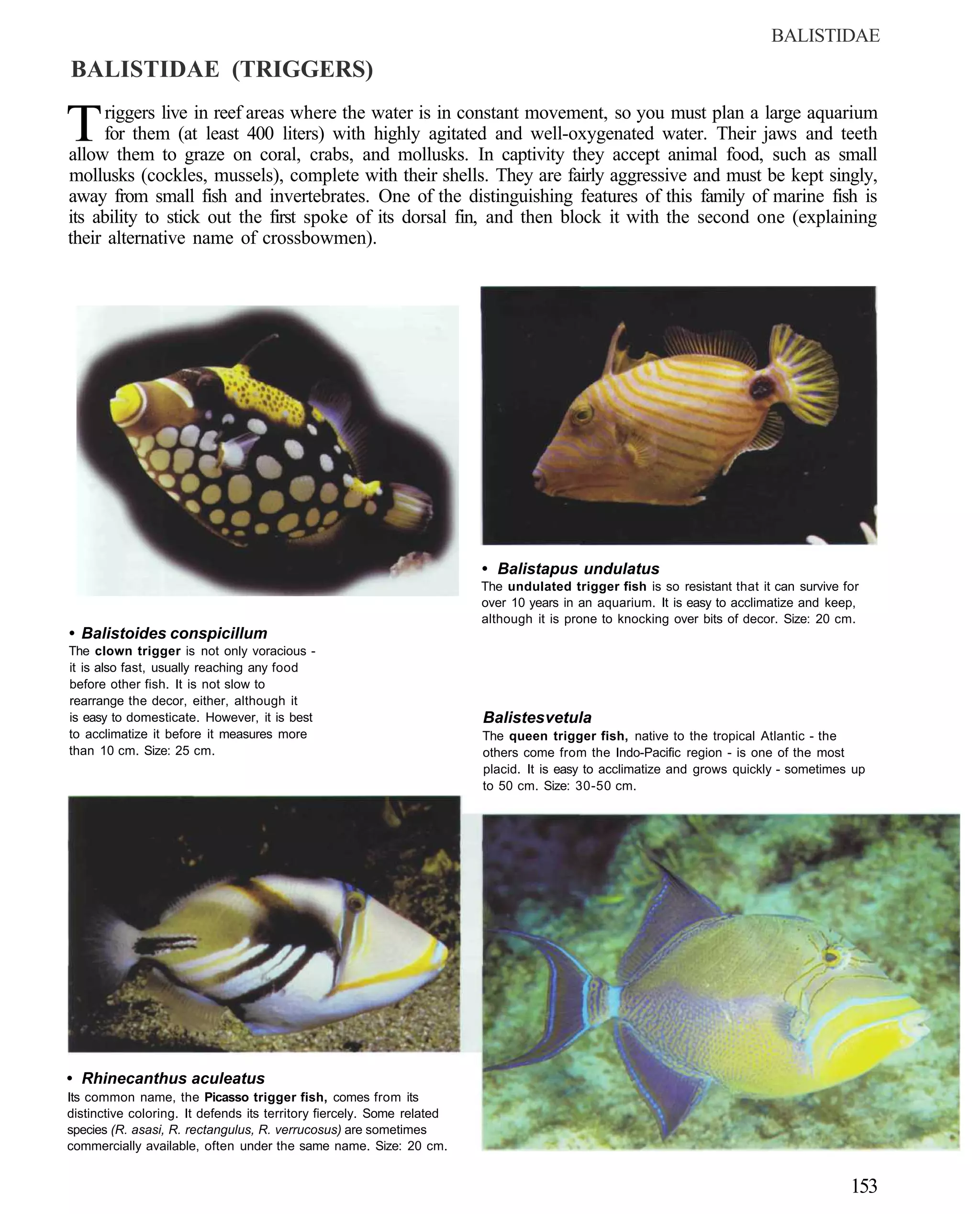 BALISTIDAE
BALISTIDAE (TRIGGERS)

T     riggers live in reef areas where the water is in constant movement, so you must plan a large aquarium
     for them (at least 400 liters) with highly agitated and well-oxygenated water. Their jaws and teeth
allow them to graze on coral, crabs, and mollusks. In captivity they accept animal food, such as small
mollusks (cockles, mussels), complete with their shells. They are fairly aggressive and must be kept singly,
away from small fish and invertebrates. One of the distinguishing features of this family of marine fish is
its ability to stick out the first spoke of its dorsal fin, and then block it with the second one (explaining
their alternative name of crossbowmen).




                                                                        • Balistapus undulatus
                                                                        The undulated trigger fish is so resistant that it can survive for
                                                                        over 10 years in an aquarium. It is easy to acclimatize and keep,
                                                                        although it is prone to knocking over bits of decor. Size: 20 cm.
• Balistoides conspicillum
The clown trigger is not only voracious -
it is also fast, usually reaching any food
before other fish. It is not slow to
rearrange the decor, either, although it
is easy to domesticate. However, it is best                             Balistes vetula
to acclimatize it before it measures more                               The queen trigger fish, native to the tropical Atlantic - the
than 10 cm. Size: 25 cm.                                                others come from the Indo-Pacific region - is one of the most
                                                                        placid. It is easy to acclimatize and grows quickly - sometimes up
                                                                        to 50 cm. Size: 30-50 cm.




• Rhinecanthus aculeatus
Its common name, the Picasso trigger fish, comes from its
distinctive coloring. It defends its territory fiercely. Some related
species (R. asasi, R. rectangulus, R. verrucosus) are sometimes
commercially available, often under the same name. Size: 20 cm.


                                                                                                                                        153
 