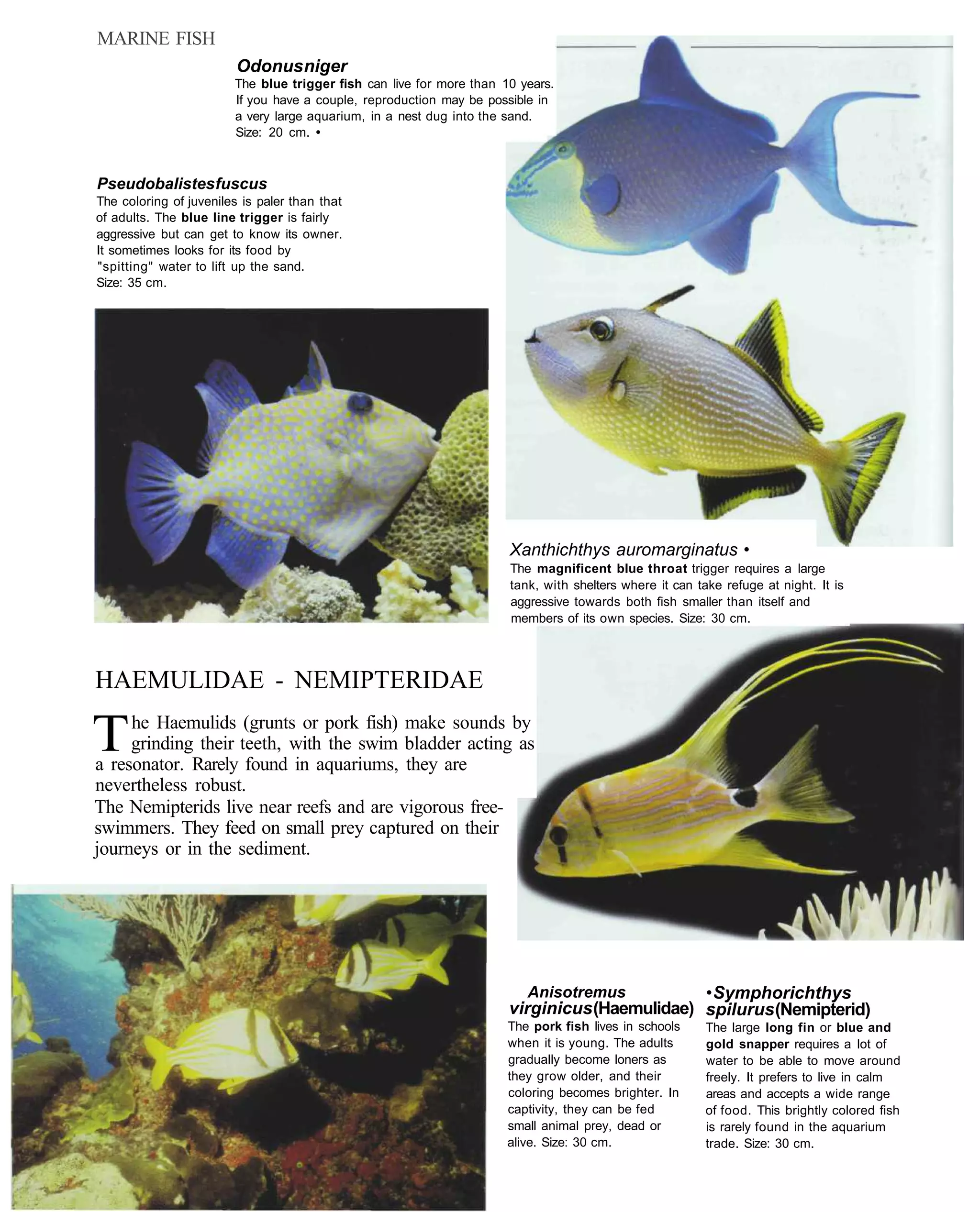 MARINE FISH
                         Odonus niger
                        The blue trigger fish can live for more than 10 years.
                        If you have a couple, reproduction may be possible in
                        a very large aquarium, in a nest dug into the sand.
                        Size: 20 cm. •



Pseudobalistes fuscus
The coloring of juveniles is paler than that
of adults. The blue line trigger is fairly
aggressive but can get to know its owner.
It sometimes looks for its food by
"spitting" water to lift up the sand.
Size: 35 cm.




                                                                      Xanthichthys auromarginatus •
                                                                      The magnificent blue throat trigger requires a large
                                                                      tank, with shelters where it can take refuge at night. It is
                                                                      aggressive towards both fish smaller than itself and
                                                                      members of its own species. Size: 30 cm.




HAEMULIDAE - NEMIPTERIDAE

T    he Haemulids (grunts or pork fish) make sounds by
     grinding their teeth, with the swim bladder acting as
a resonator. Rarely found in aquariums, they are
nevertheless robust.
The Nemipterids live near reefs and are vigorous free-
swimmers. They feed on small prey captured on their
journeys or in the sediment.




                                                                         Anisotremus          • Symphorichthys
                                                                      virginicus (Haemulidae) spilurus (Nemipterid)
                                                                      The pork fish lives in schools     The large long fin or blue and
                                                                      when it is young. The adults       gold snapper requires a lot of
                                                                      gradually become loners as         water to be able to move around
                                                                      they grow older, and their         freely. It prefers to live in calm
                                                                      coloring becomes brighter. In      areas and accepts a wide range
                                                                      captivity, they can be fed         of food. This brightly colored fish
                                                                      small animal prey, dead or         is rarely found in the aquarium
                                                                      alive. Size: 30 cm.                trade. Size: 30 cm.
 