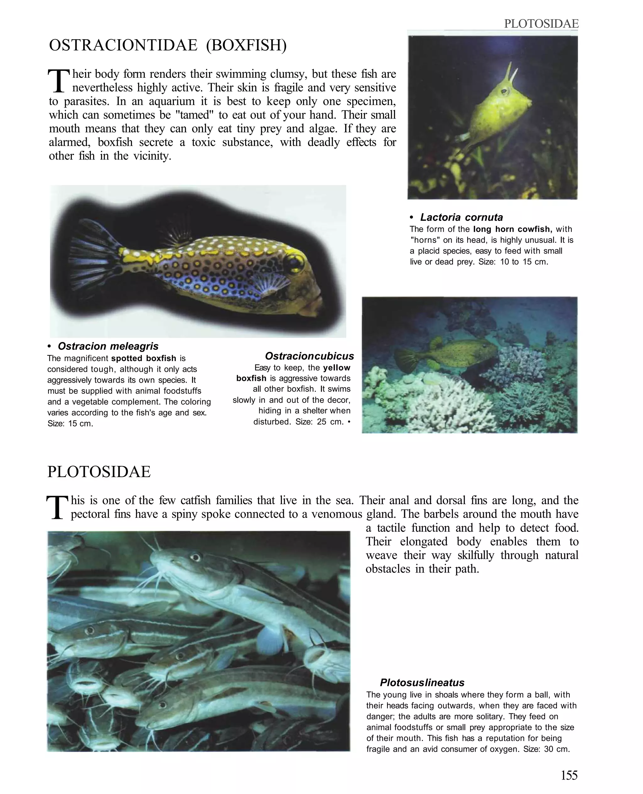 PLOTOSIDAE
OSTRACIONTIDAE (BOXFISH)

T    heir body form renders their swimming clumsy, but these fish are
     nevertheless highly active. Their skin is fragile and very sensitive
to parasites. In an aquarium it is best to keep only one specimen,
which can sometimes be "tamed" to eat out of your hand. Their small
mouth means that they can only eat tiny prey and algae. If they are
alarmed, boxfish secrete a toxic substance, with deadly effects for
other fish in the vicinity.



                                                                                            • Lactoria cornuta
                                                                                            The form of the long horn cowfish, with
                                                                                            "horns" on its head, is highly unusual. It is
                                                                                            a placid species, easy to feed with small
                                                                                            live or dead prey. Size: 10 to 15 cm.




• Ostracion meleagris
The magnificent spotted boxfish is                    Ostracion cubicus
considered tough, although it only acts             Easy to keep, the yellow
aggressively towards its own species. It       boxfish is aggressive towards
must be supplied with animal foodstuffs            all other boxfish. It swims
and a vegetable complement. The coloring      slowly in and out of the decor,
varies according to the fish's age and sex.          hiding in a shelter when
Size: 15 cm.                                        disturbed. Size: 25 cm. •




PLOTOSIDAE

T     his is one of the few catfish families that live in the sea. Their anal and dorsal fins are long, and the
      pectoral fins have a spiny spoke connected to a venomous gland. The barbels around the mouth have
                                                                    a tactile function and help to detect food.
                                                                    Their elongated body enables them to
                                                                    weave their way skilfully through natural
                                                                    obstacles in their path.




                                                                                    Plotosus lineatus
                                                                                 The young live in shoals where they form a ball, with
                                                                                 their heads facing outwards, when they are faced with
                                                                                 danger; the adults are more solitary. They feed on
                                                                                 animal foodstuffs or small prey appropriate to the size
                                                                                 of their mouth. This fish has a reputation for being
                                                                                 fragile and an avid consumer of oxygen. Size: 30 cm.


                                                                                                                                     155
 