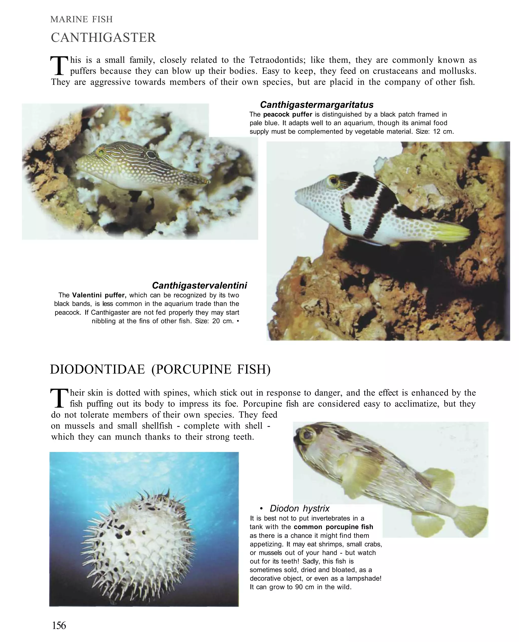 MARINE FISH

CANTHIGASTER

T   his is a small family, closely related to the Tetraodontids; like them, they are commonly known as
    puffers because they can blow up their bodies. Easy to keep, they feed on crustaceans and mollusks.
They are aggressive towards members of their own species, but are placid in the company of other fish.

                                                                    Canthigaster margaritatus
                                                                 The peacock puffer is distinguished by a black patch framed in
                                                                 pale blue. It adapts well to an aquarium, though its animal food
                                                                 supply must be complemented by vegetable material. Size: 12 cm.




                                Canthigaster valentini
 The Valentini puffer, which can be recognized by its two
black bands, is less common in the aquarium trade than the
peacock. If Canthigaster are not fed properly they may start
            nibbling at the fins of other fish. Size: 20 cm. •




DIODONTIDAE (PORCUPINE FISH)

T   heir skin is dotted with spines, which stick out in response to danger, and the effect is enhanced by the
    fish puffing out its body to impress its foe. Porcupine fish are considered easy to acclimatize, but they
do not tolerate members of their own species. They feed
on mussels and small shellfish - complete with shell -
which they can munch thanks to their strong teeth.




                                                                    • Diodon hystrix
                                                                 It is best not to put invertebrates in a
                                                                 tank with the common porcupine fish
                                                                 as there is a chance it might find them
                                                                 appetizing. It may eat shrimps, small crabs,
                                                                 or mussels out of your hand - but watch
                                                                 out for its teeth! Sadly, this fish is
                                                                 sometimes sold, dried and bloated, as a
                                                                 decorative object, or even as a lampshade!
                                                                 It can grow to 90 cm in the wild.




156
 