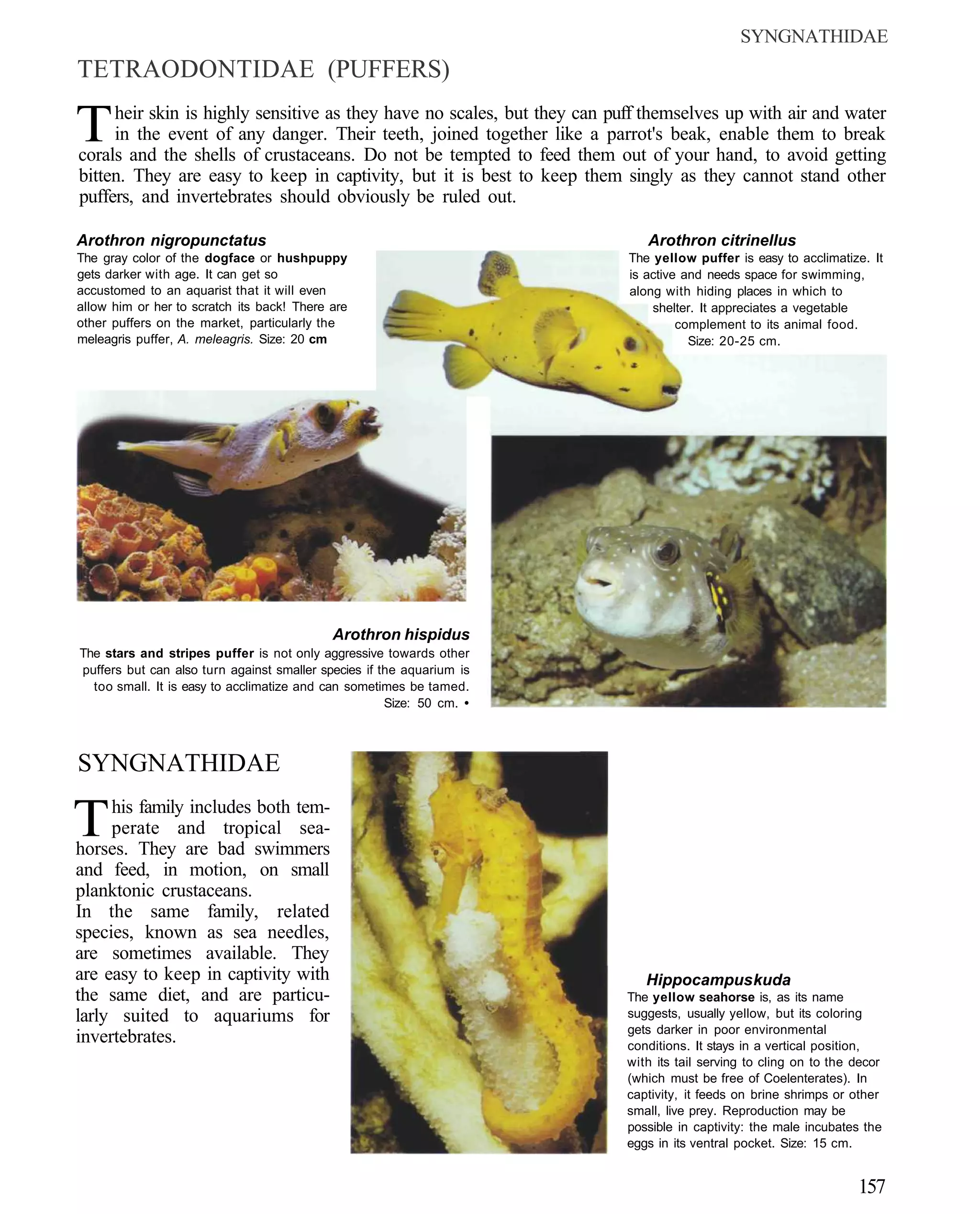 SYNGNATHIDAE
TETRAODONTIDAE (PUFFERS)

T    heir skin is highly sensitive as they have no scales, but they can puff themselves up with air and water
     in the event of any danger. Their teeth, joined together like a parrot's beak, enable them to break
corals and the shells of crustaceans. Do not be tempted to feed them out of your hand, to avoid getting
bitten. They are easy to keep in captivity, but it is best to keep them singly as they cannot stand other
puffers, and invertebrates should obviously be ruled out.

Arothron nigropunctatus                                                      Arothron citrinellus
The gray color of the dogface or hushpuppy                                The yellow puffer is easy to acclimatize. It
gets darker with age. It can get so                                       is active and needs space for swimming,
accustomed to an aquarist that it will even                               along with hiding places in which to
allow him or her to scratch its back! There are                               shelter. It appreciates a vegetable
other puffers on the market, particularly the                                      complement to its animal food.
meleagris puffer, A. meleagris. Size: 20 cm                                          Size: 20-25 cm.




                                            Arothron hispidus
The stars and stripes puffer is not only aggressive towards other
puffers but can also turn against smaller species if the aquarium is
  too small. It is easy to acclimatize and can sometimes be tamed.
                                                      Size: 50 cm. •



SYNGNATHIDAE

T    his family includes both tem-
     perate and tropical sea-
horses. They are bad swimmers
and feed, in motion, on small
planktonic crustaceans.
In the same family, related
species, known as sea needles,
are sometimes available. They
are easy to keep in captivity with                                           Hippocampus kuda
the same diet, and are particu-                                           The yellow seahorse is, as its name
larly suited to aquariums for                                             suggests, usually yellow, but its coloring
                                                                          gets darker in poor environmental
invertebrates.                                                            conditions. It stays in a vertical position,
                                                                          with its tail serving to cling on to the decor
                                                                          (which must be free of Coelenterates). In
                                                                          captivity, it feeds on brine shrimps or other
                                                                          small, live prey. Reproduction may be
                                                                          possible in captivity: the male incubates the
                                                                          eggs in its ventral pocket. Size: 15 cm.


                                                                                                                   157
 