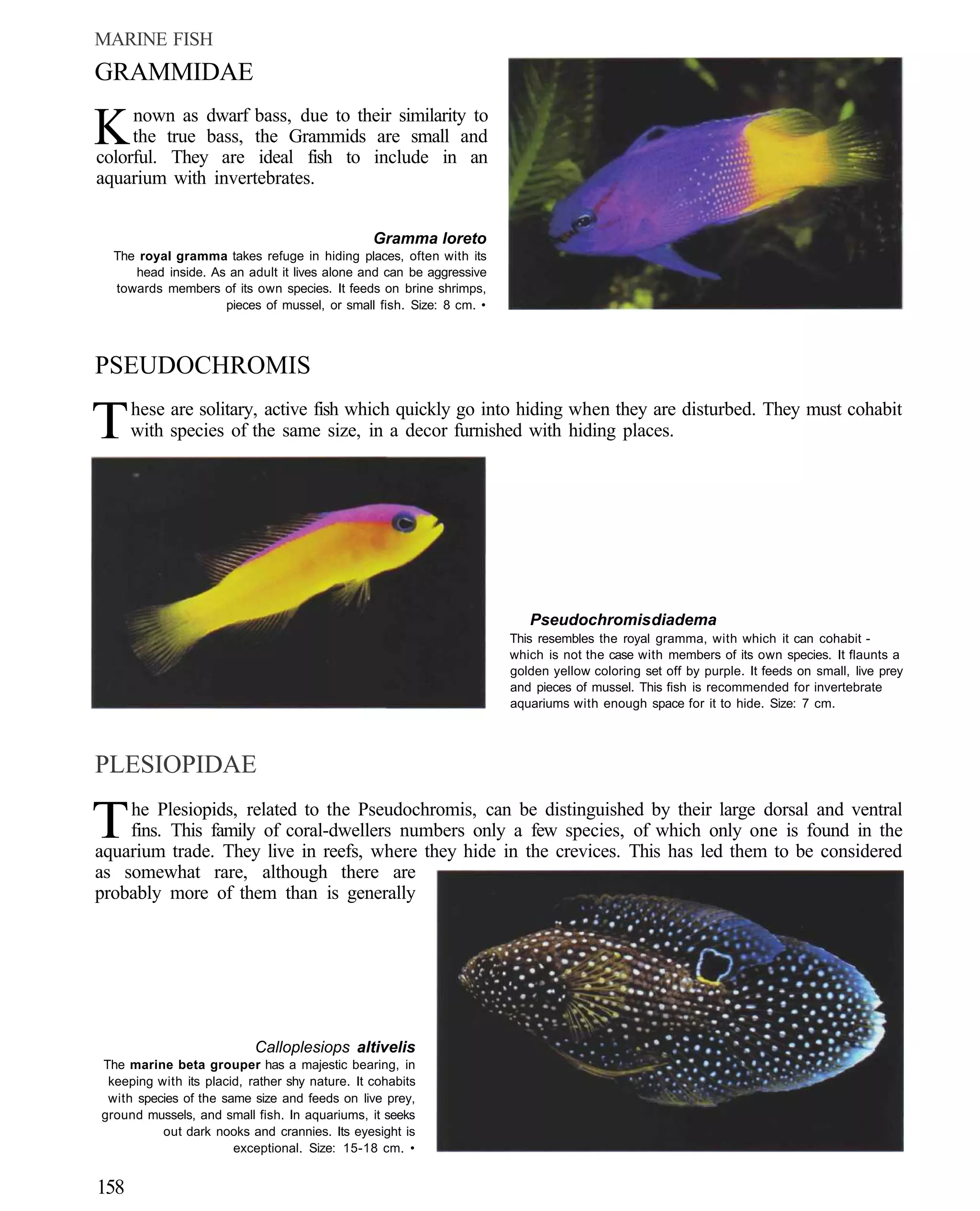 MARINE FISH
GRAMMIDAE

K    nown as dwarf bass, due to their similarity to
     the true bass, the Grammids are small and
colorful. They are ideal fish to include in an
aquarium with invertebrates.


                                                Gramma loreto
  The royal gramma takes refuge in hiding places, often with its
     head inside. As an adult it lives alone and can be aggressive
  towards members of its own species. It feeds on brine shrimps,
                    pieces of mussel, or small fish. Size: 8 cm. •



PSEUDOCHROMIS

T     hese are solitary, active fish which quickly go into hiding when they are disturbed. They must cohabit
      with species of the same size, in a decor furnished with hiding places.




                                                                        Pseudochromis diadema
                                                                     This resembles the royal gramma, with which it can cohabit -
                                                                     which is not the case with members of its own species. It flaunts a
                                                                     golden yellow coloring set off by purple. It feeds on small, live prey
                                                                     and pieces of mussel. This fish is recommended for invertebrate
                                                                     aquariums with enough space for it to hide. Size: 7 cm.




PLESIOPIDAE

T   he Plesiopids, related to the Pseudochromis, can be distinguished by their large dorsal and ventral
    fins. This family of coral-dwellers numbers only a few species, of which only one is found in the
aquarium trade. They live in reefs, where they hide in the crevices. This has led them to be considered
as somewhat rare, although there are
probably more of them than is generally




                           Calloplesiops altivelis
The marine beta grouper has a majestic bearing, in
 keeping with its placid, rather shy nature. It cohabits
 with species of the same size and feeds on live prey,
ground mussels, and small fish. In aquariums, it seeks
          out dark nooks and crannies. Its eyesight is
                       exceptional. Size: 15-18 cm. •


158
 