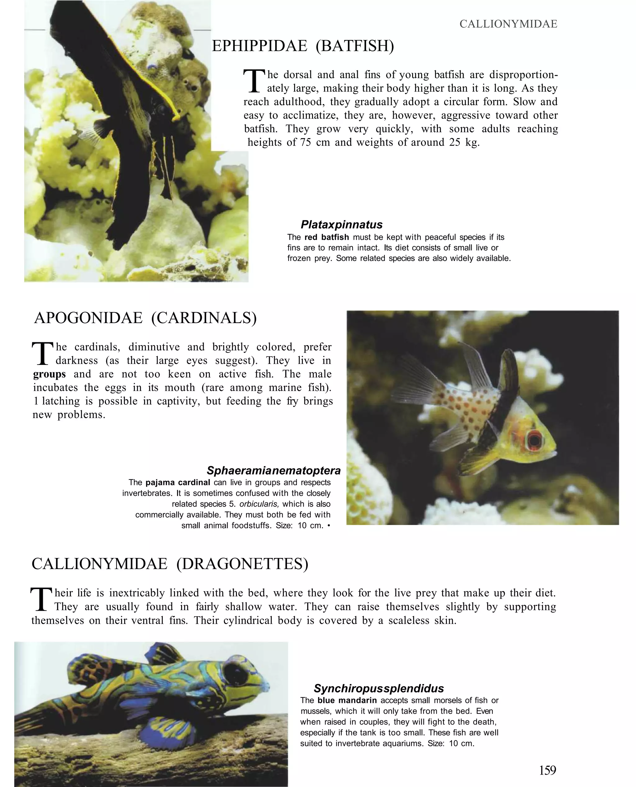 CALLIONYMIDAE

                                           EPHIPPIDAE (BATFISH)

                                                   T      he dorsal and anal fins of young batfish are disproportion-
                                                         ately large, making their body higher than it is long. As they
                                                    reach adulthood, they gradually adopt a circular form. Slow and
                                                    easy to acclimatize, they are, however, aggressive toward other
                                                    batfish. They grow very quickly, with some adults reaching
                                                     heights of 75 cm and weights of around 25 kg.




                                                                    Platax pinnatus
                                                                The red batfish must be kept with peaceful species if its
                                                                fins are to remain intact. Its diet consists of small live or
                                                                frozen prey. Some related species are also widely available.




APOGONIDAE (CARDINALS)

T    he cardinals, diminutive and brightly colored, prefer
     darkness (as their large eyes suggest). They live in
groups and are not too keen on active fish. The male
incubates the eggs in its mouth (rare among marine fish).
1 latching is possible in captivity, but feeding the fry brings
new problems.



                                         Sphaeramia nematoptera
                    The pajama cardinal can live in groups and respects
                  invertebrates. It is sometimes confused with the closely
                                related species 5. orbicularis, which is also
                      commercially available. They must both be fed with
                                   small animal foodstuffs. Size: 10 cm. •



CALLIONYMIDAE (DRAGONETTES)

T   heir life is inextricably linked with the bed, where they look for the live prey that make up their diet.
    They are usually found in fairly shallow water. They can raise themselves slightly by supporting
themselves on their ventral fins. Their cylindrical body is covered by a scaleless skin.




                                                                        Synchiropus splendidus
                                                                    The blue mandarin accepts small morsels of fish or
                                                                    mussels, which it will only take from the bed. Even
                                                                    when raised in couples, they will fight to the death,
                                                                    especially if the tank is too small. These fish are well
                                                                    suited to invertebrate aquariums. Size: 10 cm.


                                                                                                                                159
 