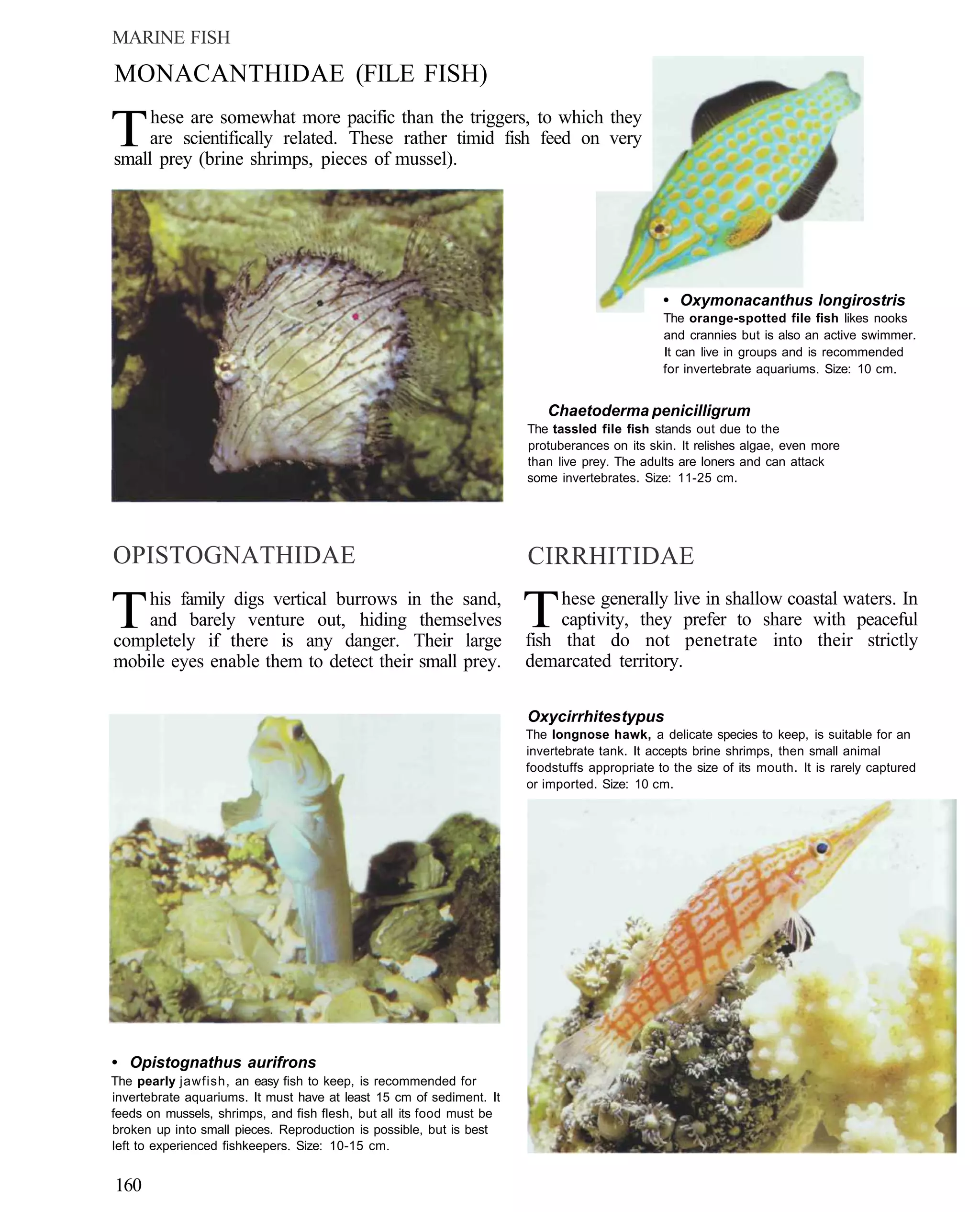MARINE FISH
MONACANTHIDAE (FILE FISH)

T    hese are somewhat more pacific than the triggers, to which they
     are scientifically related. These rather timid fish feed on very
small prey (brine shrimps, pieces of mussel).




                                                                                              • Oxymonacanthus longirostris
                                                                                              The orange-spotted file fish likes nooks
                                                                                              and crannies but is also an active swimmer.
                                                                                              It can live in groups and is recommended
                                                                                              for invertebrate aquariums. Size: 10 cm.


                                                                         Chaetoderma penicilligrum
                                                                      The tassled file fish stands out due to the
                                                                      protuberances on its skin. It relishes algae, even more
                                                                      than live prey. The adults are loners and can attack
                                                                      some invertebrates. Size: 11-25 cm.




OPISTOGNATHIDAE                                                       CIRRHITIDAE

T   his family digs vertical burrows in the sand,
    and barely venture out, hiding themselves
completely if there is any danger. Their large
                                                                      T    hese generally live in shallow coastal waters. In
                                                                           captivity, they prefer to share with peaceful
                                                                      fish that do not penetrate into their strictly
mobile eyes enable them to detect their small prey.                   demarcated territory.

                                                                      Oxycirrhites typus
                                                                      The longnose hawk, a delicate species to keep, is suitable for an
                                                                      invertebrate tank. It accepts brine shrimps, then small animal
                                                                      foodstuffs appropriate to the size of its mouth. It is rarely captured
                                                                      or imported. Size: 10 cm.




• Opistognathus aurifrons
The pearly jawfish, an easy fish to keep, is recommended for
invertebrate aquariums. It must have at least 15 cm of sediment. It
feeds on mussels, shrimps, and fish flesh, but all its food must be
broken up into small pieces. Reproduction is possible, but is best
left to experienced fishkeepers. Size: 10-15 cm.


160
 