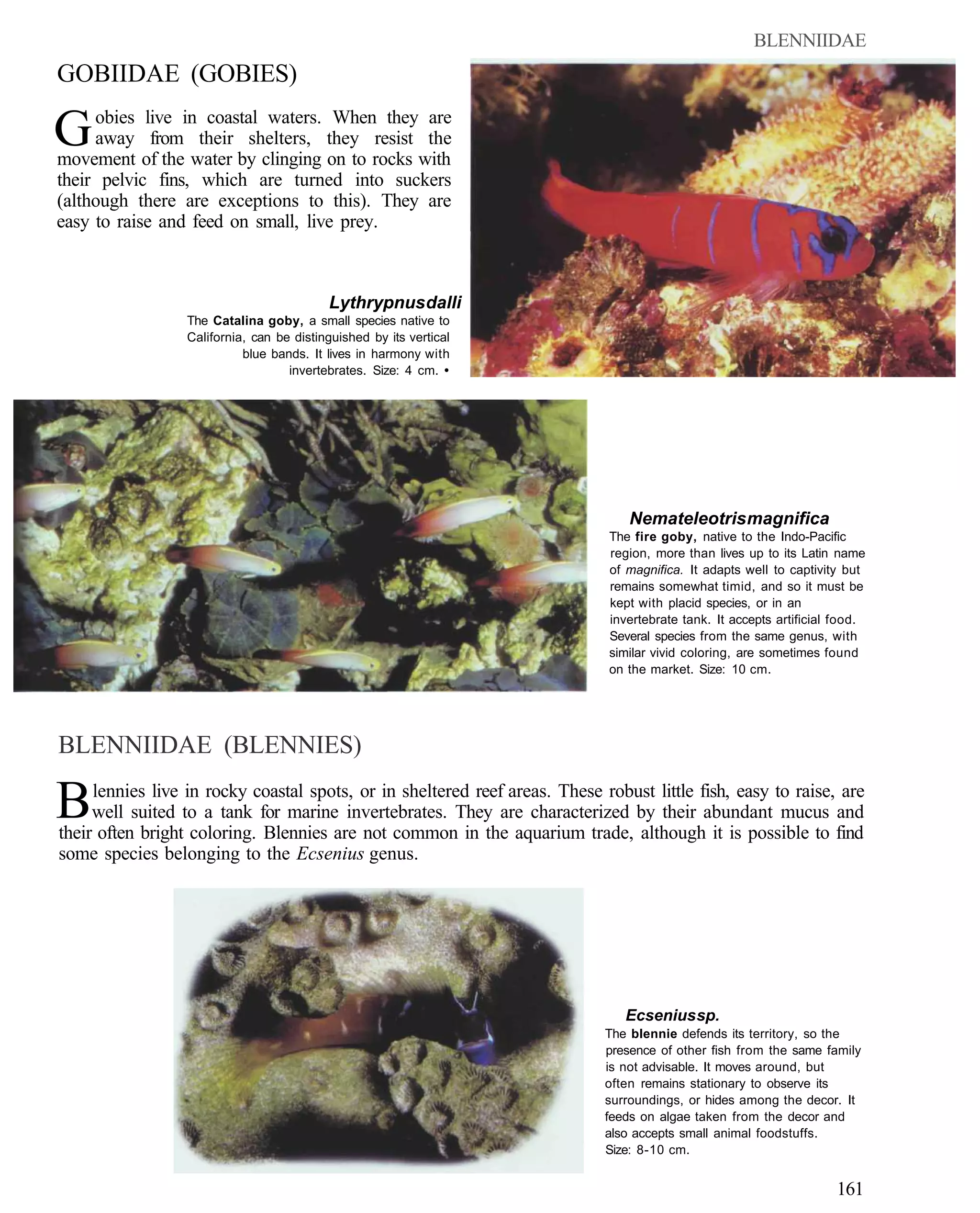 BLENNIIDAE
GOBIIDAE (GOBIES)

G    obies live in coastal waters. When they are
     away from their shelters, they resist the
movement of the water by clinging on to rocks with
their pelvic fins, which are turned into suckers
(although there are exceptions to this). They are
easy to raise and feed on small, live prey.



                                           Lythrypnus dalli
                  The Catalina goby, a small species native to
                  California, can be distinguished by its vertical
                            blue bands. It lives in harmony with
                                    invertebrates. Size: 4 cm. •




                                                                                 Nemateleotris magnifica
                                                                             The fire goby, native to the Indo-Pacific
                                                                             region, more than lives up to its Latin name
                                                                             of magnifica. It adapts well to captivity but
                                                                             remains somewhat timid, and so it must be
                                                                             kept with placid species, or in an
                                                                             invertebrate tank. It accepts artificial food.
                                                                             Several species from the same genus, with
                                                                             similar vivid coloring, are sometimes found
                                                                             on the market. Size: 10 cm.




BLENNIIDAE (BLENNIES)

B    lennies live in rocky coastal spots, or in sheltered reef areas. These robust little fish, easy to raise, are
     well suited to a tank for marine invertebrates. They are characterized by their abundant mucus and
their often bright coloring. Blennies are not common in the aquarium trade, although it is possible to find
some species belonging to the Ecsenius genus.




                                                                                Ecsenius sp.
                                                                             The blennie defends its territory, so the
                                                                             presence of other fish from the same family
                                                                             is not advisable. It moves around, but
                                                                             often remains stationary to observe its
                                                                             surroundings, or hides among the decor. It
                                                                             feeds on algae taken from the decor and
                                                                             also accepts small animal foodstuffs.
                                                                             Size: 8-10 cm.


                                                                                                                     161
 
