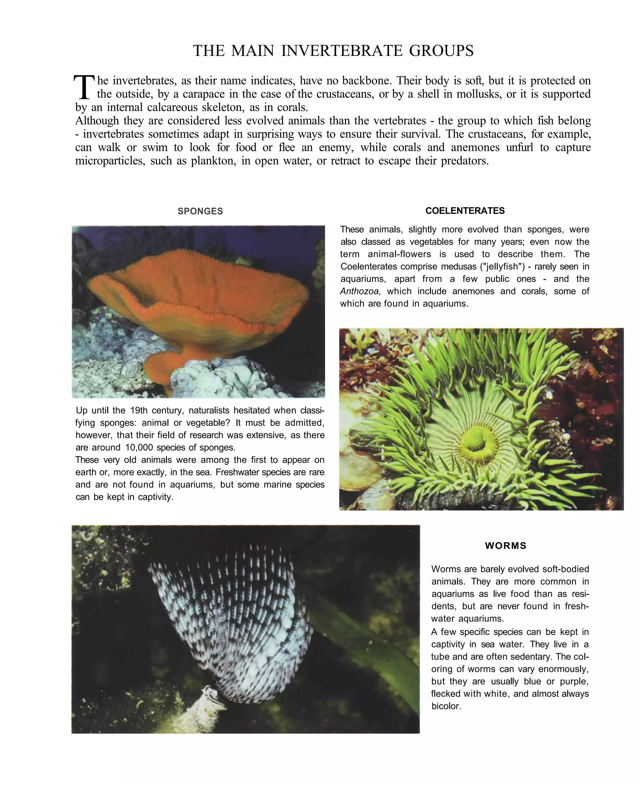 THE MAIN INVERTEBRATE GROUPS

T    he invertebrates, as their name indicates, have no backbone. Their body is soft, but it is protected on
     the outside, by a carapace in the case of the crustaceans, or by a shell in mollusks, or it is supported
by an internal calcareous skeleton, as in corals.
Although they are considered less evolved animals than the vertebrates - the group to which fish belong
- invertebrates sometimes adapt in surprising ways to ensure their survival. The crustaceans, for example,
can walk or swim to look for food or flee an enemy, while corals and anemones unfurl to capture
microparticles, such as plankton, in open water, or retract to escape their predators.



                         SPONGES                                                      COELENTERATES

                                                                  These animals, slightly more evolved than sponges, were
                                                                  also classed as vegetables for many years; even now the
                                                                  term animal-flowers is used to describe them. The
                                                                  Coelenterates comprise medusas ("jellyfish") - rarely seen in
                                                                  aquariums, apart from a few public ones - and the
                                                                  Anthozoa, which include anemones and corals, some of
                                                                  which are found in aquariums.




Up until the 19th century, naturalists hesitated when classi-
fying sponges: animal or vegetable? It must be admitted,
however, that their field of research was extensive, as there
are around 10,000 species of sponges.
These very old animals were among the first to appear on
earth or, more exactly, in the sea. Freshwater species are rare
and are not found in aquariums, but some marine species
can be kept in captivity.




                                                                                                     WORMS

                                                                                        Worms are barely evolved soft-bodied
                                                                                        animals. They are more common in
                                                                                        aquariums as live food than as resi-
                                                                                        dents, but are never found in fresh-
                                                                                        water aquariums.
                                                                                        A few specific species can be kept in
                                                                                        captivity in sea water. They live in a
                                                                                        tube and are often sedentary. The col-
                                                                                        oring of worms can vary enormously,
                                                                                        but they are usually blue or purple,
                                                                                        flecked with white, and almost always
                                                                                        bicolor.
 
