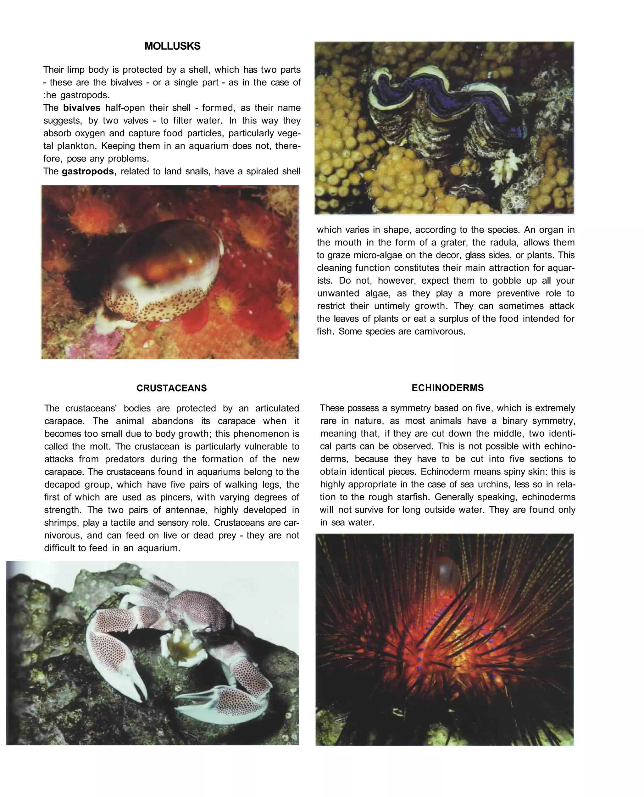 MOLLUSKS

Their limp body is protected by a shell, which has two parts
- these are the bivalves - or a single part - as in the case of
:he gastropods.
The bivalves half-open their shell - formed, as their name
suggests, by two valves - to filter water. In this way they
absorb oxygen and capture food particles, particularly vege-
tal plankton. Keeping them in an aquarium does not, there-
fore, pose any problems.
The gastropods, related to land snails, have a spiraled shell




                                                                  which varies in shape, according to the species. An organ in
                                                                  the mouth in the form of a grater, the radula, allows them
                                                                  to graze micro-algae on the decor, glass sides, or plants. This
                                                                  cleaning function constitutes their main attraction for aquar-
                                                                  ists. Do not, however, expect them to gobble up all your
                                                                  unwanted algae, as they play a more preventive role to
                                                                  restrict their untimely growth. They can sometimes attack
                                                                  the leaves of plants or eat a surplus of the food intended for
                                                                  fish. Some species are carnivorous.




                      CRUSTACEANS                                                        ECHINODERMS

The crustaceans' bodies are protected by an articulated           These possess a symmetry based on five, which is extremely
carapace. The animal abandons its carapace when it                rare in nature, as most animals have a binary symmetry,
becomes too small due to body growth; this phenomenon is          meaning that, if they are cut down the middle, two identi-
called the molt. The crustacean is particularly vulnerable to     cal parts can be observed. This is not possible with echino-
attacks from predators during the formation of the new            derms, because they have to be cut into five sections to
carapace. The crustaceans found in aquariums belong to the        obtain identical pieces. Echinoderm means spiny skin: this is
decapod group, which have five pairs of walking legs, the         highly appropriate in the case of sea urchins, less so in rela-
first of which are used as pincers, with varying degrees of       tion to the rough starfish. Generally speaking, echinoderms
strength. The two pairs of antennae, highly developed in          will not survive for long outside water. They are found only
shrimps, play a tactile and sensory role. Crustaceans are car-    in sea water.
nivorous, and can feed on live or dead prey - they are not
difficult to feed in an aquarium.
 