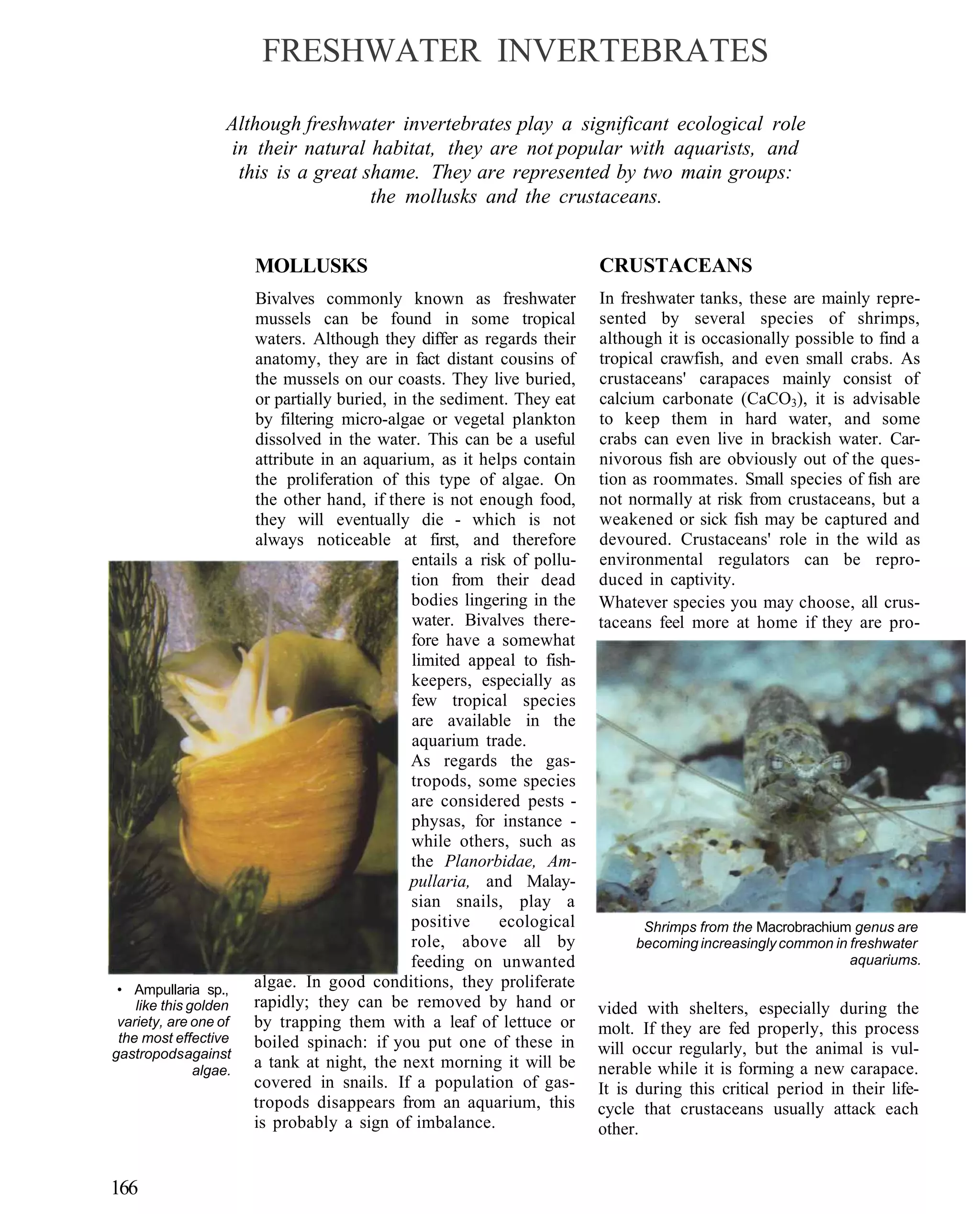 FRESHWATER INVERTEBRATES

                    Although freshwater invertebrates play a significant ecological role
                    in their natural habitat, they are not popular with aquarists, and
                     this is a great shame. They are represented by two main groups:
                                      the mollusks and the crustaceans.


                        MOLLUSKS                                           CRUSTACEANS
                        Bivalves commonly known as freshwater              In freshwater tanks, these are mainly repre-
                        mussels can be found in some tropical              sented by several species of shrimps,
                        waters. Although they differ as regards their      although it is occasionally possible to find a
                        anatomy, they are in fact distant cousins of       tropical crawfish, and even small crabs. As
                        the mussels on our coasts. They live buried,       crustaceans' carapaces mainly consist of
                        or partially buried, in the sediment. They eat     calcium carbonate (CaCO3), it is advisable
                        by filtering micro-algae or vegetal plankton       to keep them in hard water, and some
                        dissolved in the water. This can be a useful       crabs can even live in brackish water. Car-
                        attribute in an aquarium, as it helps contain      nivorous fish are obviously out of the ques-
                        the proliferation of this type of algae. On        tion as roommates. Small species of fish are
                        the other hand, if there is not enough food,       not normally at risk from crustaceans, but a
                        they will eventually die - which is not            weakened or sick fish may be captured and
                        always noticeable at first, and therefore          devoured. Crustaceans' role in the wild as
                                                entails a risk of pollu-   environmental regulators can be repro-
                                                tion from their dead       duced in captivity.
                                                bodies lingering in the    Whatever species you may choose, all crus-
                                                water. Bivalves there-     taceans feel more at home if they are pro-
                                                fore have a somewhat
                                                limited appeal to fish-
                                                keepers, especially as
                                                few tropical species
                                                are available in the
                                                aquarium trade.
                                                As regards the gas-
                                                tropods, some species
                                                are considered pests -
                                                physas, for instance -
                                                while others, such as
                                                the Planorbidae, Am-
                                                pullaria, and Malay-
                                                sian snails, play a
                                                positive     ecological          Shrimps from the Macrobrachium genus are
                                                role, above all by              becoming increasingly common in freshwater
                                                feeding on unwanted                                             aquariums.

 • Ampullaria sp.,
                        algae. In good conditions, they proliferate
    like this golden    rapidly; they can be removed by hand or            vided with shelters, especially during the
 variety, are one of    by trapping them with a leaf of lettuce or         molt. If they are fed properly, this process
 the most effective     boiled spinach: if you put one of these in
gastropods against                                                         will occur regularly, but the animal is vul-
               algae.
                        a tank at night, the next morning it will be       nerable while it is forming a new carapace.
                        covered in snails. If a population of gas-         It is during this critical period in their life-
                        tropods disappears from an aquarium, this          cycle that crustaceans usually attack each
                        is probably a sign of imbalance.                   other.


166
 