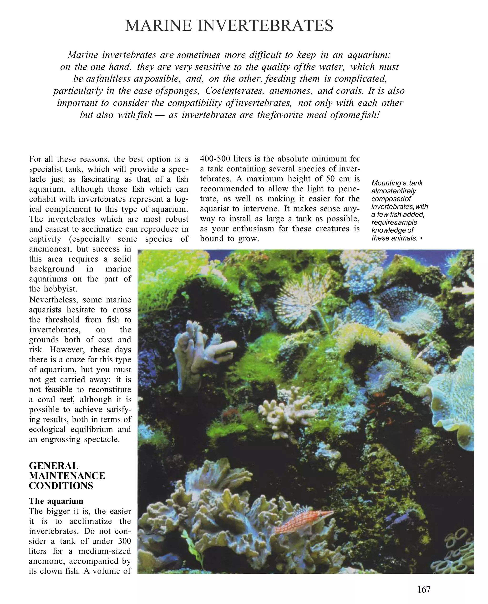 MARINE INVERTEBRATES
         Marine invertebrates are sometimes more difficult to keep in an aquarium:
        on the one hand, they are very sensitive to the quality of the water, which must
           be as faultless as possible, and, on the other, feeding them is complicated,
      particularly in the case of sponges, Coelenterates, anemones, and corals. It is also
       important to consider the compatibility of invertebrates, not only with each other
            but also with fish — as invertebrates are the favorite meal of some fish!



For all these reasons, the best option is a   400-500 liters is the absolute minimum for
specialist tank, which will provide a spec-   a tank containing several species of inver-
tacle just as fascinating as that of a fish   tebrates. A maximum height of 50 cm is        Mounting a tank
aquarium, although those fish which can       recommended to allow the light to pene-       almost entirely
cohabit with invertebrates represent a log-   trate, as well as making it easier for the    composed of
ical complement to this type of aquarium.     aquarist to intervene. It makes sense any-    invertebrates, with
                                                                                            a few fish added,
The invertebrates which are most robust       way to install as large a tank as possible,   requires ample
and easiest to acclimatize can reproduce in   as your enthusiasm for these creatures is     knowledge of
captivity (especially some species of         bound to grow.                                these animals. •
anemones), but success in
this area requires a solid
background in marine
aquariums on the part of
the hobbyist.
Nevertheless, some marine
aquarists hesitate to cross
the threshold from fish to
invertebrates,      on     the
grounds both of cost and
risk. However, these days
there is a craze for this type
of aquarium, but you must
not get carried away: it is
not feasible to reconstitute
a coral reef, although it is
possible to achieve satisfy-
ing results, both in terms of
ecological equilibrium and
an engrossing spectacle.


GENERAL
MAINTENANCE
CONDITIONS
The aquarium
The bigger it is, the easier
it is to acclimatize the
invertebrates. Do not con-
sider a tank of under 300
liters for a medium-sized
anemone, accompanied by
its clown fish. A volume of

                                                                                                           167
 