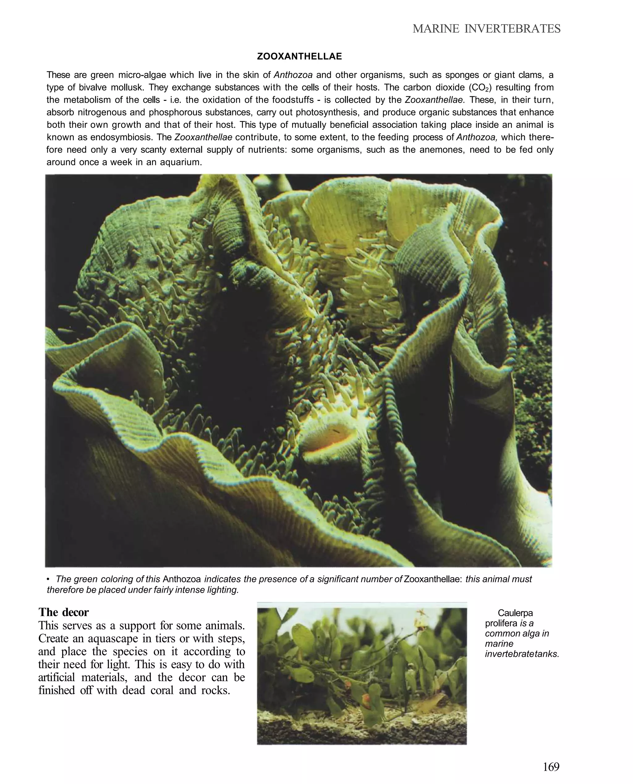 MARINE INVERTEBRATES

                                                    ZOOXANTHELLAE
 These are green micro-algae which live in the skin of Anthozoa and other organisms, such as sponges or giant clams, a
 type of bivalve mollusk. They exchange substances with the cells of their hosts. The carbon dioxide (CO2) resulting from
 the metabolism of the cells - i.e. the oxidation of the foodstuffs - is collected by the Zooxanthellae. These, in their turn,
 absorb nitrogenous and phosphorous substances, carry out photosynthesis, and produce organic substances that enhance
 both their own growth and that of their host. This type of mutually beneficial association taking place inside an animal is
 known as endosymbiosis. The Zooxanthellae contribute, to some extent, to the feeding process of Anthozoa, which there-
 fore need only a very scanty external supply of nutrients: some organisms, such as the anemones, need to be fed only
 around once a week in an aquarium.




 • The green coloring of this Anthozoa indicates the presence of a significant number of Zooxanthellae: this animal must
 therefore be placed under fairly intense lighting.

The decor                                                                                                      Caulerpa
This serves as a support for some animals.                                                                  prolifera is a
                                                                                                            common alga in
Create an aquascape in tiers or with steps,                                                                 marine
and place the species on it according to                                                                    invertebrate tanks.
their need for light. This is easy to do with
artificial materials, and the decor can be
finished off with dead coral and rocks.




                                                                                                                           169
 