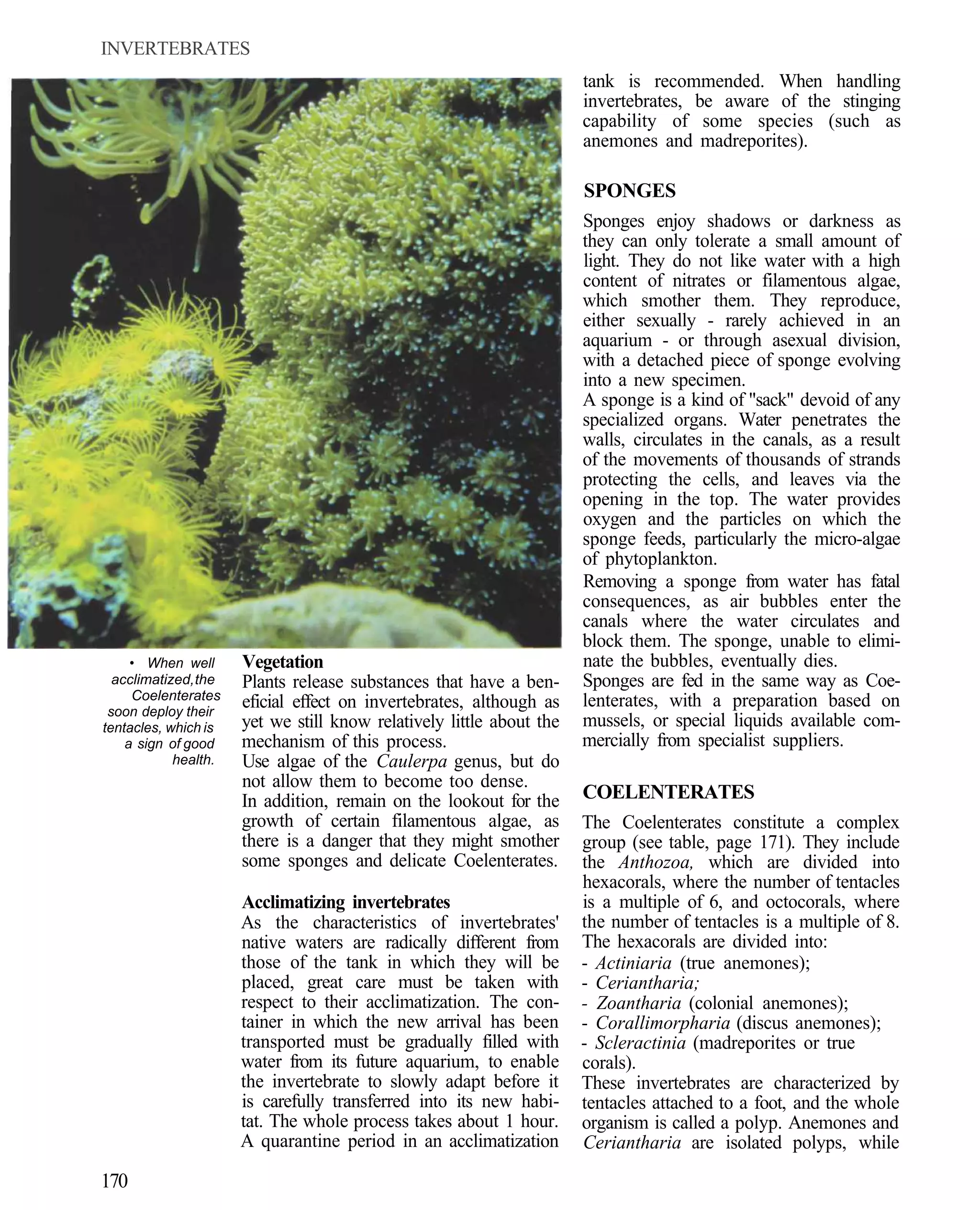 INVERTEBRATES
                                                                      tank is recommended. When handling
                                                                      invertebrates, be aware of the stinging
                                                                      capability of some species (such as
                                                                      anemones and madreporites).

                                                                      SPONGES
                                                                      Sponges enjoy shadows or darkness as
                                                                      they can only tolerate a small amount of
                                                                      light. They do not like water with a high
                                                                      content of nitrates or filamentous algae,
                                                                      which smother them. They reproduce,
                                                                      either sexually - rarely achieved in an
                                                                      aquarium - or through asexual division,
                                                                      with a detached piece of sponge evolving
                                                                      into a new specimen.
                                                                      A sponge is a kind of "sack" devoid of any
                                                                      specialized organs. Water penetrates the
                                                                      walls, circulates in the canals, as a result
                                                                      of the movements of thousands of strands
                                                                      protecting the cells, and leaves via the
                                                                      opening in the top. The water provides
                                                                      oxygen and the particles on which the
                                                                      sponge feeds, particularly the micro-algae
                                                                      of phytoplankton.
                                                                      Removing a sponge from water has fatal
                                                                      consequences, as air bubbles enter the
                                                                      canals where the water circulates and
                                                                      block them. The sponge, unable to elimi-
     • When well      Vegetation                                      nate the bubbles, eventually dies.
  acclimatized, the   Plants release substances that have a ben-      Sponges are fed in the same way as Coe-
     Coelenterates                                                    lenterates, with a preparation based on
 soon deploy their
                      eficial effect on invertebrates, although as
tentacles, which is   yet we still know relatively little about the   mussels, or special liquids available com-
    a sign of good    mechanism of this process.                      mercially from specialist suppliers.
            health.   Use algae of the Caulerpa genus, but do
                      not allow them to become too dense.
                      In addition, remain on the lookout for the      COELENTERATES
                      growth of certain filamentous algae, as         The Coelenterates constitute a complex
                      there is a danger that they might smother       group (see table, page 171). They include
                      some sponges and delicate Coelenterates.        the Anthozoa, which are divided into
                                                                      hexacorals, where the number of tentacles
                      Acclimatizing invertebrates                     is a multiple of 6, and octocorals, where
                      As the characteristics of invertebrates'        the number of tentacles is a multiple of 8.
                      native waters are radically different from      The hexacorals are divided into:
                      those of the tank in which they will be         - Actiniaria (true anemones);
                      placed, great care must be taken with           - Ceriantharia;
                      respect to their acclimatization. The con-      - Zoantharia (colonial anemones);
                      tainer in which the new arrival has been        - Corallimorpharia (discus anemones);
                      transported must be gradually filled with       - Scleractinia (madreporites or true
                      water from its future aquarium, to enable       corals).
                      the invertebrate to slowly adapt before it      These invertebrates are characterized by
                      is carefully transferred into its new habi-     tentacles attached to a foot, and the whole
                      tat. The whole process takes about 1 hour.      organism is called a polyp. Anemones and
                      A quarantine period in an acclimatization       Ceriantharia are isolated polyps, while

170
 