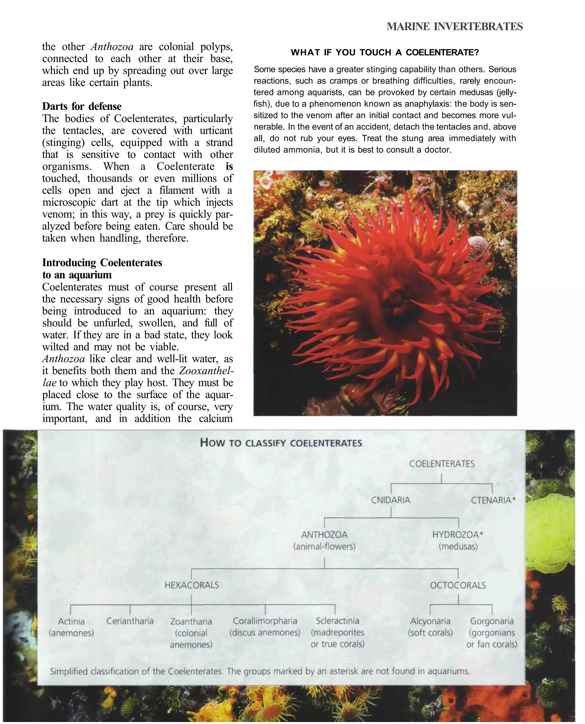 MARINE INVERTEBRATES
the other Anthozoa are colonial polyps,                 WHAT IF YOU TOUCH A COELENTERATE?
connected to each other at their base,
which end up by spreading out over large       Some species have a greater stinging capability than others. Serious
areas like certain plants.                     reactions, such as cramps or breathing difficulties, rarely encoun-
                                               tered among aquarists, can be provoked by certain medusas (jelly-
Darts for defense                              fish), due to a phenomenon known as anaphylaxis: the body is sen-
The bodies of Coelenterates, particularly      sitized to the venom after an initial contact and becomes more vul-
                                               nerable. In the event of an accident, detach the tentacles and, above
the tentacles, are covered with urticant
                                               all, do not rub your eyes. Treat the stung area immediately with
(stinging) cells, equipped with a strand
                                               diluted ammonia, but it is best to consult a doctor.
that is sensitive to contact with other
organisms. When a Coelenterate is
touched, thousands or even millions of
cells open and eject a filament with a
microscopic dart at the tip which injects
venom; in this way, a prey is quickly par-
alyzed before being eaten. Care should be
taken when handling, therefore.

Introducing Coelenterates
to an aquarium
Coelenterates must of course present all
the necessary signs of good health before
being introduced to an aquarium: they
should be unfurled, swollen, and full of
water. If they are in a bad state, they look
wilted and may not be viable.
Anthozoa like clear and well-lit water, as
it benefits both them and the Zooxanthel-
lae to which they play host. They must be
placed close to the surface of the aquar-
ium. The water quality is, of course, very
important, and in addition the calcium
 