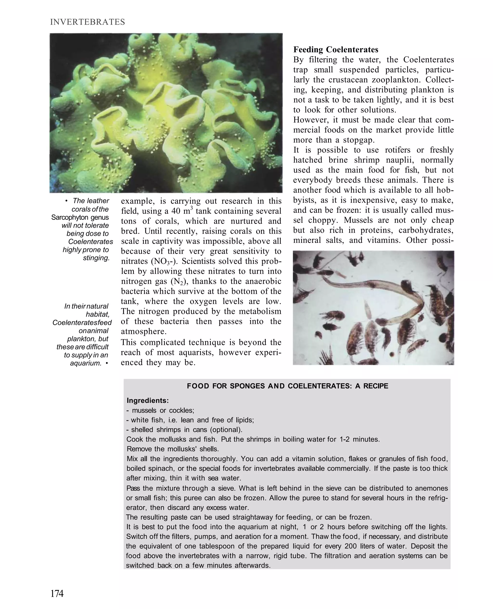INVERTEBRATES


                                                                             Feeding Coelenterates
                                                                             By filtering the water, the Coelenterates
                                                                             trap small suspended particles, particu-
                                                                             larly the crustacean zooplankton. Collect-
                                                                             ing, keeping, and distributing plankton is
                                                                             not a task to be taken lightly, and it is best
                                                                             to look for other solutions.
                                                                             However, it must be made clear that com-
                                                                             mercial foods on the market provide little
                                                                             more than a stopgap.
                                                                             It is possible to use rotifers or freshly
                                                                             hatched brine shrimp nauplii, normally
                                                                             used as the main food for fish, but not
                                                                             everybody breeds these animals. There is
                                                                             another food which is available to all hob-
    • The leather      example, is carrying out research in this             byists, as it is inexpensive, easy to make,
       corals of the   field, using a 40 m3 tank containing several          and can be frozen: it is usually called mus-
Sarcophyton genus                                                            sel choppy. Mussels are not only cheap
   will not tolerate
                       tons of corals, which are nurtured and
     being dose to     bred. Until recently, raising corals on this          but also rich in proteins, carbohydrates,
     Coelenterates     scale in captivity was impossible, above all          mineral salts, and vitamins. Other possi-
   highly prone to     because of their very great sensitivity to
           stinging.
                       nitrates (NO3-). Scientists solved this prob-
                       lem by allowing these nitrates to turn into
                       nitrogen gas (N2), thanks to the anaerobic
                       bacteria which survive at the bottom of the
                       tank, where the oxygen levels are low.
   In their natural
           habitat,    The nitrogen produced by the metabolism
Coelenterates feed     of these bacteria then passes into the
        on animal      atmosphere.
    plankton, but
 these are difficult
                       This complicated technique is beyond the
   to supply in an     reach of most aquarists, however experi-
     aquarium. •       enced they may be.

                                           FOOD FOR SPONGES AND COELENTERATES: A RECIPE

                        Ingredients:
                        - mussels or cockles;
                        - white fish, i.e. lean and free of lipids;
                        - shelled shrimps in cans (optional).
                        Cook the mollusks and fish. Put the shrimps in boiling water for 1-2 minutes.
                        Remove the mollusks' shells.
                        Mix all the ingredients thoroughly. You can add a vitamin solution, flakes or granules of fish food,
                        boiled spinach, or the special foods for invertebrates available commercially. If the paste is too thick
                        after mixing, thin it with sea water.
                        Pass the mixture through a sieve. What is left behind in the sieve can be distributed to anemones
                        or small fish; this puree can also be frozen. Allow the puree to stand for several hours in the refrig-
                        erator, then discard any excess water.
                        The resulting paste can be used straightaway for feeding, or can be frozen.
                        It is best to put the food into the aquarium at night, 1 or 2 hours before switching off the lights.
                        Switch off the filters, pumps, and aeration for a moment. Thaw the food, if necessary, and distribute
                        the equivalent of one tablespoon of the prepared liquid for every 200 liters of water. Deposit the
                        food above the invertebrates with a narrow, rigid tube. The filtration and aeration systems can be
                        switched back on a few minutes afterwards.



174
 