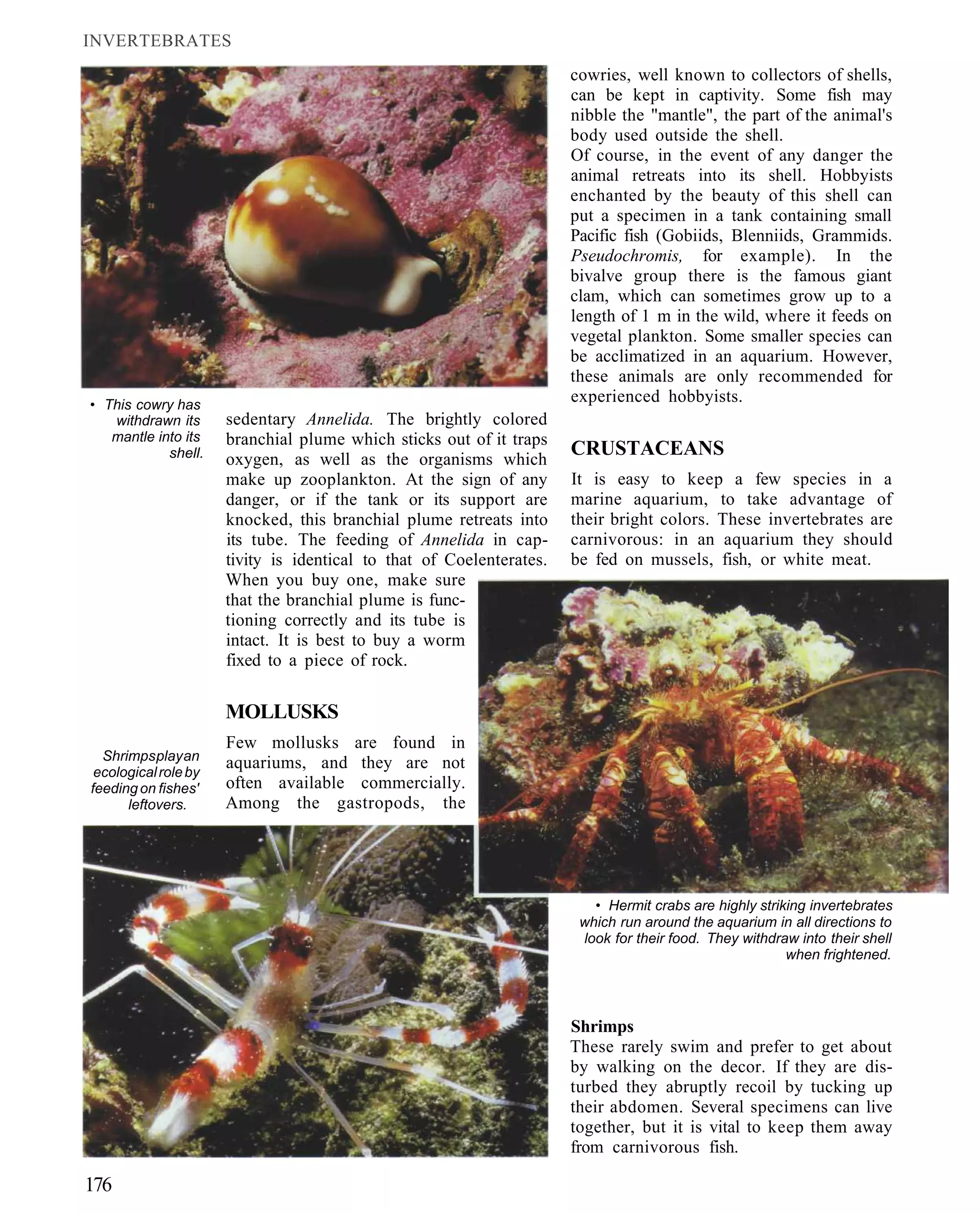 INVERTEBRATES
                                                                      cowries, well known to collectors of shells,
                                                                      can be kept in captivity. Some fish may
                                                                      nibble the "mantle", the part of the animal's
                                                                      body used outside the shell.
                                                                      Of course, in the event of any danger the
                                                                      animal retreats into its shell. Hobbyists
                                                                      enchanted by the beauty of this shell can
                                                                      put a specimen in a tank containing small
                                                                      Pacific fish (Gobiids, Blenniids, Grammids.
                                                                      Pseudochromis, for example). In the
                                                                      bivalve group there is the famous giant
                                                                      clam, which can sometimes grow up to a
                                                                      length of 1 m in the wild, where it feeds on
                                                                      vegetal plankton. Some smaller species can
                                                                      be acclimatized in an aquarium. However,
                                                                      these animals are only recommended for
• This cowry has
                                                                      experienced hobbyists.
   withdrawn its      sedentary Annelida. The brightly colored
   mantle into its    branchial plume which sticks out of it traps
            shell.    oxygen, as well as the organisms which
                                                                      CRUSTACEANS
                      make up zooplankton. At the sign of any         It is easy to keep a few species in a
                      danger, or if the tank or its support are       marine aquarium, to take advantage of
                      knocked, this branchial plume retreats into     their bright colors. These invertebrates are
                      its tube. The feeding of Annelida in cap-       carnivorous: in an aquarium they should
                      tivity is identical to that of Coelenterates.   be fed on mussels, fish, or white meat.
                      When you buy one, make sure
                      that the branchial plume is func-
                      tioning correctly and its tube is
                      intact. It is best to buy a worm
                      fixed to a piece of rock.

                      MOLLUSKS
                      Few mollusks are found in
  Shrimps play an
                      aquariums, and they are not
 ecological role by
feeding on fishes'    often available commercially.
      leftovers.      Among the gastropods, the




                                                                         • Hermit crabs are highly striking invertebrates
                                                                       which run around the aquarium in all directions to
                                                                       look for their food. They withdraw into their shell
                                                                                                        when frightened.




                                                                      Shrimps
                                                                      These rarely swim and prefer to get about
                                                                      by walking on the decor. If they are dis-
                                                                      turbed they abruptly recoil by tucking up
                                                                      their abdomen. Several specimens can live
                                                                      together, but it is vital to keep them away
                                                                      from carnivorous fish.

176
 