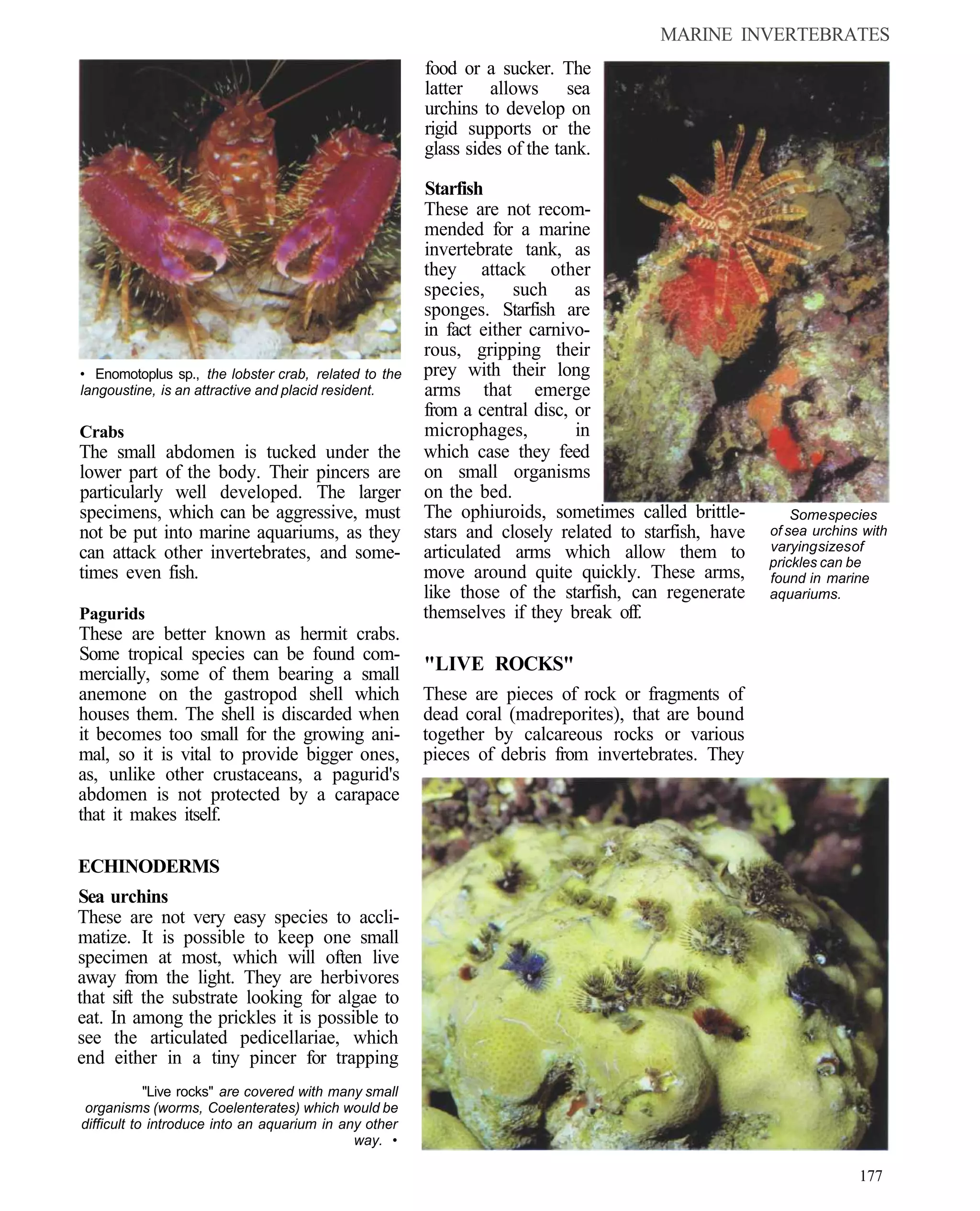 MARINE INVERTEBRATES
                                                       food or a sucker. The
                                                       latter allows sea
                                                       urchins to develop on
                                                       rigid supports or the
                                                       glass sides of the tank.

                                                       Starfish
                                                       These are not recom-
                                                       mended for a marine
                                                       invertebrate tank, as
                                                       they attack other
                                                       species, such as
                                                       sponges. Starfish are
                                                       in fact either carnivo-
                                                       rous, gripping their
• Enomotoplus sp., the lobster crab, related to the    prey with their long
langoustine, is an attractive and placid resident.     arms that emerge
                                                       from a central disc, or
Crabs                                                  microphages,         in
The small abdomen is tucked under the                  which case they feed
lower part of the body. Their pincers are              on small organisms
particularly well developed. The larger                on the bed.
specimens, which can be aggressive, must               The ophiuroids, sometimes called brittle-         Some species
not be put into marine aquariums, as they              stars and closely related to starfish, have   of sea urchins with
can attack other invertebrates, and some-              articulated arms which allow them to          varying sizes of
                                                                                                     prickles can be
times even fish.                                       move around quite quickly. These arms,        found in marine
                                                       like those of the starfish, can regenerate    aquariums.
Pagurids                                               themselves if they break off.
These are better known as hermit crabs.
Some tropical species can be found com-
mercially, some of them bearing a small                "LIVE ROCKS"
anemone on the gastropod shell which                   These are pieces of rock or fragments of
houses them. The shell is discarded when               dead coral (madreporites), that are bound
it becomes too small for the growing ani-              together by calcareous rocks or various
mal, so it is vital to provide bigger ones,            pieces of debris from invertebrates. They
as, unlike other crustaceans, a pagurid's
abdomen is not protected by a carapace
that it makes itself.

ECHINODERMS
Sea urchins
These are not very easy species to accli-
matize. It is possible to keep one small
specimen at most, which will often live
away from the light. They are herbivores
that sift the substrate looking for algae to
eat. In among the prickles it is possible to
see the articulated pedicellariae, which
end either in a tiny pincer for trapping
            "Live rocks" are covered with many small
organisms (worms, Coelenterates) which would be
difficult to introduce into an aquarium in any other
                                             way. •

                                                                                                                   177
 