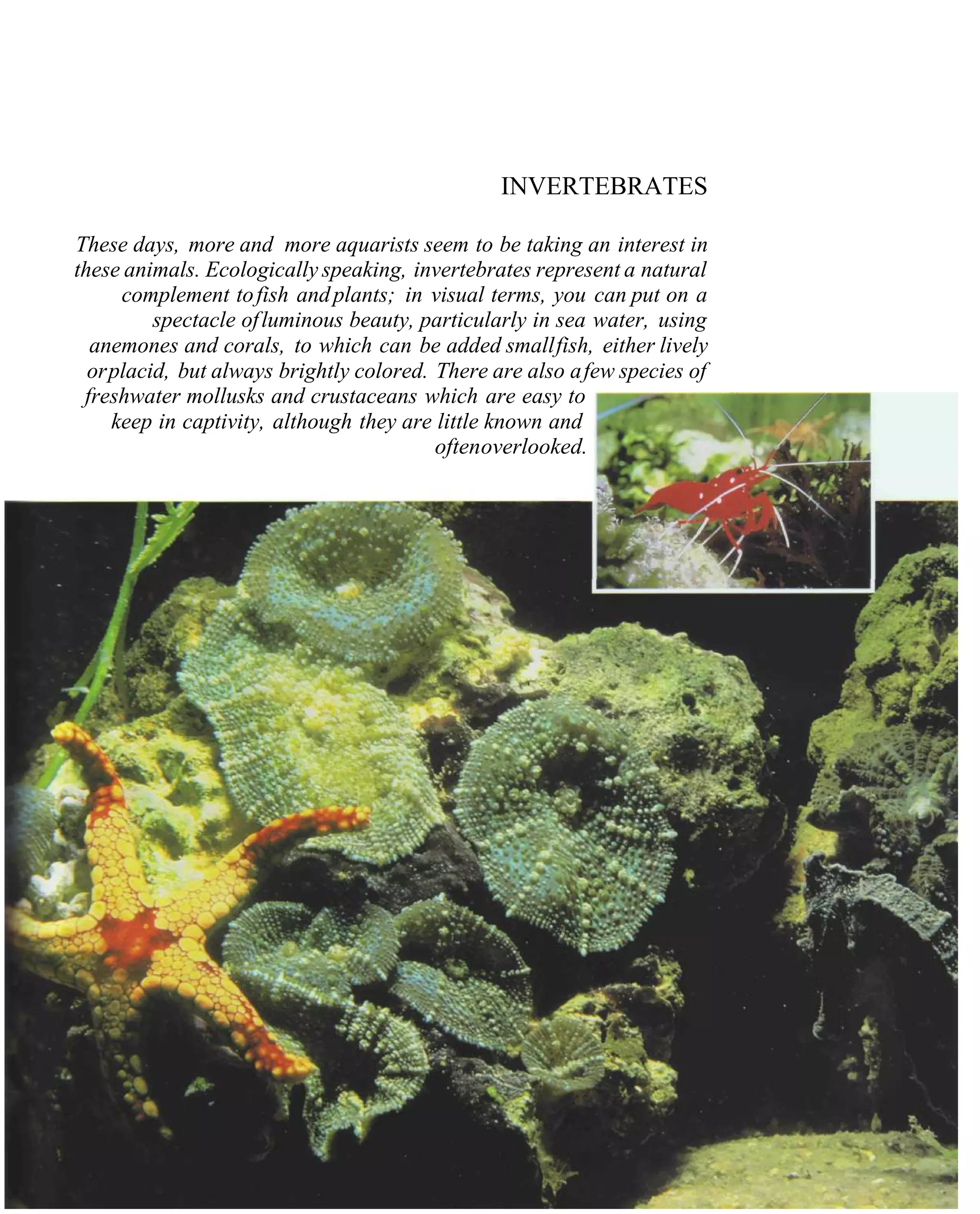 INVERTEBRATES

These days, more and more aquarists seem to be taking an interest in
these animals. Ecologically speaking, invertebrates represent a natural
      complement to fish and plants; in visual terms, you can put on a
          spectacle of luminous beauty, particularly in sea water, using
  anemones and corals, to which can be added small fish, either lively
  or placid, but always brightly colored. There are also a few species of
 freshwater mollusks and crustaceans which are easy to
     keep in captivity, although they are little known and
                                          oftenoverlooked.
 