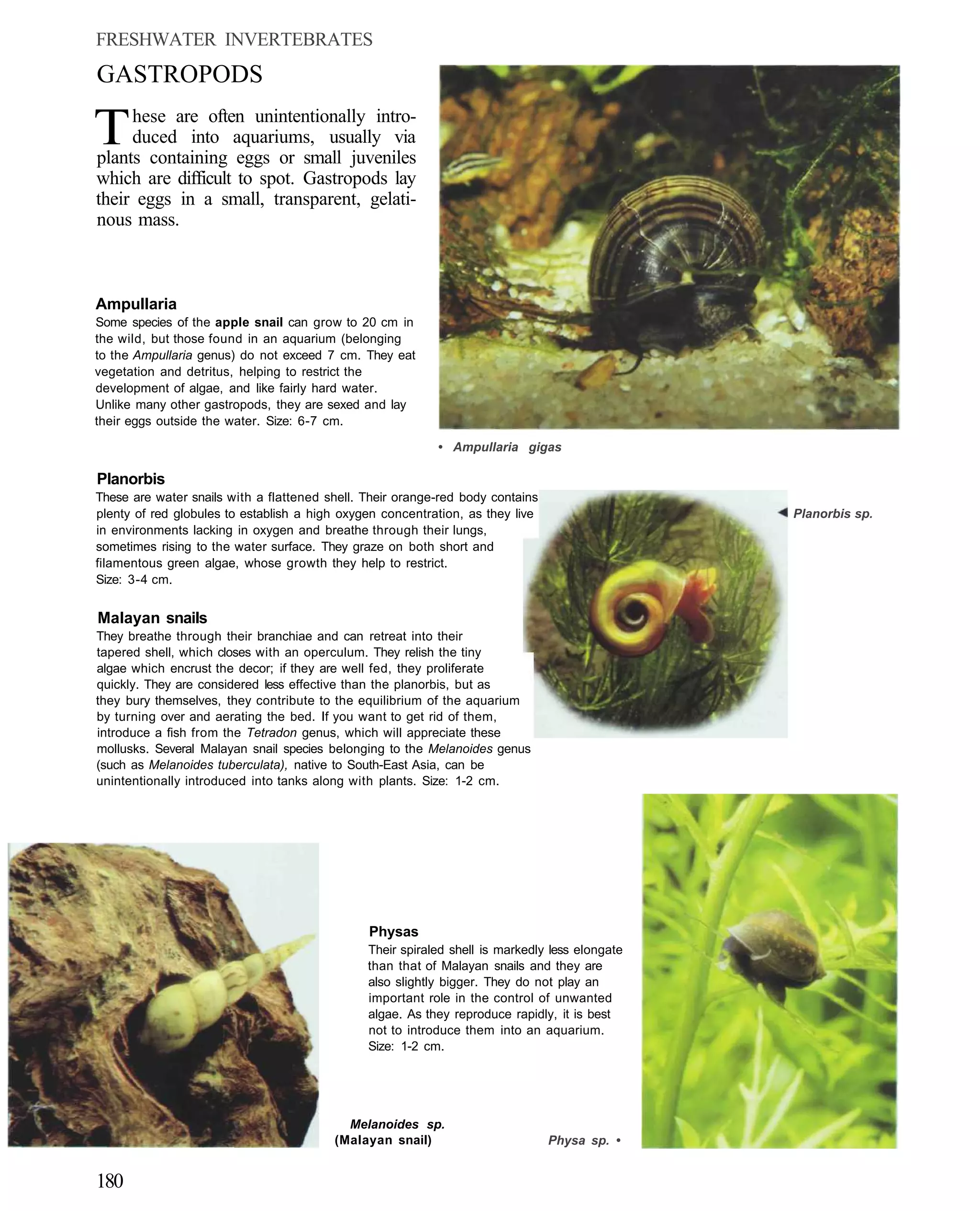FRESHWATER INVERTEBRATES
GASTROPODS

T    hese are often unintentionally intro-
     duced into aquariums, usually via
plants containing eggs or small juveniles
which are difficult to spot. Gastropods lay
their eggs in a small, transparent, gelati-
nous mass.



Ampullaria
Some species of the apple snail can grow to 20 cm in
the wild, but those found in an aquarium (belonging
to the Ampullaria genus) do not exceed 7 cm. They eat
vegetation and detritus, helping to restrict the
development of algae, and like fairly hard water.
Unlike many other gastropods, they are sexed and lay
their eggs outside the water. Size: 6-7 cm.

                                                           • Ampullaria gigas

Planorbis
These are water snails with a flattened shell. Their orange-red body contains
plenty of red globules to establish a high oxygen concentration, as they live                   Planorbis sp.
in environments lacking in oxygen and breathe through their lungs,
sometimes rising to the water surface. They graze on both short and
filamentous green algae, whose growth they help to restrict.
Size: 3-4 cm.


Malayan snails
They breathe through their branchiae and can retreat into their
tapered shell, which closes with an operculum. They relish the tiny
algae which encrust the decor; if they are well fed, they proliferate
quickly. They are considered less effective than the planorbis, but as
they bury themselves, they contribute to the equilibrium of the aquarium
by turning over and aerating the bed. If you want to get rid of them,
introduce a fish from the Tetradon genus, which will appreciate these
mollusks. Several Malayan snail species belonging to the Melanoides genus
(such as Melanoides tuberculata), native to South-East Asia, can be
unintentionally introduced into tanks along with plants. Size: 1-2 cm.




                                               Physas
                                               Their spiraled shell is markedly less elongate
                                               than that of Malayan snails and they are
                                               also slightly bigger. They do not play an
                                               important role in the control of unwanted
                                               algae. As they reproduce rapidly, it is best
                                               not to introduce them into an aquarium.
                                               Size: 1-2 cm.




                                           Melanoides sp.
                                         (Malayan snail)                        Physa sp. •


180
 
