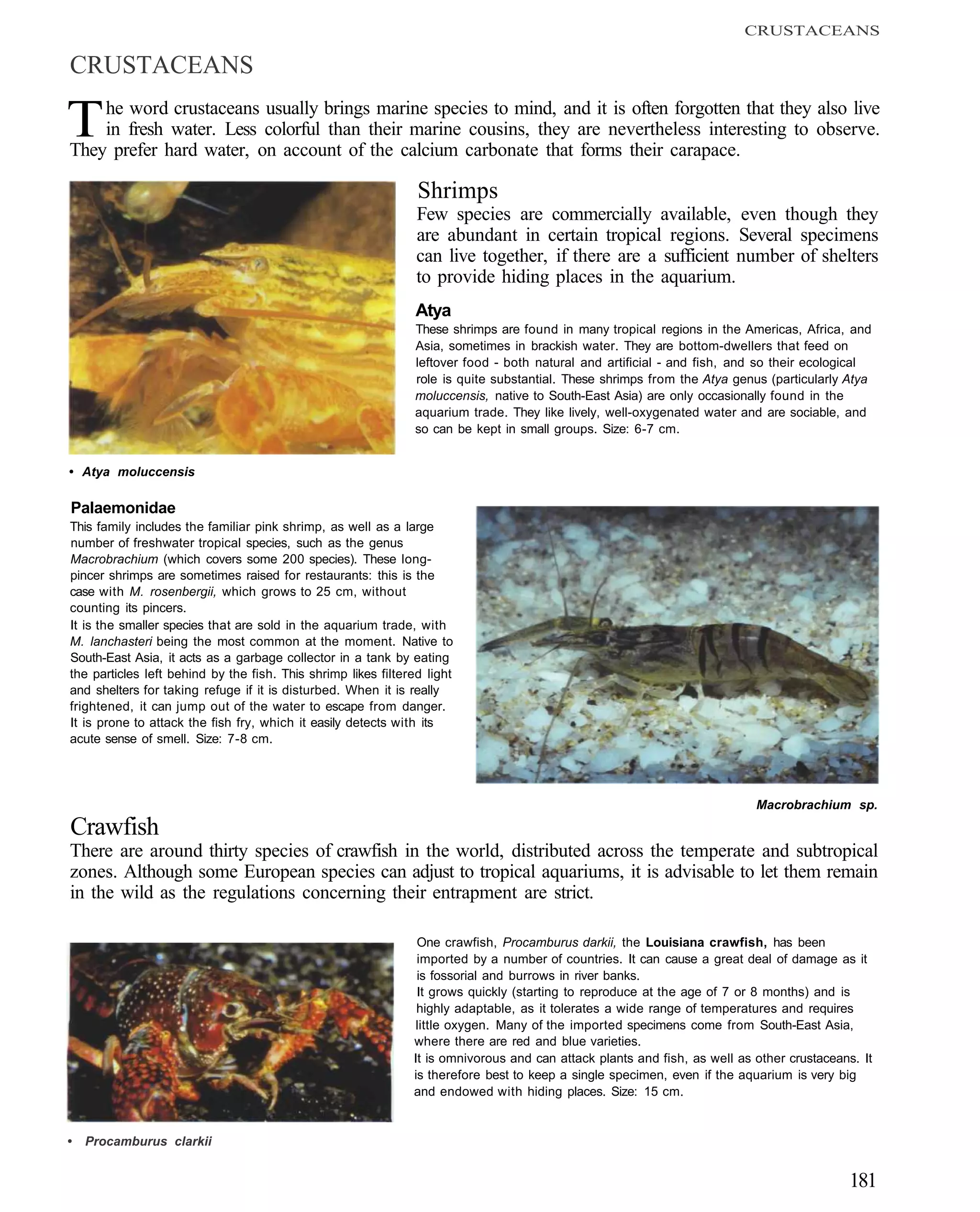 CRUSTACEANS

CRUSTACEANS

T   he word crustaceans usually brings marine species to mind, and it is often forgotten that they also live
    in fresh water. Less colorful than their marine cousins, they are nevertheless interesting to observe.
They prefer hard water, on account of the calcium carbonate that forms their carapace.

                                                                Shrimps
                                                                Few species are commercially available, even though they
                                                                are abundant in certain tropical regions. Several specimens
                                                                can live together, if there are a sufficient number of shelters
                                                                to provide hiding places in the aquarium.
                                                                Atya
                                                               These shrimps are found in many tropical regions in the Americas, Africa, and
                                                               Asia, sometimes in brackish water. They are bottom-dwellers that feed on
                                                               leftover food - both natural and artificial - and fish, and so their ecological
                                                               role is quite substantial. These shrimps from the Atya genus (particularly Atya
                                                               moluccensis, native to South-East Asia) are only occasionally found in the
                                                               aquarium trade. They like lively, well-oxygenated water and are sociable, and
                                                               so can be kept in small groups. Size: 6-7 cm.


• Atya moluccensis

Palaemonidae
This family includes the familiar pink shrimp, as well as a large
number of freshwater tropical species, such as the genus
Macrobrachium (which covers some 200 species). These long-
pincer shrimps are sometimes raised for restaurants: this is the
case with M. rosenbergii, which grows to 25 cm, without
counting its pincers.
It is the smaller species that are sold in the aquarium trade, with
M. lanchasteri being the most common at the moment. Native to
South-East Asia, it acts as a garbage collector in a tank by eating
the particles left behind by the fish. This shrimp likes filtered light
and shelters for taking refuge if it is disturbed. When it is really
frightened, it can jump out of the water to escape from danger.
It is prone to attack the fish fry, which it easily detects with its
acute sense of smell. Size: 7-8 cm.




                                                                                                                           Macrobrachium sp.
Crawfish
There are around thirty species of crawfish in the world, distributed across the temperate and subtropical
zones. Although some European species can adjust to tropical aquariums, it is advisable to let them remain
in the wild as the regulations concerning their entrapment are strict.

                                                                One crawfish, Procamburus darkii, the Louisiana crawfish, has been
                                                                imported by a number of countries. It can cause a great deal of damage as it
                                                                is fossorial and burrows in river banks.
                                                                It grows quickly (starting to reproduce at the age of 7 or 8 months) and is
                                                                highly adaptable, as it tolerates a wide range of temperatures and requires
                                                               little oxygen. Many of the imported specimens come from South-East Asia,
                                                               where there are red and blue varieties.
                                                               It is omnivorous and can attack plants and fish, as well as other crustaceans. It
                                                               is therefore best to keep a single specimen, even if the aquarium is very big
                                                               and endowed with hiding places. Size: 15 cm.


•   Procamburus clarkii


                                                                                                                                           181
 