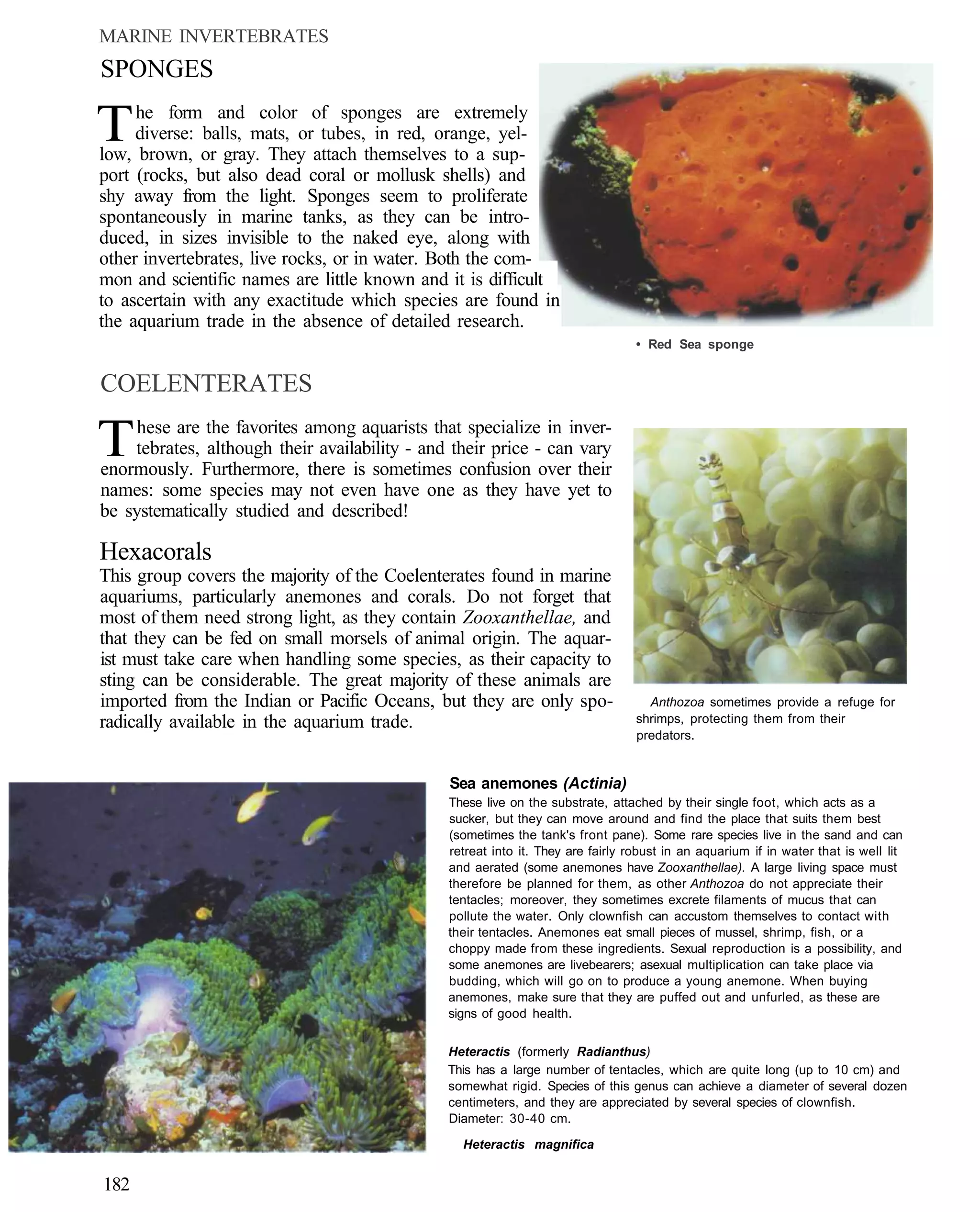 MARINE INVERTEBRATES
SPONGES

T    he form and color of sponges are extremely
     diverse: balls, mats, or tubes, in red, orange, yel-
low, brown, or gray. They attach themselves to a sup-
port (rocks, but also dead coral or mollusk shells) and
shy away from the light. Sponges seem to proliferate
spontaneously in marine tanks, as they can be intro-
duced, in sizes invisible to the naked eye, along with
other invertebrates, live rocks, or in water. Both the com-
mon and scientific names are little known and it is difficult
to ascertain with any exactitude which species are found in
the aquarium trade in the absence of detailed research.
                                                                                 • Red Sea sponge


COELENTERATES

T    hese are the favorites among aquarists that specialize in inver-
    tebrates, although their availability - and their price - can vary
enormously. Furthermore, there is sometimes confusion over their
names: some species may not even have one as they have yet to
be systematically studied and described!

Hexacorals
This group covers the majority of the Coelenterates found in marine
aquariums, particularly anemones and corals. Do not forget that
most of them need strong light, as they contain Zooxanthellae, and
that they can be fed on small morsels of animal origin. The aquar-
ist must take care when handling some species, as their capacity to
sting can be considerable. The great majority of these animals are
imported from the Indian or Pacific Oceans, but they are only spo-                 Anthozoa sometimes provide a refuge for
radically available in the aquarium trade.                                       shrimps, protecting them from their
                                                                                 predators.


                                               Sea anemones (Actinia)
                                               These live on the substrate, attached by their single foot, which acts as a
                                               sucker, but they can move around and find the place that suits them best
                                               (sometimes the tank's front pane). Some rare species live in the sand and can
                                               retreat into it. They are fairly robust in an aquarium if in water that is well lit
                                               and aerated (some anemones have Zooxanthellae). A large living space must
                                               therefore be planned for them, as other Anthozoa do not appreciate their
                                               tentacles; moreover, they sometimes excrete filaments of mucus that can
                                               pollute the water. Only clownfish can accustom themselves to contact with
                                               their tentacles. Anemones eat small pieces of mussel, shrimp, fish, or a
                                               choppy made from these ingredients. Sexual reproduction is a possibility, and
                                               some anemones are livebearers; asexual multiplication can take place via
                                               budding, which will go on to produce a young anemone. When buying
                                               anemones, make sure that they are puffed out and unfurled, as these are
                                               signs of good health.

                                               Heteractis (formerly Radianthus)
                                               This has a large number of tentacles, which are quite long (up to 10 cm) and
                                               somewhat rigid. Species of this genus can achieve a diameter of several dozen
                                               centimeters, and they are appreciated by several species of clownfish.
                                               Diameter: 30-40 cm.

                                                 Heteractis magnifica


182
 