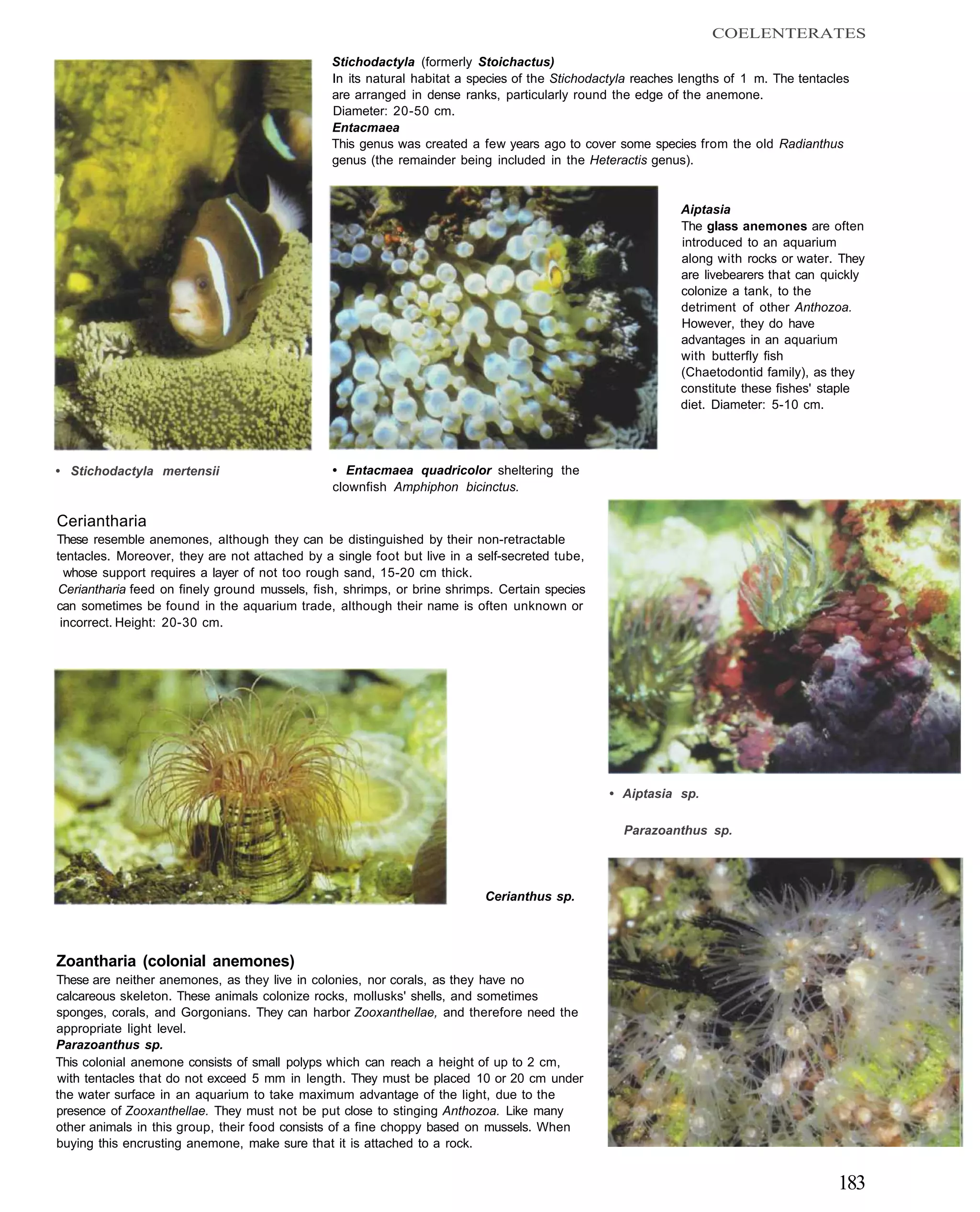 COELENTERATES
                                                Stichodactyla (formerly Stoichactus)
                                                In its natural habitat a species of the Stichodactyla reaches lengths of 1 m. The tentacles
                                                are arranged in dense ranks, particularly round the edge of the anemone.
                                                Diameter: 20-50 cm.
                                                Entacmaea
                                                This genus was created a few years ago to cover some species from the old Radianthus
                                                genus (the remainder being included in the Heteractis genus).


                                                                                                             Aiptasia
                                                                                                             The glass anemones are often
                                                                                                             introduced to an aquarium
                                                                                                             along with rocks or water. They
                                                                                                             are livebearers that can quickly
                                                                                                             colonize a tank, to the
                                                                                                             detriment of other Anthozoa.
                                                                                                             However, they do have
                                                                                                             advantages in an aquarium
                                                                                                             with butterfly fish
                                                                                                             (Chaetodontid family), as they
                                                                                                             constitute these fishes' staple
                                                                                                             diet. Diameter: 5-10 cm.




• Stichodactyla mertensii                       • Entacmaea quadricolor sheltering the
                                                clownfish Amphiphon bicinctus.

Ceriantharia
These resemble anemones, although they can be distinguished by their non-retractable
tentacles. Moreover, they are not attached by a single foot but live in a self-secreted tube,
  whose support requires a layer of not too rough sand, 15-20 cm thick.
Ceriantharia feed on finely ground mussels, fish, shrimps, or brine shrimps. Certain species
can sometimes be found in the aquarium trade, although their name is often unknown or
 incorrect. Height: 20-30 cm.




                                                                                                • Aiptasia sp.

                                                                                                   Parazoanthus sp.




                                                                           Cerianthus sp.




Zoantharia (colonial anemones)
These are neither anemones, as they live in colonies, nor corals, as they have no
calcareous skeleton. These animals colonize rocks, mollusks' shells, and sometimes
sponges, corals, and Gorgonians. They can harbor Zooxanthellae, and therefore need the
appropriate light level.
Parazoanthus sp.
This colonial anemone consists of small polyps which can reach a height of up to 2 cm,
with tentacles that do not exceed 5 mm in length. They must be placed 10 or 20 cm under
the water surface in an aquarium to take maximum advantage of the light, due to the
presence of Zooxanthellae. They must not be put close to stinging Anthozoa. Like many
other animals in this group, their food consists of a fine choppy based on mussels. When
buying this encrusting anemone, make sure that it is attached to a rock.


                                                                                                                                         183
 