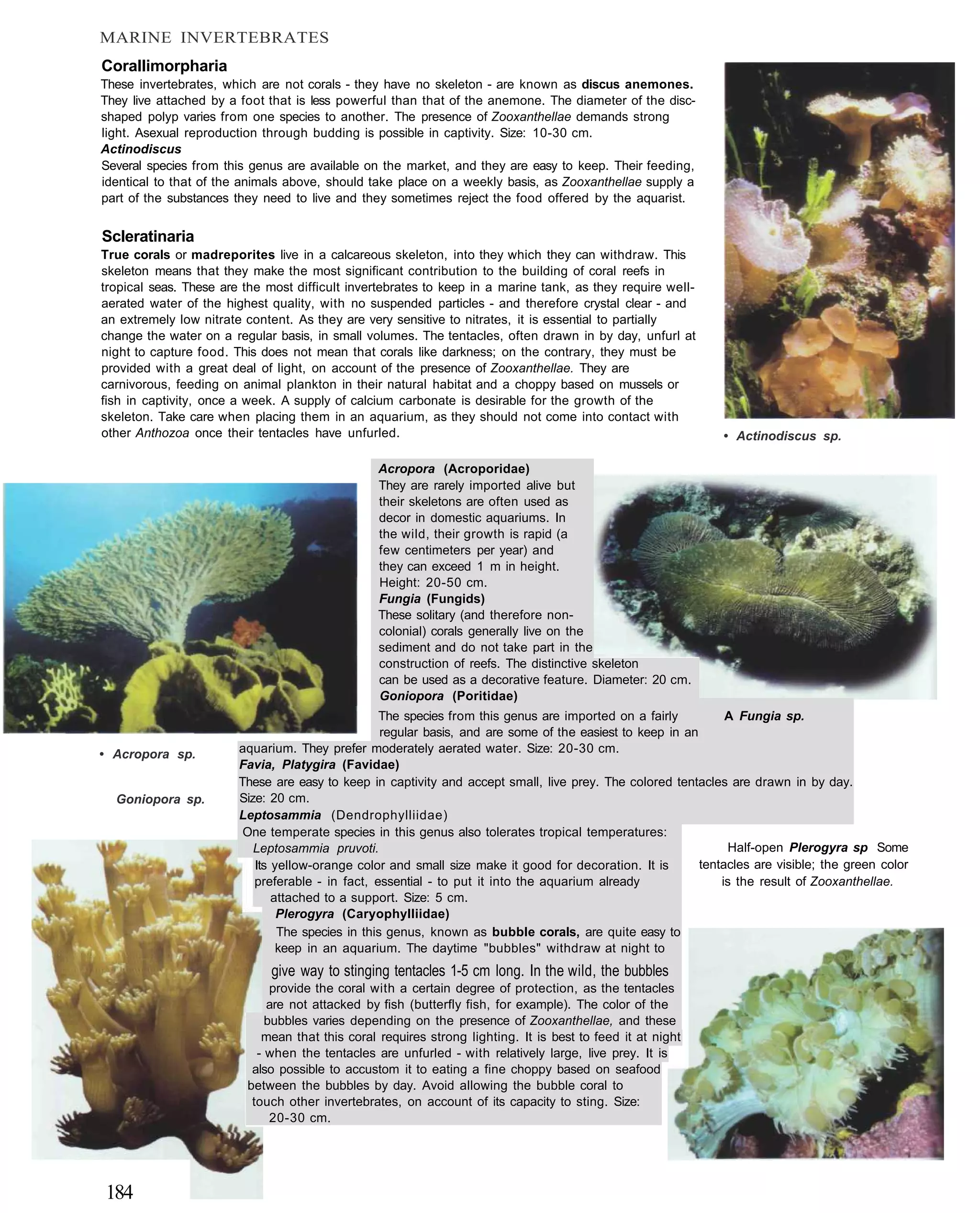 MARINE INVERTEBRATES
Corallimorpharia
These invertebrates, which are not corals - they have no skeleton - are known as discus anemones.
They live attached by a foot that is less powerful than that of the anemone. The diameter of the disc-
shaped polyp varies from one species to another. The presence of Zooxanthellae demands strong
light. Asexual reproduction through budding is possible in captivity. Size: 10-30 cm.
Actinodiscus
Several species from this genus are available on the market, and they are easy to keep. Their feeding,
identical to that of the animals above, should take place on a weekly basis, as Zooxanthellae supply a
part of the substances they need to live and they sometimes reject the food offered by the aquarist.


Scleratinaria
True corals or madreporites live in a calcareous skeleton, into they which they can withdraw. This
skeleton means that they make the most significant contribution to the building of coral reefs in
tropical seas. These are the most difficult invertebrates to keep in a marine tank, as they require well-
aerated water of the highest quality, with no suspended particles - and therefore crystal clear - and
an extremely low nitrate content. As they are very sensitive to nitrates, it is essential to partially
change the water on a regular basis, in small volumes. The tentacles, often drawn in by day, unfurl at
night to capture food. This does not mean that corals like darkness; on the contrary, they must be
provided with a great deal of light, on account of the presence of Zooxanthellae. They are
carnivorous, feeding on animal plankton in their natural habitat and a choppy based on mussels or
fish in captivity, once a week. A supply of calcium carbonate is desirable for the growth of the
skeleton. Take care when placing them in an aquarium, as they should not come into contact with
other Anthozoa once their tentacles have unfurled.                                                              • Actinodiscus sp.

                                                 Acropora (Acroporidae)
                                                 They are rarely imported alive but
                                                 their skeletons are often used as
                                                 decor in domestic aquariums. In
                                                 the wild, their growth is rapid (a
                                                 few centimeters per year) and
                                                 they can exceed 1 m in height.
                                                 Height: 20-50 cm.
                                                 Fungia (Fungids)
                                                 These solitary (and therefore non-
                                                 colonial) corals generally live on the
                                                 sediment and do not take part in the
                                                 construction of reefs. The distinctive skeleton
                                                 can be used as a decorative feature. Diameter: 20 cm.
                                                 Goniopora (Poritidae)
                                                  The species from this genus are imported on a fairly           A Fungia sp.
                                                   regular basis, and are some of the easiest to keep in an
• Acropora sp.          aquarium. They prefer moderately aerated water. Size: 20-30 cm.
                        Favia, Platygira (Favidae)
                        These are easy to keep in captivity and accept small, live prey. The colored tentacles are drawn in by day.
  Goniopora sp.         Size: 20 cm.
                        Leptosammia (Dendrophylliidae)
                         One temperate species in this genus also tolerates tropical temperatures:
                           Leptosammia pruvoti.                                                                  Half-open Plerogyra sp Some
                           Its yellow-orange color and small size make it good for decoration. It is        tentacles are visible; the green color
                           preferable - in fact, essential - to put it into the aquarium already                is the result of Zooxanthellae.
                               attached to a support. Size: 5 cm.
                                Plerogyra (Caryophylliidae)
                                The species in this genus, known as bubble corals, are quite easy to
                                keep in an aquarium. The daytime "bubbles" withdraw at night to
                              give way to stinging tentacles 1-5 cm long. In the wild, the bubbles
                              provide the coral with a certain degree of protection, as the tentacles
                             are not attacked by fish (butterfly fish, for example). The color of the
                             bubbles varies depending on the presence of Zooxanthellae, and these
                            mean that this coral requires strong lighting. It is best to feed it at night
                           - when the tentacles are unfurled - with relatively large, live prey. It is
                          also possible to accustom it to eating a fine choppy based on seafood
                         between the bubbles by day. Avoid allowing the bubble coral to
                          touch other invertebrates, on account of its capacity to sting. Size:
                              20-30 cm.




184
 