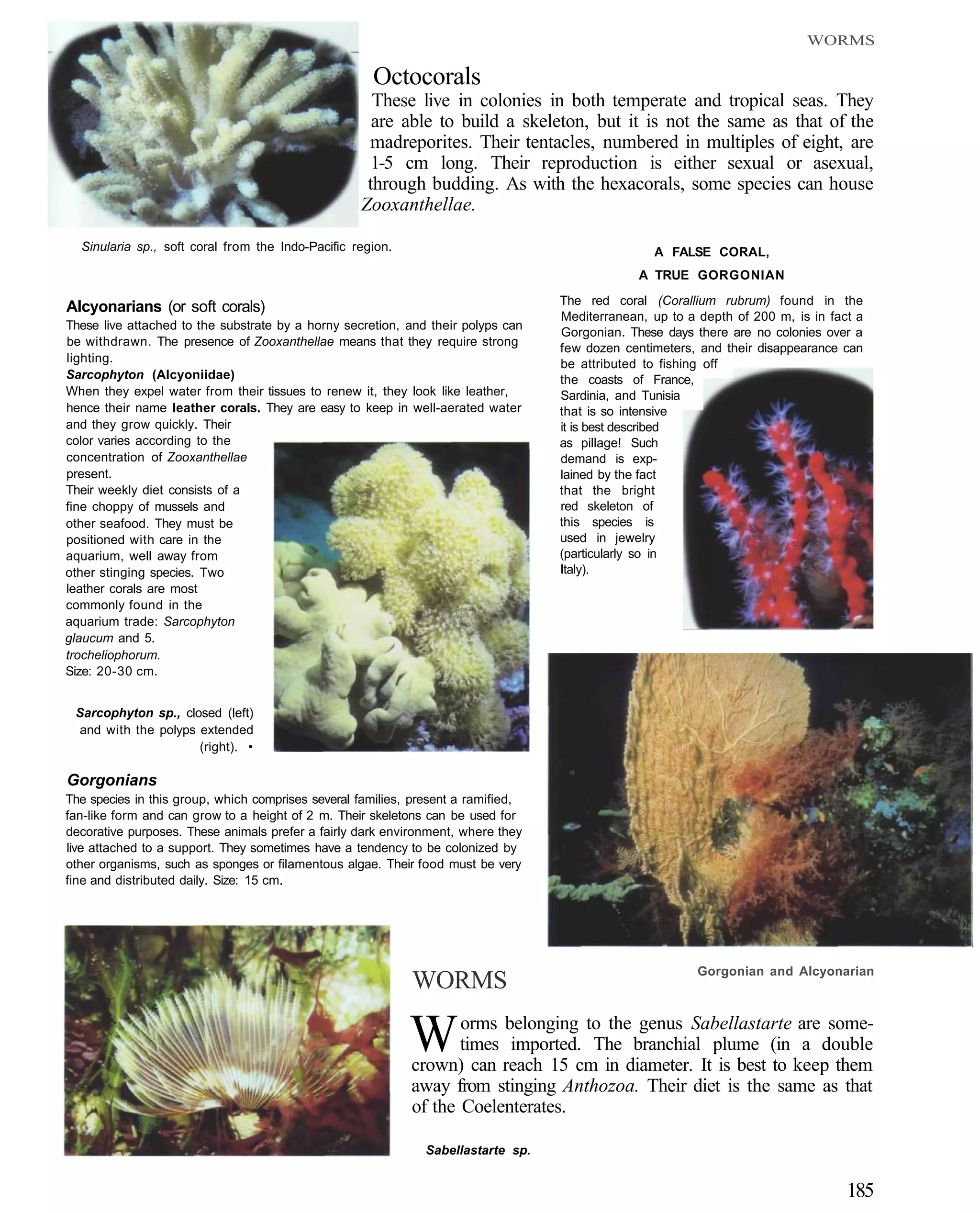 WORMS

                                                     Octocorals
                                                     These live in colonies in both temperate and tropical seas. They
                                                     are able to build a skeleton, but it is not the same as that of the
                                                    madreporites. Their tentacles, numbered in multiples of eight, are
                                                     1-5 cm long. Their reproduction is either sexual or asexual,
                                                    through budding. As with the hexacorals, some species can house
                                                   Zooxanthellae.

  Sinularia sp., soft coral from the Indo-Pacific region.                                         A FALSE CORAL,
                                                                                                A TRUE GORGONIAN
                                                                                   The red coral (Corallium rubrum) found in the
Alcyonarians (or soft corals)
                                                                                   Mediterranean, up to a depth of 200 m, is in fact a
These live attached to the substrate by a horny secretion, and their polyps can
                                                                                   Gorgonian. These days there are no colonies over a
be withdrawn. The presence of Zooxanthellae means that they require strong
                                                                                   few dozen centimeters, and their disappearance can
lighting.                                                                          be attributed to fishing off
Sarcophyton (Alcyoniidae)                                                          the coasts of France,
When they expel water from their tissues to renew it, they look like leather,      Sardinia, and Tunisia
hence their name leather corals. They are easy to keep in well-aerated water       that is so intensive
and they grow quickly. Their                                                       it is best described
color varies according to the                                                      as pillage! Such
concentration of Zooxanthellae                                                     demand is exp-
present.                                                                           lained by the fact
Their weekly diet consists of a                                                    that the bright
fine choppy of mussels and                                                         red skeleton of
other seafood. They must be                                                        this species is
positioned with care in the                                                        used in jewelry
aquarium, well away from                                                           (particularly so in
other stinging species. Two                                                        Italy).
leather corals are most
commonly found in the
aquarium trade: Sarcophyton
glaucum and 5.
trocheliophorum.
Size: 20-30 cm.


 Sarcophyton sp., closed (left)
 and with the polyps extended
                     (right). •

Gorgonians
The species in this group, which comprises several families, present a ramified,
fan-like form and can grow to a height of 2 m. Their skeletons can be used for
decorative purposes. These animals prefer a fairly dark environment, where they
live attached to a support. They sometimes have a tendency to be colonized by
other organisms, such as sponges or filamentous algae. Their food must be very
fine and distributed daily. Size: 15 cm.




                                                                                                          Gorgonian and Alcyonarian
                                                            WORMS

                                                            W      orms belonging to the genus Sabellastarte are some-
                                                                   times imported. The branchial plume (in a double
                                                            crown) can reach 15 cm in diameter. It is best to keep them
                                                            away from stinging Anthozoa. Their diet is the same as that
                                                            of the Coelenterates.

                                                               Sabellastarte sp.


                                                                                                                                   185
 