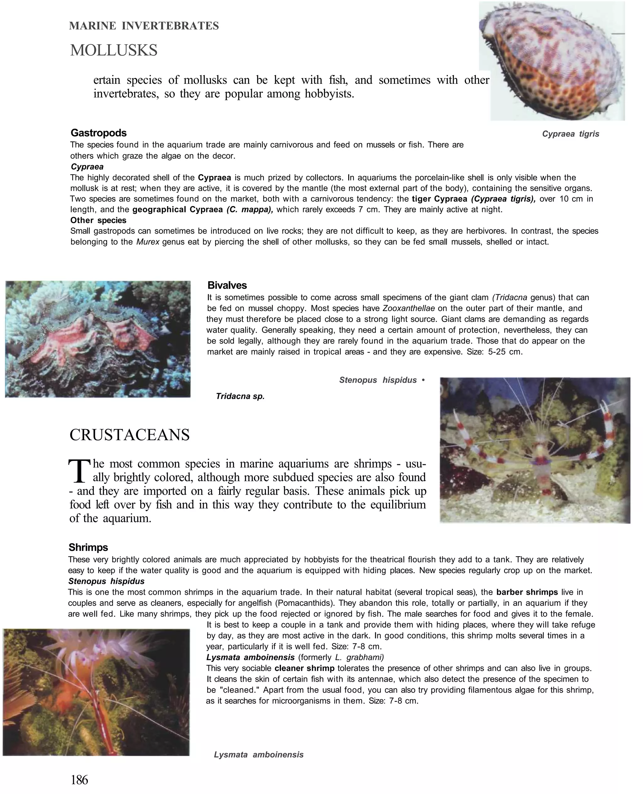 MARINE INVERTEBRATES

MOLLUSKS
      ertain species of mollusks can be kept with fish, and sometimes with other
      invertebrates, so they are popular among hobbyists.


Gastropods                                                                                                                    Cypraea tigris
The species found in the aquarium trade are mainly carnivorous and feed on mussels or fish. There are
others which graze the algae on the decor.
Cypraea
The highly decorated shell of the Cypraea is much prized by collectors. In aquariums the porcelain-like shell is only visible when the
mollusk is at rest; when they are active, it is covered by the mantle (the most external part of the body), containing the sensitive organs.
Two species are sometimes found on the market, both with a carnivorous tendency: the tiger Cypraea (Cypraea tigris), over 10 cm in
length, and the geographical Cypraea (C. mappa), which rarely exceeds 7 cm. They are mainly active at night.
Other species
Small gastropods can sometimes be introduced on live rocks; they are not difficult to keep, as they are herbivores. In contrast, the species
belonging to the Murex genus eat by piercing the shell of other mollusks, so they can be fed small mussels, shelled or intact.




                                     Bivalves
                                     It is sometimes possible to come across small specimens of the giant clam (Tridacna genus) that can
                                     be fed on mussel choppy. Most species have Zooxanthellae on the outer part of their mantle, and
                                     they must therefore be placed close to a strong light source. Giant clams are demanding as regards
                                     water quality. Generally speaking, they need a certain amount of protection, nevertheless, they can
                                     be sold legally, although they are rarely found in the aquarium trade. Those that do appear on the
                                     market are mainly raised in tropical areas - and they are expensive. Size: 5-25 cm.


                                                                        Stenopus hispidus •
                                       Tridacna sp.



CRUSTACEANS

T    he most common species in marine aquariums are shrimps - usu-
     ally brightly colored, although more subdued species are also found
- and they are imported on a fairly regular basis. These animals pick up
food left over by fish and in this way they contribute to the equilibrium
of the aquarium.

Shrimps
These very brightly colored animals are much appreciated by hobbyists for the theatrical flourish they add to a tank. They are relatively
easy to keep if the water quality is good and the aquarium is equipped with hiding places. New species regularly crop up on the market.
Stenopus hispidus
This is one the most common shrimps in the aquarium trade. In their natural habitat (several tropical seas), the barber shrimps live in
couples and serve as cleaners, especially for angelfish (Pomacanthids). They abandon this role, totally or partially, in an aquarium if they
are well fed. Like many shrimps, they pick up the food rejected or ignored by fish. The male searches for food and gives it to the female.
                                      It is best to keep a couple in a tank and provide them with hiding places, where they will take refuge
                                      by day, as they are most active in the dark. In good conditions, this shrimp molts several times in a
                                      year, particularly if it is well fed. Size: 7-8 cm.
                                      Lysmata amboinensis (formerly L. grabhami)
                                      This very sociable cleaner shrimp tolerates the presence of other shrimps and can also live in groups.
                                      It cleans the skin of certain fish with its antennae, which also detect the presence of the specimen to
                                      be "cleaned." Apart from the usual food, you can also try providing filamentous algae for this shrimp,
                                      as it searches for microorganisms in them. Size: 7-8 cm.




                                       Lysmata amboinensis


186
 