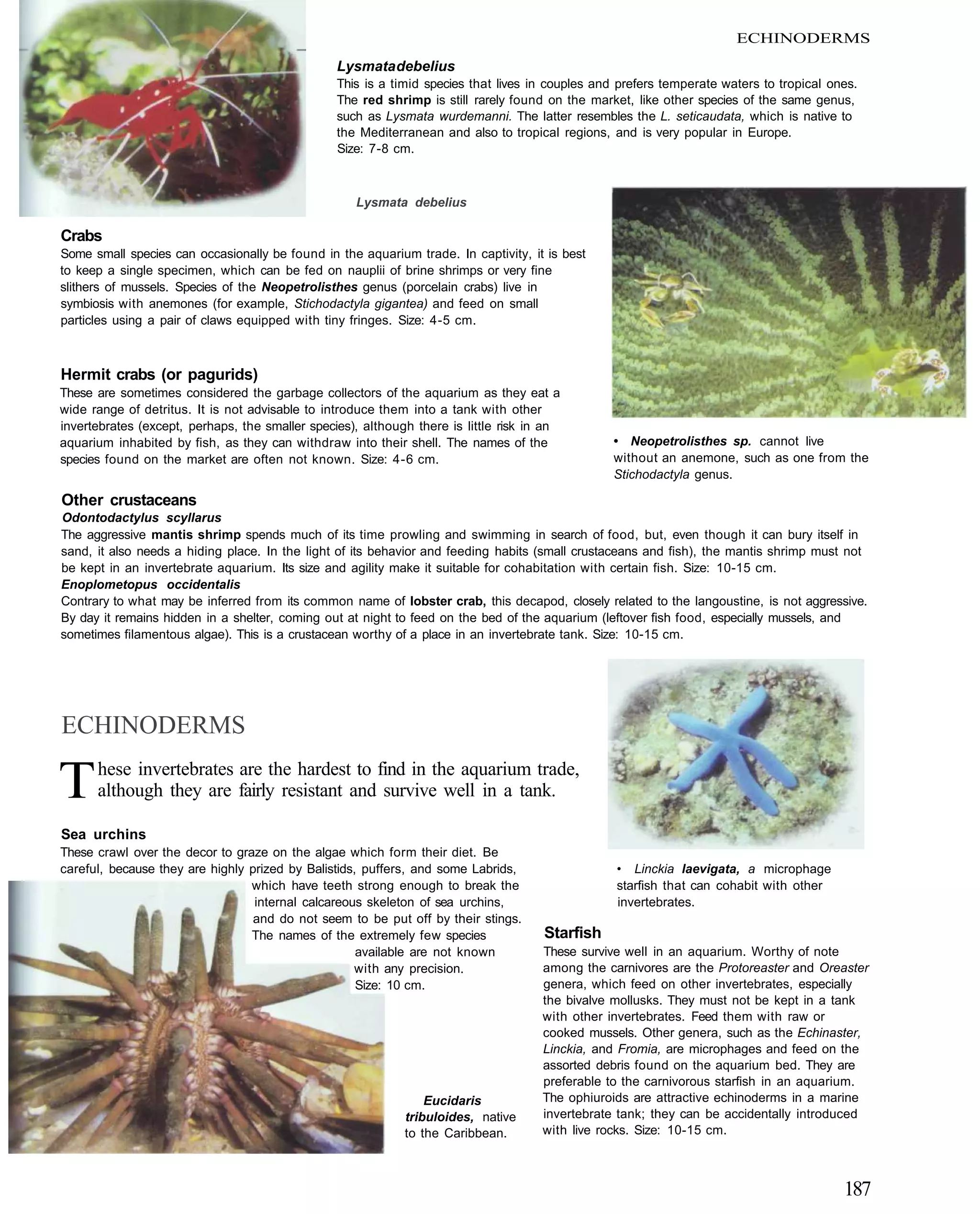 ECHINODERMS
                                                 Lysmata debelius
                                                 This is a timid species that lives in couples and prefers temperate waters to tropical ones.
                                                 The red shrimp is still rarely found on the market, like other species of the same genus,
                                                 such as Lysmata wurdemanni. The latter resembles the L. seticaudata, which is native to
                                                 the Mediterranean and also to tropical regions, and is very popular in Europe.
                                                 Size: 7-8 cm.



                                                    Lysmata debelius

Crabs
Some small species can occasionally be found in the aquarium trade. In captivity, it is best
to keep a single specimen, which can be fed on nauplii of brine shrimps or very fine
slithers of mussels. Species of the Neopetrolisthes genus (porcelain crabs) live in
symbiosis with anemones (for example, Stichodactyla gigantea) and feed on small
particles using a pair of claws equipped with tiny fringes. Size: 4-5 cm.



Hermit crabs (or pagurids)
These are sometimes considered the garbage collectors of the aquarium as they eat a
wide range of detritus. It is not advisable to introduce them into a tank with other
invertebrates (except, perhaps, the smaller species), although there is little risk in an
aquarium inhabited by fish, as they can withdraw into their shell. The names of the              • Neopetrolisthes sp. cannot live
species found on the market are often not known. Size: 4-6 cm.                                   without an anemone, such as one from the
                                                                                                 Stichodactyla genus.

Other crustaceans
Odontodactylus scyllarus
The aggressive mantis shrimp spends much of its time prowling and swimming in search of food, but, even though it can bury itself in
sand, it also needs a hiding place. In the light of its behavior and feeding habits (small crustaceans and fish), the mantis shrimp must not
be kept in an invertebrate aquarium. Its size and agility make it suitable for cohabitation with certain fish. Size: 10-15 cm.
Enoplometopus occidentalis
Contrary to what may be inferred from its common name of lobster crab, this decapod, closely related to the langoustine, is not aggressive.
By day it remains hidden in a shelter, coming out at night to feed on the bed of the aquarium (leftover fish food, especially mussels, and
sometimes filamentous algae). This is a crustacean worthy of a place in an invertebrate tank. Size: 10-15 cm.




ECHINODERMS

T     hese invertebrates are the hardest to find in the aquarium trade,
      although they are fairly resistant and survive well in a tank.

Sea urchins
These crawl over the decor to graze on the algae which form their diet. Be
careful, because they are highly prized by Balistids, puffers, and some Labrids,                  • Linckia laevigata, a microphage
                                 which have teeth strong enough to break the                      starfish that can cohabit with other
                                  internal calcareous skeleton of sea urchins,                    invertebrates.
                                  and do not seem to be put off by their stings.
                                 The names of the extremely few species               Starfish
                                                     available are not known         These survive well in an aquarium. Worthy of note
                                                    with any precision.              among the carnivores are the Protoreaster and Oreaster
                                                     Size: 10 cm.                    genera, which feed on other invertebrates, especially
                                                                                     the bivalve mollusks. They must not be kept in a tank
                                                                                     with other invertebrates. Feed them with raw or
                                                                                     cooked mussels. Other genera, such as the Echinaster,
                                                                                     Linckia, and Fromia, are microphages and feed on the
                                                                                     assorted debris found on the aquarium bed. They are
                                                                                     preferable to the carnivorous starfish in an aquarium.
                                                                 Eucidaris           The ophiuroids are attractive echinoderms in a marine
                                                             tribuloides, native     invertebrate tank; they can be accidentally introduced
                                                             to the Caribbean.       with live rocks. Size: 10-15 cm.



                                                                                                                                          187
 