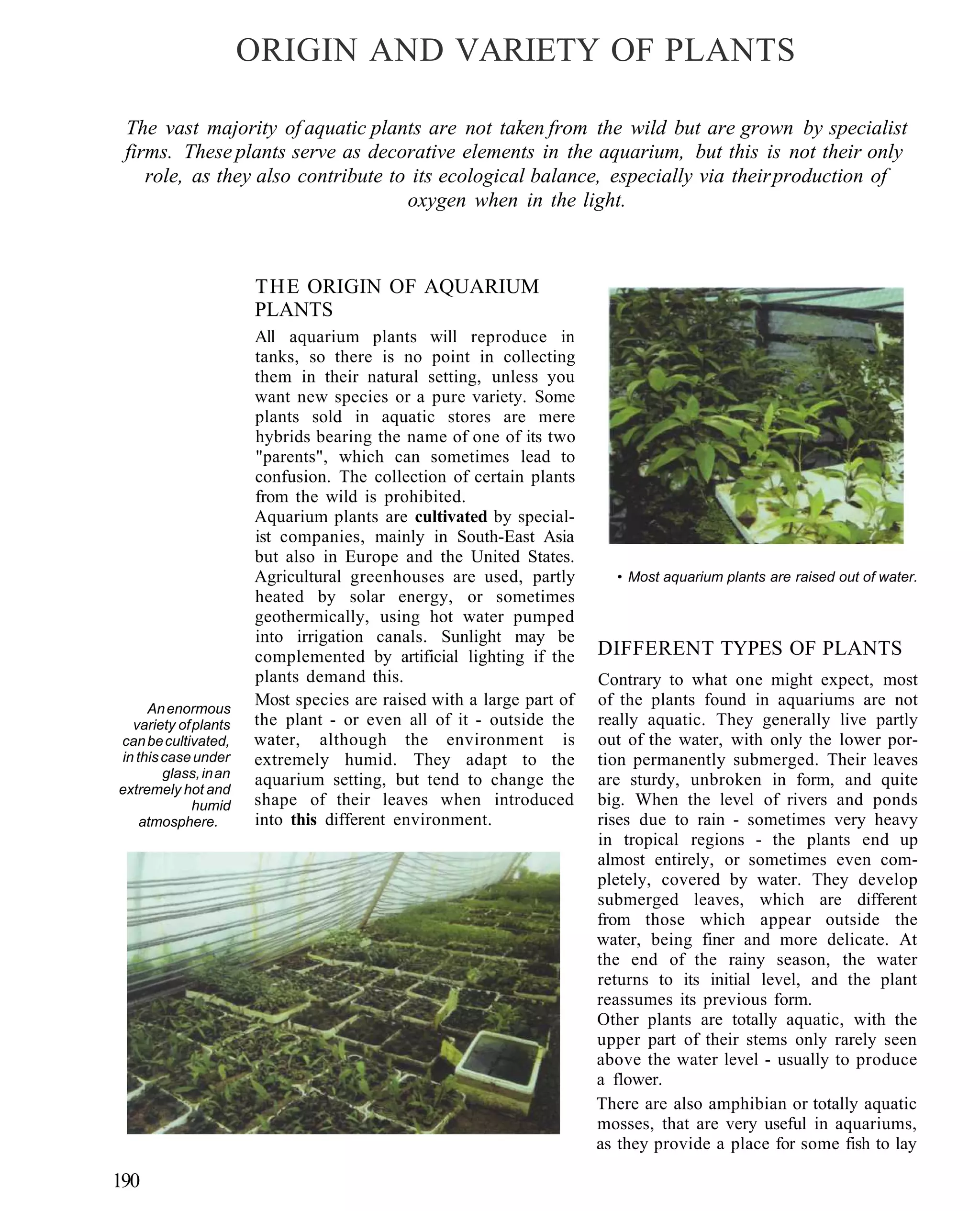 ORIGIN AND VARIETY OF PLANTS

 The vast majority of aquatic plants are not taken from the wild but are grown by specialist
 firms. These plants serve as decorative elements in the aquarium, but this is not their only
    role, as they also contribute to its ecological balance, especially via their production of
                                    oxygen when in the light.



                       THE ORIGIN OF AQUARIUM
                       PLANTS
                       All aquarium plants will reproduce in
                       tanks, so there is no point in collecting
                       them in their natural setting, unless you
                       want new species or a pure variety. Some
                       plants sold in aquatic stores are mere
                       hybrids bearing the name of one of its two
                       "parents", which can sometimes lead to
                       confusion. The collection of certain plants
                       from the wild is prohibited.
                       Aquarium plants are cultivated by special-
                       ist companies, mainly in South-East Asia
                       but also in Europe and the United States.
                       Agricultural greenhouses are used, partly        • Most aquarium plants are raised out of water.
                       heated by solar energy, or sometimes
                       geothermically, using hot water pumped
                       into irrigation canals. Sunlight may be
                       complemented by artificial lighting if the     DIFFERENT TYPES OF PLANTS
                       plants demand this.                            Contrary to what one might expect, most
     An enormous
                       Most species are raised with a large part of   of the plants found in aquariums are not
  variety of plants    the plant - or even all of it - outside the    really aquatic. They generally live partly
can be cultivated,     water, although the environment is             out of the water, with only the lower por-
in this case under     extremely humid. They adapt to the             tion permanently submerged. Their leaves
        glass, in an   aquarium setting, but tend to change the       are sturdy, unbroken in form, and quite
extremely hot and
             humid     shape of their leaves when introduced          big. When the level of rivers and ponds
    atmosphere.        into this different environment.               rises due to rain - sometimes very heavy
                                                                      in tropical regions - the plants end up
                                                                      almost entirely, or sometimes even com-
                                                                      pletely, covered by water. They develop
                                                                      submerged leaves, which are different
                                                                      from those which appear outside the
                                                                      water, being finer and more delicate. At
                                                                      the end of the rainy season, the water
                                                                      returns to its initial level, and the plant
                                                                      reassumes its previous form.
                                                                      Other plants are totally aquatic, with the
                                                                      upper part of their stems only rarely seen
                                                                      above the water level - usually to produce
                                                                      a flower.
                                                                      There are also amphibian or totally aquatic
                                                                      mosses, that are very useful in aquariums,
                                                                      as they provide a place for some fish to lay

190
 