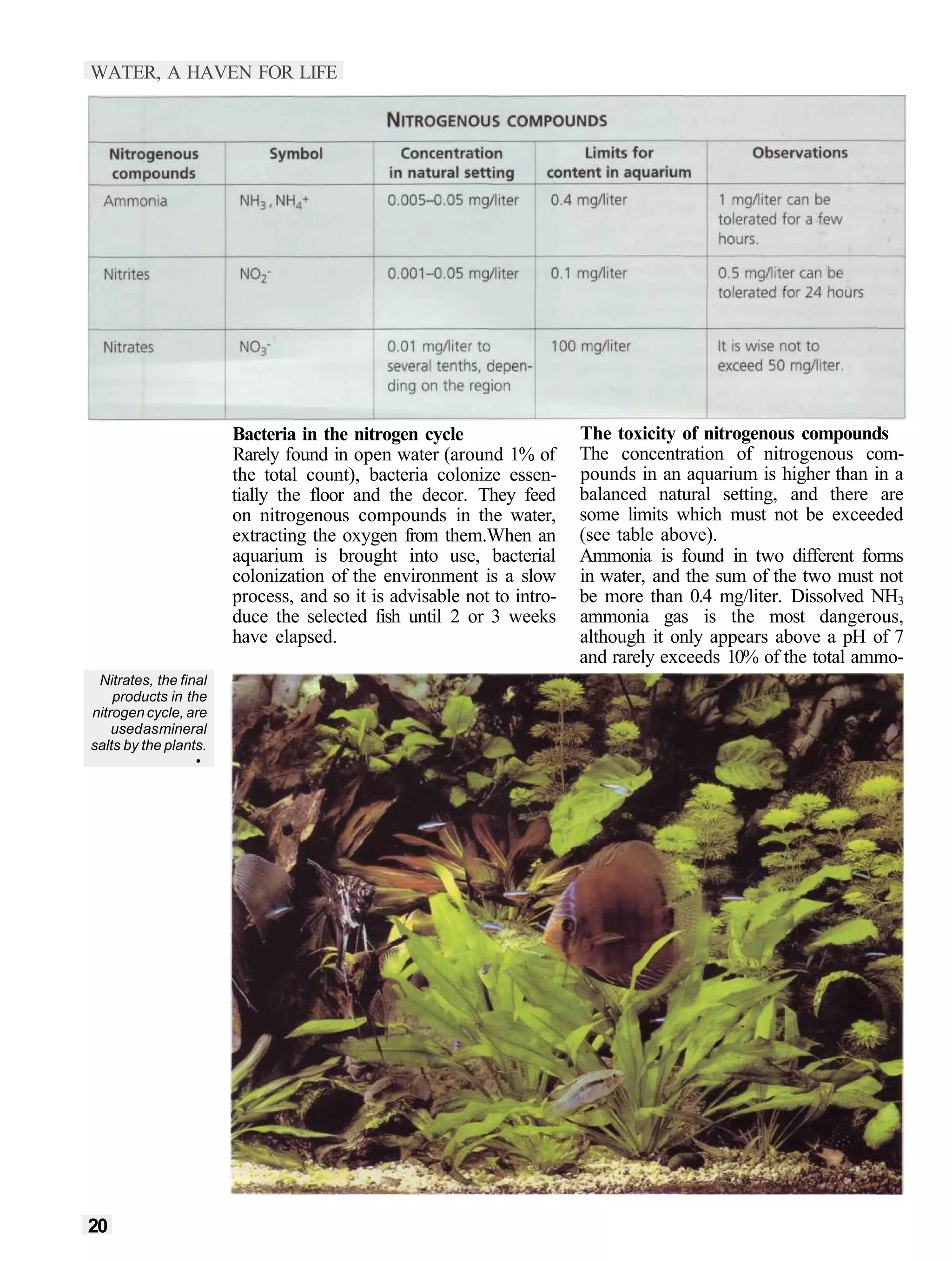 WATER, A HAVEN FOR LIFE




                       Bacteria in the nitrogen cycle                  The toxicity of nitrogenous compounds
                       Rarely found in open water (around 1% of        The concentration of nitrogenous com-
                       the total count), bacteria colonize essen-      pounds in an aquarium is higher than in a
                       tially the floor and the decor. They feed       balanced natural setting, and there are
                       on nitrogenous compounds in the water,          some limits which must not be exceeded
                       extracting the oxygen from them.When an         (see table above).
                       aquarium is brought into use, bacterial         Ammonia is found in two different forms
                       colonization of the environment is a slow       in water, and the sum of the two must not
                       process, and so it is advisable not to intro-   be more than 0.4 mg/liter. Dissolved NH3
                       duce the selected fish until 2 or 3 weeks       ammonia gas is the most dangerous,
                       have elapsed.                                   although it only appears above a pH of 7
                                                                       and rarely exceeds 10% of the total ammo-
 Nitrates, the final
    products in the
nitrogen cycle, are
    used as mineral
salts by the plants.
                  •




20
 