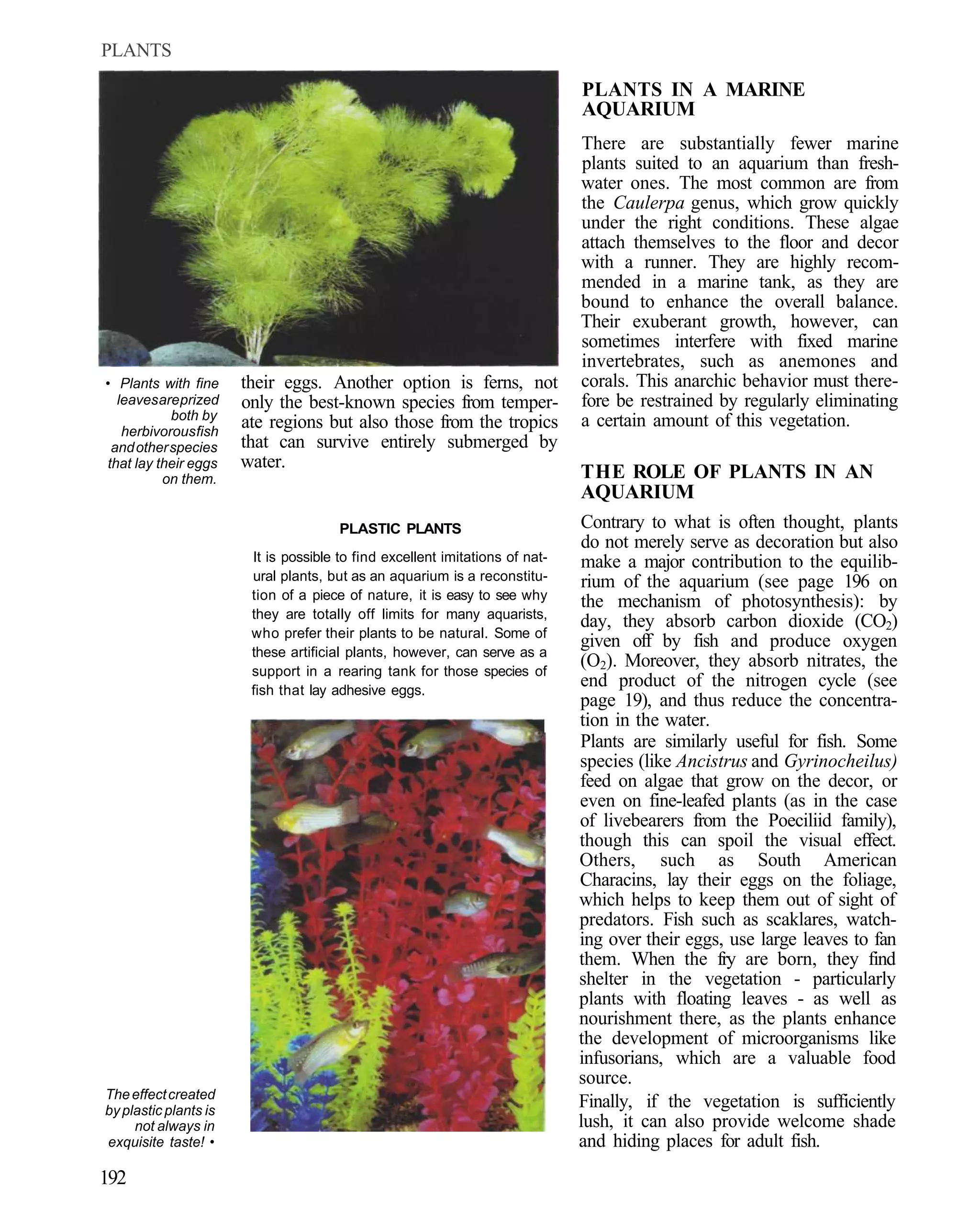 PLANTS

                                                                              PLANTS IN A MARINE
                                                                              AQUARIUM
                                                                              There are substantially fewer marine
                                                                              plants suited to an aquarium than fresh-
                                                                              water ones. The most common are from
                                                                              the Caulerpa genus, which grow quickly
                                                                              under the right conditions. These algae
                                                                              attach themselves to the floor and decor
                                                                              with a runner. They are highly recom-
                                                                              mended in a marine tank, as they are
                                                                              bound to enhance the overall balance.
                                                                              Their exuberant growth, however, can
                                                                              sometimes interfere with fixed marine
                                                                              invertebrates, such as anemones and
• Plants with fine     their eggs. Another option is ferns, not               corals. This anarchic behavior must there-
  leaves are prized    only the best-known species from temper-               fore be restrained by regularly eliminating
           both by                                                            a certain amount of this vegetation.
   herbivorous fish
                       ate regions but also those from the tropics
 and other species     that can survive entirely submerged by
that lay their eggs    water.
          on them.                                                            THE ROLE OF PLANTS IN AN
                                                                              AQUARIUM
                                       PLASTIC PLANTS                         Contrary to what is often thought, plants
                                                                              do not merely serve as decoration but also
                        It is possible to find excellent imitations of nat-   make a major contribution to the equilib-
                        ural plants, but as an aquarium is a reconstitu-      rium of the aquarium (see page 196 on
                        tion of a piece of nature, it is easy to see why
                                                                              the mechanism of photosynthesis): by
                        they are totally off limits for many aquarists,
                                                                              day, they absorb carbon dioxide (CO2)
                        who prefer their plants to be natural. Some of
                                                                              given off by fish and produce oxygen
                        these artificial plants, however, can serve as a
                        support in a rearing tank for those species of
                                                                              (O2). Moreover, they absorb nitrates, the
                        fish that lay adhesive eggs.
                                                                              end product of the nitrogen cycle (see
                                                                              page 19), and thus reduce the concentra-
                                                                              tion in the water.
                                                                              Plants are similarly useful for fish. Some
                                                                              species (like Ancistrus and Gyrinocheilus)
                                                                              feed on algae that grow on the decor, or
                                                                              even on fine-leafed plants (as in the case
                                                                              of livebearers from the Poeciliid family),
                                                                              though this can spoil the visual effect.
                                                                              Others, such as South American
                                                                              Characins, lay their eggs on the foliage,
                                                                              which helps to keep them out of sight of
                                                                              predators. Fish such as scaklares, watch-
                                                                              ing over their eggs, use large leaves to fan
                                                                              them. When the fry are born, they find
                                                                              shelter in the vegetation - particularly
                                                                              plants with floating leaves - as well as
                                                                              nourishment there, as the plants enhance
                                                                              the development of microorganisms like
                                                                              infusorians, which are a valuable food
                                                                              source.
The effect created
by plastic plants is
                                                                              Finally, if the vegetation is sufficiently
     not always in                                                            lush, it can also provide welcome shade
exquisite taste! •                                                            and hiding places for adult fish.
192
 